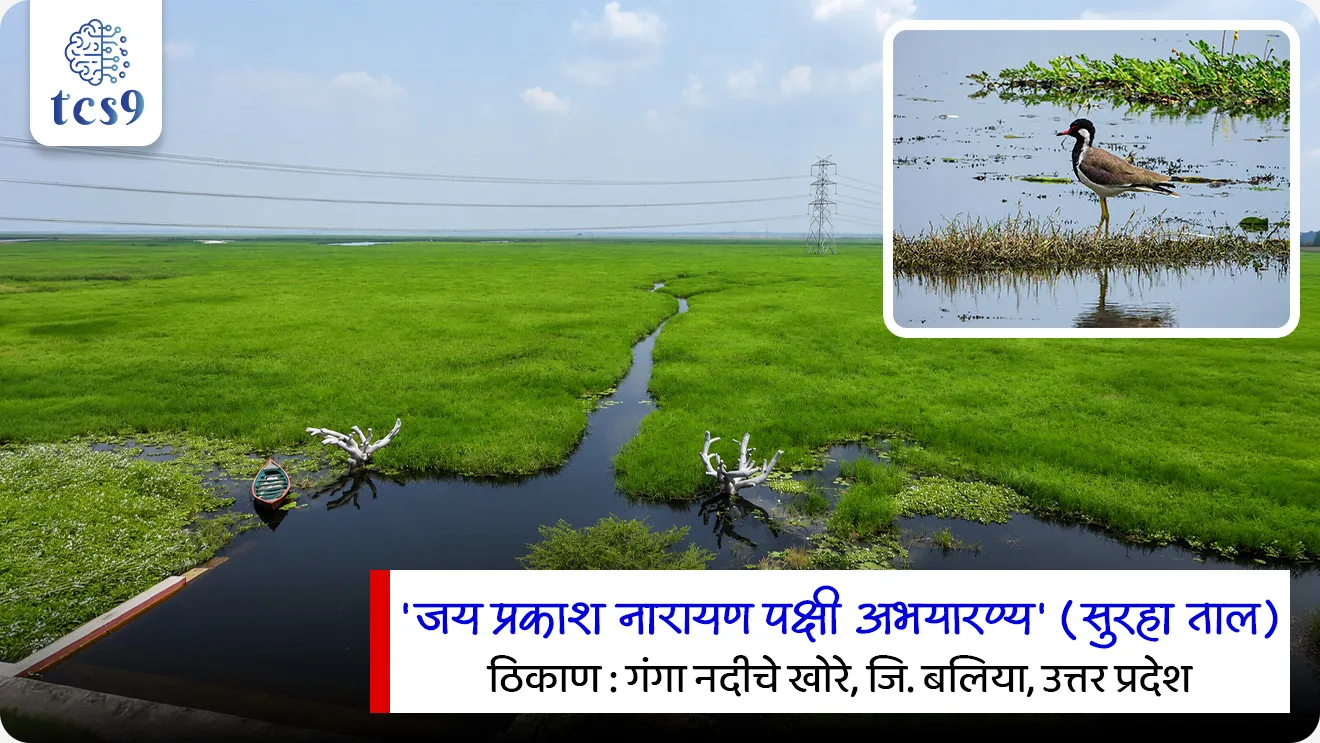 India’s 100th Ramsar Site

📚 Subject : GS - पर्यावरण, भूगोल

सरळसेवा, तलाठी, वनरक्षक, पोलीस भरती, अग्निवीर , रेल्वे भरती, SSC GD, MPSC, UPSC परीक्षेसाठी विचारलेले / संभाव्य महत्त्वपूर्ण  प्रश्न


प्रश्न) भारताचे 100 वे 'रामसर स्थळ' म्हणून घोषित करण्यात आलेले 'जय प्रकाश नारायण पक्षी अभयारण्य' (सुरहा ताल) भारतातील कोणत्या राज्यात स्थित आहे ?
1. मध्य प्रदेश
2. उत्तर प्रदेश
3. महाराष्ट्र
4. बिहार

उत्तर : उत्तर प्रदेश

📰 बातमी काय ?
'जय प्रकाश नारायण पक्षी अभयारण्य' (सुरहा ताल) या पाणथळ जागेला भारताचे 100 वे रामसर स्थळ (Ramsar Site) म्हणून घोषित करण्यात आले आहे.

🧐 भारताचे 100 वे रामसर स्थळ कोणते ?
उत्तर प्रदेशातील 'जय प्रकाश नारायण पक्षी अभयारण्य' (सुरहा ताल) हे भारतातील 100 वे अधिकृत रामसर स्थळ ठरले आहे.
याचबरोबर आता उत्तर प्रदेश राज्यात  रामसर स्थळांची संख्या 13 झाली आहे.

🌿🦩 जय प्रकाश नारायण पक्षी अभयारण्य (सुरहा ताल) - भौगोलिक वैशिष्ट्ये:
स्थान -  हे अभयारण्य उत्तर प्रदेशातील Ballia (बलिया) जिल्ह्यात गंगा नदीच्या खोऱ्यात (Ganga River basin) स्थित आहे.
स्थापना - उत्तर प्रदेश सरकारने वर्ष 1991 मध्ये याला अधिकृतपणे पक्षी अभयारण्य म्हणून घोषित केले होते.
भूरूप (Oxbow Lake) -  सुरहा ताल हे गंगा नदीच्या नागमोडी वळणामुळे (Meandering course) तयार झालेले एक विशाल, नैसर्गिक 'नालकृती तलाव' (Oxbow Lake) आहे.

🌳🦩🪿समृद्ध जैवविविधता (Biodiversity Hotspot):
स्थलांतरित पक्षी (Avifauna) - हे अभयारण्य 'सेंट्रल एशियन फ्लायवे' (Central Asian Flyway) अंतर्गत येते.
सायबेरिया आणि मध्य आशियातून हिवाळ्यात स्थलांतर करणाऱ्या हजारो पक्ष्यांचे हे हक्काचे विश्रामस्थान आहे .

🇮🇳 भारत आशियात प्रथम : 
या ऐतिहासिक टप्प्यासह भारत संपूर्ण आशिया खंडात सर्वाधिक रामसर स्थळे असणारा देश आहे 
जागतिक क्रमवारी: जागतिक स्तरावर भारत आता तिसऱ्या (3rd) क्रमांकावर आहे.
✍️ रामसर स्थळांच्या यादीत जगातील पहिले 3 देश :
 1) युनायटेड किंगडम (United Kingdom) – 176 स्थळे 
2) मेक्सिको (Mexico) – 144 स्थळे
3) भारत - 100 स्थळे

💧पाणथळ क्षेत्र (जागा) म्हणजे काय ?
पाणथळ जमीन ही अशी क्षेत्रे आहेत जिथे पाणी हे पर्यावरण आणि संबंधित वनस्पती आणि प्राणी जीवन नियंत्रित करणारे प्राथमिक घटक आहे. 
पाणथळ जमीन हे एक भूभाग आहे जेथे परिसंस्थेचा एक मोठा भाग कायमस्वरूपी किंवा वार्षिक पाण्याने भरलेला असतो किंवा काही हंगामासाठी त्यात बुडलेला असतो. अशा भागात जलीय वनस्पतीं मोठ्या प्रमाणात असतात.

🌳🌿 पाणथळ क्षेत्र इतकी महत्त्वाची का असतात ?

जलशुद्धीकरण, परिसंस्थांचे पुरापासून संरक्षण, जमिनीची धूप आटोक्यात ठेवणे, भूजल पुनर्भरण, पावसाच्या पाण्याबरोबर वाहून येणारा कचरा सामावून घेणे, त्यातील खनिजे विघटनाद्वारे मुक्त करून जीव-जंतूस उपलब्ध करून देणे, कार्बन डायऑक्साइड स्टोरी करणे अशी अतिमहत्त्वाचे कार्य करून पर्यावरणाचा समतोल पाणथळ क्षेत्रामुळे राखला जातो. 
त्याचबरोबर सृष्टि-वातावरण सौंदर्यात भर घालणे, पर्यटन स्थळे म्हणून आणि सामाजिक कार्यक्रमातही पाणथळ जागा महत्त्वाच्या ठरतात.

📜 रामसर ठराव  म्हणजे काय ? 
✍️ रामसर स्थळ म्हणजे काय ?

इराण मधील रामसर या शहरात २ फेब्रुवारी १९७१ रोजी जगभरातील पाणथळ जागांच्या संरक्षणासाठीच्या उपाययोजनांवर चर्चा करण्यासाठी एक परिषद भरवण्यात आली. या परिषदेतील ठरावाला रामसर ठराव म्हणून ओळखले जाते.
या ठरावा अंतर्गत पाणथळ जागांचे संरक्षण करण्यासाठी एखादे क्षेत्र रामसर स्थळ  म्हणून घोषित करण्यात येते.
हा ठराव १९७५ सालापासून अंमलात आला. 
भारताने हा करार 1 फेब्रुवारी १९८२ रोजी स्वीकारला. 
स्थानिक आणि राष्ट्रीय कृतीच्या माध्यमातून तसेच आंतरराष्ट्रीय सहकार्याने सर्व पाणथळ जागांचे संवर्धन आणि विवेकी वापर करणे आणि त्यायोगे जगाचा शाश्वत विकास साधणे हे रामसर परिषदेचे मिशन आहे.

🔑 परीक्षेच्या दृष्टीनेIMP रिव्हिजन पॉईंट्स : 
 भारताचे 100 वे रामसर स्थळ → जय प्रकाश नारायण पक्षी अभयारण्य (सुरहा ताल)
 सुरहा ताल कोणत्या राज्यात आहे → उत्तर प्रदेश (बलिया जिल्हा)
 सुरहा तालचा सरोवराचा प्रकार कोणता → नालकृती सरोवर (Oxbow Lake - गंगा नदीमुळे निर्मित)
 रामसर स्थळांच्या संख्येत आशियात पहिल्या क्रमांकाचा देश → भारत (एकूण 100 स्थळे)
 उत्तर प्रदेशातील एकूण रामसर स्थळांची संख्या → 13 स्थळे


Jai Prakash Narayan Bird Sanctuary: India’s 100th Ramsar Site, Ramsar Convention, Wetlands (Conservation and Management) Rules, 2017, Surha Tal, Ramsar site mhanje kay, what is wetland, panthal kshetra, bhartat kiti ramsar sites ahe, environment notes vanrakshak bharti forest guard paryavaran notes, river , talav, ganga river, India's River system, geography notes, 


प्रश्न) भारताचे 100 वे 'रामसर स्थळ' म्हणून घोषित करण्यात आलेले 'जय प्रकाश नारायण पक्षी अभयारण्य' (सुरहा ताल) भारतातील कोणत्या राज्यात स्थित आहे ?
1. मध्य प्रदेश
2. उत्तर प्रदेश
3. महाराष्ट्र
4. बिहार

उत्तर : उत्तर प्रदेश

✍️ जय प्रकाश नारायण पक्षी अभयारण्य (सुरहा ताल) - भौगोलिक वैशिष्ट्ये:
स्थान -  हे अभयारण्य उत्तर प्रदेशातील Ballia (बलिया) जिल्ह्यात गंगा नदीच्या खोऱ्यात (Ganga River basin) स्थित आहे.
स्थापना - उत्तर प्रदेश सरकारने वर्ष 1991 मध्ये याला अधिकृतपणे पक्षी अभयारण्य म्हणून घोषित केले होते.
भूरूप (Oxbow Lake) -  सुरहा ताल हे गंगा नदीच्या नागमोडी वळणामुळे (Meandering course) तयार झालेले एक विशाल, नैसर्गिक 'नालकृती तलाव' (Oxbow Lake) आहे.




प्रश्न 2) नुकत्याच घोषित झालेल्या भारताच्या 100 व्या रामसर स्थळाबाबत खालील विधानांचा विचार करा :
अ) उत्तर प्रदेशच्या बलिया जिल्ह्यातील 'सुरहा ताल' (जय प्रकाश नारायण पक्षी अभयारण्य) हे भारताचे 100 वे रामसर स्थळ ठरले आहे.
ब) सुरहा ताल हे यमुना नदीच्या नागमोडी प्रवाहामुळे तयार झालेले एक कृत्रिम गोड्या पाण्याचे सरोवर आहे.
क) भारत आता आशिया खंडात सर्वाधिक रामसर स्थळे असणारा देश बनला असून जागतिक पातळीवर तिसऱ्या क्रमांकावर आहे.

वरीलपैकी कोणती विधाने बरोबर आहेत?
1. फक्त अ आणि क
2. फक्त ब, आणि क
3. फक्त अ आणि ब
4. वरील सर्व विधाने बरोबर आहेत.

उत्तर : फक्त अ आणि क

❌  विधान (ब) चुकीचे आहे कारण - 
सुरहा ताल हे गंगा नदीच्या नागमोडी प्रवाहामुळे तयार झालेले सरोवर आहे. तसेच ते कृत्रिम नसून नैसर्गिक नालकृती सरोवर (Oxbow Lake) आहे.

✍️ अधिक माहिती - रामसर स्थळांच्या यादीत जगातील पहिले 3 देश : 
1) युनायटेड किंगडम (United Kingdom) – 176 स्थळे 
2) मेक्सिको (Mexico) – 144 स्थळे
3) भारत - 100 स्थळे