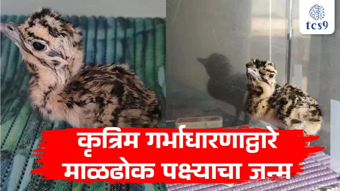 [ Great Indian bustard, IUCN Red List, Critically Endangered species, Ardeotis nigriceps, maldhok, maldhok abhayaranya, Solapur abhayaranya, Nanak abhayaranya, Rajasthan State bird, maldhok kontya rajyacha rajyapakshi ahe, jagatil pahila, MPSC paryavaran notes Marathi madhe, environment notes, MPSC paryavaran topic, Wildlife (Protection)Act, 1972, vanyajiv sanvrakshan kayda, maharashtratil abhayaranya,Artificial Insemination, tcs chalu ghadamodi, ibps chalu ghadamodi, current Affair,  chalu Ghadamodi Marathi,   current Affair marathi madhe, 2024 cha chalu Ghadamodi,   police Bharti chalu Ghadamodi,   police Bharti prashnasanch,   police Bharti GK prashna,   Mpsc chalu Ghadamodi,   sarkari Naukri,   sarkari job,   sarkari yojna,   Maharashtra cha chalu Ghadamodi,   Maharashtra government yojna,   PSI syllabus, PSI cutoff,   police Bharti syllabus,   police Bharti cutoff,   police Bharti merit,   MPSC Sathi book,   MPSC Sathi pustak,   police Bharti Sathi pustak,   police Bharti magil prashnapatrika,   MPSC previous years question papers,   Mumbai police Bharti,   Mumbai police Bharti Lekhi kadhi ahe,   government GR,   police Bharti result,   MPSC result,   SSC GD merit,   sscgd syllabus,   army Bharti merit,   army Bharti result,   UPSC Marathi,   combine pariksha,   talathi,   talathi syllabus,   talathi cutoff,   talathi book list,   talathi result,   talathi merit,   talathi jaga kiti ahe,   saralseva exam,   saralseva pariksha,   saralseva result,   zilha parishad Bharti,   zilha parishad prashnapstrika, dinvishesh, Chalu Ghadamodi Marathi madhun, current Affair marathi madhe ]