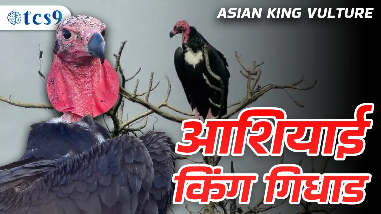 (Asian king gidhad | IUCN Red list | Critically Endangered species | vanyajiv sanvrakshan kayda | Diclofenac | red head vulture | Uttar Pradesh abhayaranya | Maharajganj | jatayu sanvardhan Kendra | Gorakhpur)