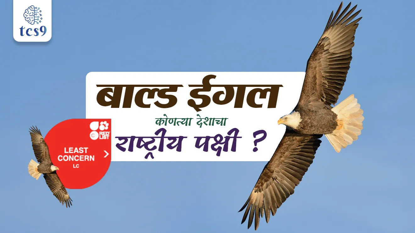 Bald eagle, takkal garud, garud pakshi, pakshi sanvardhan, rashtriya pakshi konta, America, navy seal, symbol, army symbol, usa, American bald eagle, Steps taken to protect the bird, pakshi sanvardhan ksse karave, antarrashtriya Nisarg sanvardhan sanghatna, IUCN, IUCN status, environment notes paryavaran notes Marathi madhe, tcs chalu ghadamodi, ibps chalu ghadamodi, current Affair, chalu Ghadamodi Marathi, current Affair marathi madhe, 2024 cha chalu Ghadamodi, police Bharti chalu Ghadamodi, police Bharti prashnasanch, police Bharti GK prashna, Mpsc chalu Ghadamodi, sarkari Naukri, sarkari job, sarkari yojna, Maharashtra cha chalu Ghadamodi, Maharashtra government yojna, PSI syllabus, PSI cutoff, police Bharti syllabus, police Bharti cutoff, police Bharti merit, MPSC Sathi book, MPSC Sathi pustak, police Bharti Sathi pustak, police Bharti magil prashnapatrika, MPSC previous years question papers, Mumbai police Bharti, Mumbai police Bharti Lekhi kadhi ahe, government GR, police Bharti result, MPSC result, SSC GD merit, sscgd syllabus, army Bharti merit, army Bharti result, UPSC Marathi, combine pariksha, talathi, talathi syllabus, talathi cutoff, talathi book list, talathi result, talathi merit, talathi jaga kiti ahe, saralseva exam, saralseva pariksha, saralseva result, zilha parishad Bharti, zilha parishad prashnapstrika, dinvishesh, Chalu Ghadamodi Marathi madhun, current Affair marathi madhe, headline-news, maharashtra-news, jhattpatt-batmya, pib, marathi batmya, government new channel, Pib, akashvani, the Hindu, Indian express, Loksatta, Lokmat, Dainik Bhaskar, sansad news, editorial, sampadkiya, vishleshan, Loksabha news, rajyasabha news, SSC GD notes, sscgd question papers, sscgd exam answer, results, SSC GD admit card, sscgd ground, exam centre, mpsc main answer writing