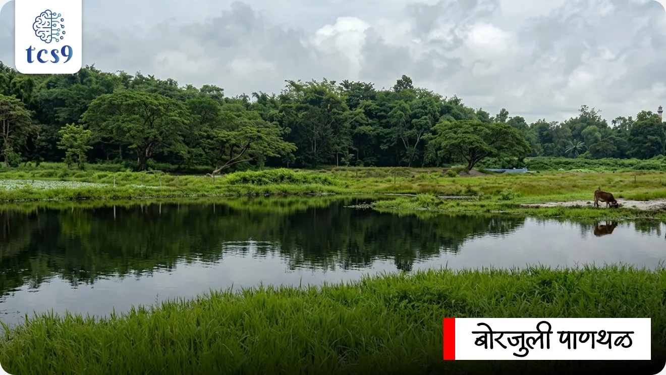 Borjuli Wetland notified as Biodiversity Heritage Site 

📚 Subject : GS - पर्यावरण - जैवविविधता व पर्यावरण संवर्धन

सरळसेवा, तलाठी, वनरक्षक, पोलीस भरती, अग्निवीर , रेल्वे भरती, SSC GD, MPSC, UPSC परीक्षेसाठी विचारलेले / संभाव्य महत्त्वपूर्ण  प्रश्न

प्रश्न) आसाममधील 'बोरजुली पाणथळ जागेला' (Borjuli Wetland) अधिकृतपणे 'जैवविविधता वारसा स्थळ' (BHS) म्हणून घोषित करण्याचा मुख्य उद्देश कोणता ?
1. पर्यटन स्थळाचा विकास करणे
2. मत्स्य व्यवसायाला प्रोत्साहन देणे
3. दुर्मिळ वन्य तांदळाच्या प्रजातीचे संरक्षण करणे 
4. नवीन औद्योगिक प्रकल्प उभारणे

उत्तर : दुर्मिळ वन्य तांदळाच्या प्रजातीचे संरक्षण करणे

📰 बातमी काय ?
• आसाम सरकारने राज्यातील शोणितपूर (Sonitpur) जिल्ह्यातील 'बोरजुली पाणथळ जागेला' (Borjuli Wetland) अधिकृतपणे 'जैवविविधता वारसा स्थळ' (Biodiversity Heritage Site - BHS) म्हणून घोषित केले आहे.

🤔  'जैवविविधता वारसा स्थळ' म्हणून घोषित करण्याचा मुख्य उद्देश - 
• आधुनिक तांदळाच्या प्रजातींचा मुख्य पूर्वज मानल्या जाणाऱ्या आणि कीटक-रोगप्रतिकारक असणाऱ्या 'ओरिझा रुफिपोगॉन' (Oryza rufipogon) या दुर्मिळ वन्य तांदळाच्या (Wild Rice) प्रजातीचे रक्षण करणे हा यामागील मुख्य उद्देश आहे.

🧐 बोरजुली पाणथळ जागा आणि तिचे वैशिष्ट्य (About Borjuli Wetland)
1)  स्थान व भौगोलिक रचना:
• स्थान - आसाम राज्यातील शोणितपूर (Sonitpur) जिल्ह्यात ब्रह्मपुत्रा नदीच्या महापूरप्रवण खोऱ्यात ही पाणथळ जागा पसरलेली आहे.
• परिसंस्था - ही एक गोड्या पाण्याची दलदलीची परिसंस्था (Freshwater Swamp & Marshy Ecosystem) आहे, जी मान्सून आणि स्थानिक प्रवाहांमुळे सतत पाणी साचलेल्या स्थितीत असते.

2) जैविक आणि शेतीविषयक महत्त्व :
• तांदळाचा आद्य पूर्वज (Ancestor of Cultivated Rice) -  सध्या जगात मोठ्या प्रमाणावर पिकवल्या जाणाऱ्या 'ओरिझा सॅटिव्हा' (Oryza sativa) या तांदळाचा 'ओरिझा रुफिपोगॉन' (Oryza rufipogon) हा थेट आनुवंशिक पूर्वज (Progenitor) मानला जातो.
• रोग व कीटक प्रतिकारशक्ती - शेकडो वर्षांच्या नैसर्गिक साखळीमुळे या वनस्पतीमध्ये बुरशीजन्य/जीवाणूजन्य रोग आणि कीटकांचा प्रतिकार करण्याची प्रचंड आनुवंशिक क्षमता (Genetic Resistance) विकसित झाली आहे.
• हवामान सहनशीलता (Climate Resilience) - ही वनस्पती दीर्घकाळ पाण्यात बुडून राहिल्यास किंवा क्षारयुक्त (Saline) पाण्यातही सहज जिवंत राहू शकते.
• इन-सिटू संवर्धन (In-situ Conservation) -  ICAR-नॅशनल ब्युरो ऑफ प्लांट जेनेटिक रिसोर्सेस (ICAR-NBPGR) आणि आसाम राज्य जैवविविधता मंडळ यांच्या संयुक्त विद्यमाने या वनस्पतीचे तिच्या मूळ नैसर्गिक अधिवासातच (In-situ) जतन केले जात आहे.

🏛️ जैवविविधता वारसा स्थळ म्हणजे काय ? (Biodiversity Heritage Sites - BHS)
1)  कायदेशीर आधार : जैवविविधता वारसा स्थळा ची घोषणा 'जैवविविधता कायदा, 2002' च्या कलम 37 (Section 37 of Biological Diversity Act, 2002) अंतर्गत राज्य सरकारांद्वारे स्थानिक संस्थांशी चर्चा करून केली जाते.

2) उद्दिष्ट - राष्ट्रीय उद्याने (National Parks) किंवा अभयारण्यांच्या (Sanctuaries) परिघाबाहेर असणाऱ्या नाजूक परिसंस्था, वन्य पिकांचे नातेवाईक (Crop Wild Relatives), देवराया (Sacred Groves) आणि जैवविविधतेने समृद्ध भागांना कायदेशीर संरक्षण देणे.

3) स्थानिक व्यवस्थापन -  याचे व्यवस्थापन स्थानिक जैवविविधता व्यवस्थापन समित्यांद्वारे (Biodiversity Management Committees - BMCs) केले जाते, ज्यामुळे स्थानिक समुदायांचे पारंपरिक अधिकार व शेती टिकून राहते.

4) तांत्रिक व आर्थिक मदत - राष्ट्रीय जैवविविधता प्राधिकरणाच्या (National Biodiversity Authority - NBA) मार्गदर्शनाखाली आणि नॅशनल रेनफेड एरिया अथॉरिटी (NRAA) च्या अर्थसहाय्याने दीर्घकालीन अन्न सुरक्षा आणि हवामान-अनुकूल शेतीसाठी मदत केली जाते.


🔑 परीक्षेच्या दृष्टीने IMP रिव्हिजन पॉईंट्स : Borjuli Wetland BHS
• नवीन BHS स्थळ → बोरजुली पाणथळ जागा (शोणितपूर, आसाम)
• संरक्षित वनस्पती → ओरिझा रुफिपोगॉन (Oryza rufipogon - तांदळाचा वन्य पूर्वज)
• संबंधित कायदा → जैवविविधता कायदा 2002 (कलम 37)
• संवर्धन संस्था → ICAR-NBPGR आणि आसाम राज्य जैवविविधता मंडळ
• स्थानिक संस्था → जैवविविधता व्यवस्थापन समिती (BMC)


Borjuli Wetland notified as Biodiversity Heritage Site, Environment, Biodiversity & Agriculture, panthal jaga, jaivavividhata, jaivavividhata kayda , Biodiversity Management Committees, Climate Resilience, what is Biodiversity Heritage Sites, paryavaran notes,environment notes, vanrakshak bharti, forest guard, 


प्रश्न) आसाममधील 'बोरजुली पाणथळ जागेला' (Borjuli Wetland) अधिकृतपणे 'जैवविविधता वारसा स्थळ' (BHS) म्हणून घोषित करण्याचा मुख्य उद्देश कोणता ?
1. पर्यटन स्थळाचा विकास करणे
2. मत्स्य व्यवसायाला प्रोत्साहन देणे
3. दुर्मिळ वन्य तांदळाच्या प्रजातीचे संरक्षण करणे 
4. नवीन औद्योगिक प्रकल्प उभारणे

उत्तर : दुर्मिळ वन्य तांदळाच्या प्रजातीचे संरक्षण करणे

• मुख्य उद्देश -आसाममधील शोणितपूर जिल्ह्यात असलेल्या बोरजुली पाणथळ जागेला 'ओरिझा रुफिपोगॉन' (Oryza rufipogon) या कीटक व रोगप्रतिकारक दुर्मिळ वन्य तांदळाच्या (Wild Rice) प्रजातीचे रक्षण करण्यासाठी जैवविविधता वारसा स्थळ घोषित केले आहे.
• कायदेशीर आधार -  ही घोषणा 'जैवविविधता कायदा, 2002' च्या कलम 37 अंतर्गत करण्यात आली आहे.




प्रश्न) असाममधील 'बोरजुली पाणथळ जागा' आणि 'जैवविविधता वारसा स्थळांविषयी' (BHS) खालील विधाने विचारात घ्या:
अ) बोरजुली पाणथळ जागेतील 'ओरिझा रुफिपोगॉन' या वनस्पतीमध्ये पूर आणि क्षारयुक्त पाणी सहन करण्याची, तसेच रोगांना प्रतिकार करण्याची उच्च आनुवंशिक क्षमता आहे.
ब) जैवविविधता कायदा 2002 च्या कलम 37 अंतर्गत राज्य सरकारे स्थानिक संस्थांशी चर्चा करून जैवविविधता वारसा स्थळे (BHS) घोषित करू शकतात.
क) BHS घोषित झाल्यानंतर त्या क्षेत्रातील स्थानिक समुदायांचे पारंपरिक शेती अधिकार आणि प्रवेश पूर्णपणे रद्द केले जातात.
वरीलपैकी कोणती विधाने बरोबर आहेत ?
1. फक्त अ आणि ब
2. फक्त ब आणि क
3. फक्त अ आणि क
4. अ, ब आणि क सर्व बरोबर

उत्तर : 1. फक्त अ आणि ब

❌ विधान क चुकीचे आहे कारण  - 
• BHS चे व्यवस्थापन स्थानिक 'जैवविविधता व्यवस्थापन समित्यांद्वारे' (BMC) केले जाते, ज्यामुळे स्थानिक समुदायांचे पारंपरिक अधिकार आणि शाश्वत शेती पद्धती जपल्या जातात (रद्द केल्या जात नाहीत).

1)  कायदेशीर आधार : जैवविविधता वारसा स्थळा ची घोषणा 'जैवविविधता कायदा, 2002' च्या कलम 37 (Section 37 of Biological Diversity Act, 2002) अंतर्गत राज्य सरकारांद्वारे स्थानिक संस्थांशी चर्चा करून केली जाते.

2) उद्दिष्ट - राष्ट्रीय उद्याने (National Parks) किंवा अभयारण्यांच्या (Sanctuaries) परिघाबाहेर असणाऱ्या नाजूक परिसंस्था, वन्य पिकांचे नातेवाईक (Crop Wild Relatives), देवराया (Sacred Groves) आणि जैवविविधतेने समृद्ध भागांना कायदेशीर संरक्षण देणे.