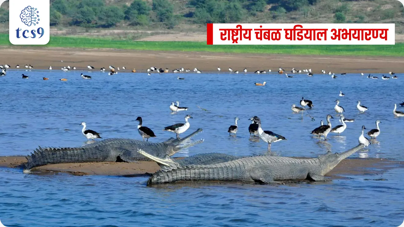 Supreme Court warns of strict action against illegal sand mining in the National Chambal Gharial Sanctuary

📚 Subject : GS - पर्यावरण
 
सरळसेवा, तलाठी, वनरक्षक, पोलीस भरती, अग्निवीर , रेल्वे भरती, SSC GD, MPSC, UPSC परीक्षेसाठी विचारलेले / संभाव्य महत्त्वपूर्ण  प्रश्न


प्रश्न) अलिकडेच, सर्वोच्च न्यायालयाने राष्ट्रीय चंबळ घडियाल अभयारण्यात सुरू असलेल्या बेकायदेशीर वाळू उत्खननावर तात्काळ नियंत्रण आणण्याचे निर्देश दिले तर हे अभयारण्य खालीलपैकी कोणत्या तीन राज्यांत पसरलेले आहे ?

राजस्थान, मध्य प्रदेश, उत्तर प्रदेश
महाराष्ट्र, गुजरात, मध्य प्रदेश
उत्तर प्रदेश, बिहार, झारखंड
हरियाणा, पंजाब, राजस्थान

उत्तर : राजस्थान, मध्य प्रदेश, उत्तर प्रदेश


📰 बातमी काय ?
सर्वोच्च न्यायालयाने राजस्थान, मध्य प्रदेश आणि उत्तर प्रदेश या राज्यांना राष्ट्रीय चंबळ घडियाल अभयारण्यात सुरू असलेल्या बेकायदेशीर वाळू उत्खननावर (Illegal Sand Mining) तात्काळ नियंत्रण आणण्याचे निर्देश दिले आहेत.

🧐 बेकायदेशीर वाळू उत्खननामुळे काय नुकसान होते ?
अधिवासाचा ऱ्हास (Habitat Degradation) - घडियाल (एक प्रकारची मगर) वाळूच्या किनाऱ्यावर अंडी घालतात. वाळू उपसल्याने ही ठिकाणे नष्ट होत आहेत.
नदी प्रवाह बदलतो - अत्याधिक उत्खननामुळे नदीची नैसर्गिक रचना बदलते.
जैवविविधतेला धोका - डॉल्फिन, कासव, मासे आणि पक्ष्यांच्या अधिवासावर परिणाम होतो.

✍️ सर्वोच्च न्यायालयाचे निर्देश (Enforcement Measures) : 
👉 वाळू उपसा रोखण्यासाठी राज्यांना खालील तांत्रिक उपाययोजना करण्याचे आदेश दिले आहेत:
• CCTV देखरेख आणि वाळू वाहतूक करणाऱ्या वाहनांचे GPS ट्रॅकिंग करण्यास
• तसेच तिन्ही राज्यांची संयुक्त गस्त (Joint Patrols) करण्यास सांगितले आहे.
• कडक अंमलबजावणी न झाल्यास तेथे निमलष्करी दल (Paramilitary Forces) तैनात केले जाऊ शकते, असे न्यायालयाने म्हटले आहे.

🐊राष्ट्रीय चंबळ घडियाल अभयारण्य : महत्त्वाचे मुद्दे (Key Facts)
विस्तार आणि भौगोलिक स्थान - 
1) राष्ट्रीय चंबळ घडियाल अभयारण्य हे भारतातील पहिले आणि एकमेव त्रि-राज्य संरक्षित क्षेत्र (Tri-state Protected Area आहे, जे राजस्थान, मध्य प्रदेश आणि उत्तर प्रदेश या तीन राज्यांमध्ये पसरलेले आहे.
2) व्याप्ती - चंबळ नदीच्या 600 km लांबीच्या पट्ट्यात सुमारे 5,400 sq km क्षेत्रात हे अभयारण्य पसरले आहे.
चंबळ ही भारतातील सर्वात स्वच्छ आणि प्रदूषणमुक्त नद्यांपैकी एक मानली जाते.
•3) परिसंस्था -  हे अभयारण्य नदीच्या खोल पात्रांचे (Lotic ecosystem), वाळूचे पट्टे आणि चंबळच्या खोऱ्यांसाठी (Ravines/Beehad) प्रसिद्ध आहे. 

🌳 जैवविविधता आणि महत्त्वाच्या प्रजाती : 
• घडियाल (Gharial): जगातील एकूण घडियाल लोकसंख्येच्या सुमारे 90% घडियाल याच अभयारण्यात आढळतात.
• गंगा डॉल्फिन (Ganges River Dolphin): गंगा डॉल्फिन या अतिशय दुर्मिळ प्रजातीचे हे महत्त्वाचे निवासस्थान आहे.
• इतर प्रजाती : दलदलीतील मगर (Marsh crocodile), लाल मुकुट असलेला कासव (Red-crowned roof turtle), स्मूथ-कोटीड ऑटर , इंडियन स्किमर (पक्षी) आणि पक्षांच्या 330 पेक्षा जास्त प्रजातींसाठी हे महत्त्वाचे निवासस्थान आहे.

🤔 प्रकल्प,  संवर्धन दर्जा आणि धोके : 
• प्रकल्प -  राष्ट्रीय चंबळ घडियाल अभयारण्य 1975 मध्ये सुरू झालेल्या 'प्रोजेक्ट क्रोकोडाईल' (Project Crocodile) चा एक महत्त्वाचा भाग आहे.
• आंतरराष्ट्रीय महत्त्व - राष्ट्रीय चंबळ घडियाल अभयारण्य हे एक महत्त्वाचे पक्षी क्षेत्र (Important Bird Area) असून, युनेस्को (UNESCO) जागतिक वारसा स्थळ आणि रामसर स्थळासाठी (Ramsar Site) प्रस्तावित आहे.
• धोके -  बेकायदेशीर वाळू उपसामुळे नदीच्या परिसंस्थेचे नुकसान होत आहे, ज्यामुळे घडियाल आणि डॉल्फिनच्या अधिवासाला धोका निर्माण झाला आहे.


🔑 परीक्षेच्या दृष्टीने IMP रिव्हिजन पॉईंट्स : राष्ट्रीय चंबळ घडियाल अभयारण्य 
विस्तार → राजस्थान + मध्य प्रदेश + उत्तर प्रदेश
भारतातील पहिले त्रिराज्यीय संरक्षित क्षेत्र
मुख्य नदी → चंबळ नदी
मुख्य प्रजाती → घडियाल
जगातील सुमारे 90% वन्य घडियाल येथे आढळतात
संबंधित प्रकल्प → Project Crocodile (1975)
प्रमुख धोका → बेकायदेशीर वाळू उत्खनन
