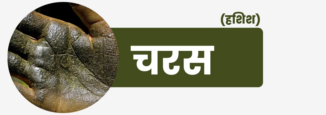 Charas | चरस (हशिश) :  पाने व फुलोऱ्यापासून काढलेली चिकट राळ वाळवून ‘चरस’ किंवा हशिश  नावाचे द्रव्य काढतात.