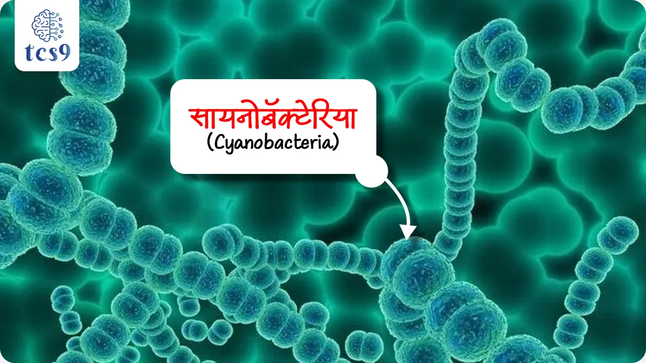 • IIT गुवाहाटीने सायनोबॅक्टेरिया (Cyanobacteria) नावाच्या लहान सूक्ष्मजीवांचा वापर करून पाण्यातील धोकादायक शिसे (Lead)  काढण्याची एक किफायतशीर आणि पर्यावरणपूरक पद्धत विकसित केली आहे.

🧪 शोधात काय वापरले ?
• सायनोबॅक्टेरिया हे लहान निळे-हिरवे सूक्ष्मजीव आहेत.
• ते पाण्यातील शिसे (Lead)  स्वतःकडे खेचून घेतात.

💧 ही पद्धत कशी काम करते ?
• सायनोबॅक्टेरिया एक चिकट पदार्थ तयार करतात ज्याला EPS म्हणतात.
• हा Exopolysaccharides (EPS) पाण्यातील Lead ला चिकटून ते त्याला वेगळे करतो.
• प्रयोगांमध्ये 92 % पेक्षा जास्त शिसे (Lead) हटवणे शक्य झाले.

🌱 ही पद्धत का महत्त्वाची आहे?
• अतिशय कमी खर्चात ही प्रक्रिया करता येते.
• यात कोणतेही धोकादायक रसायने लागत नाहीत.
• ही पद्धत पूर्णपणे पर्यावरणपूरक आहे.
• भविष्यात ग्रामीण भागात आणि औद्योगिक प्रदूषणग्रस्त भागांत मोठ्या प्रमाणात उपयोग होऊ शकतो.