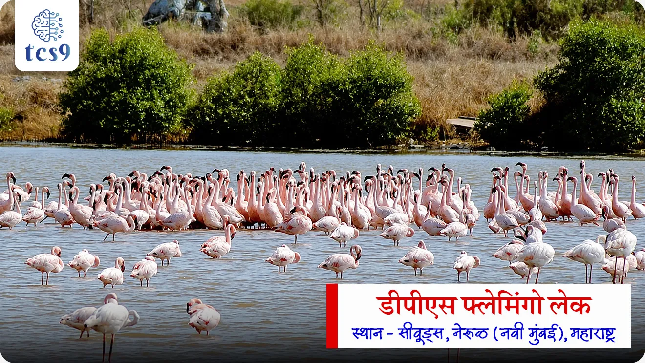 Toxic Inflow Triggers Ecological Emergency at DPS Flamingo Lake
📚 Subject : GS - पर्यावरण - वने आणि जैवविविधता, प्रदुषण
सरळसेवा, तलाठी, वनरक्षक, पोलीस भरती, अग्निवीर , रेल्वे भरती, SSC GD, MPSC, UPSC परीक्षेसाठी विचारलेले / संभाव्य महत्त्वपूर्ण प्रश्न
प्रश्न) पाण्याच्या प्रदूषणामुळे नुकताच चर्चेत आलेला आणि हंस पक्ष्यांसाठी (Flamingos) प्रसिद्ध असलेला 'डीपीएस फ्लेमिंगो तलाव' (DPS Flamingo Lake) महाराष्ट्रात खालीलपैकी कोणत्या ठिकाणी स्थित आहे ?
1. नवी मुंबई
2. रत्नागिरी
3. ठाणे
4. पालघर
उत्तर : नवी मुंबई
📰 बातमी काय ?
• नवी मुंबई (नेरुळ) येथील 'डीपीएस फ्लेमिंगो लेक' (DPS Flamingo Lake) मध्ये प्रदूषित खाडीचे पाणी शिरत असल्याचे एका पर्यावरण अभ्यास अहवालातून समोर आले आहे.
• नवी मुंबई एन्व्हायर्नमेंट प्रिझर्व्हेशन सोसायटी (NMEPS) आणि नॅटकनेक्ट फाउंडेशन (NatConnect Foundation) द्वारे हा अभ्यास करण्यात आला असून, या प्रदूषणामुळे रामसर स्थळ असलेल्या 'ठाणे क्रीक फ्लेमिंगो अभयारण्य' परिसंस्थेला मोठा धोका निर्माण झाला आहे.
🧐 पाणी गुणवत्ता चाचणीचे निष्कर्ष (Water Quality Findings) :
टोटल डिझॉल्व्हड सॉलिड्स (TDS)-
• पाण्यात विरघळलेल्या घनकचऱ्याचे प्रमाण 19,600 mg/L आढळले.
• ही पातळी 'IS 2490:1974' च्या अंतर्देशीय भूपृष्ठावरील पाण्याच्या मानकांनुसार पात्र मर्यादेपेक्षा (2,100 mg/L) 9 पट जास्त आहे.
बायोकेमिकल ऑक्सिजन डिमांड (BOD):
• BOD ची पातळी 36.4 mg/L नोंदवली गेली, जी निश्चित मर्यादेपेक्षा अत्यंत जास्त आहे.
• हे पाण्यात मोठ्या प्रमाणात सेंद्रिय प्रदूषण (Organic Pollution) असल्याचे दर्शवते.
प्रदूषणाची मुख्य कारणे :
• समुद्राच्या भरतीच्या पाण्यात मिसळणारे प्रक्रिया न केलेले सांडपाणी (Sewage) आणि शहरी पाण्याचा प्रवाह (Urban Runoff).
🏝️ DPS सिमला/फ्लेमिंगो पाणथळ क्षेत्राबद्दल परीक्षेसाठी IMP माहिती :
• स्थान - सीवूड्स, नेरुळ (नवी मुंबई), महाराष्ट्र.
• क्षेत्रफळ - सुमारे 30 एकर क्षेत्रात विस्तारलेली ही पाणथळ जमीन 'ठाणे क्रीक रामसर स्थळाला' (Thane Creek Ramsar Site) लागून आहे.
• जलवैज्ञानिक महत्त्व (Hydrology) - ही भरती-ओहोटीवर (Tidal Cycle) आधारित परिसंस्था आहे.
• सेंट्रल एशियन फ्लायवे (Central Asian Flyway) - आंतरराष्ट्रीय स्तरावर स्थलांतर करणाऱ्या पक्ष्यांच्या मार्गावरील (Flyway) हा एक अत्यंत महत्त्वाचा थांबा (Feeding & Roosting Habitat) आहे.
• नैसर्गिक संरक्षक भिंत (Ecological Buffer) - ही पाणथळ जमीन समुद्राच्या पाण्याच्या आक्रमणापासून आणि पुरापासून शहराचा बचाव करणारे नैसर्गिक कवच (Buffer) म्हणून काम करते.
⛳️ ठाणे खाडी फ्लेमिंगो अभयारण्य (TCFS) व रामसर दर्जा:
• ठाणे खाडी परिसराला ऑगस्ट 2022 मध्ये 'रामसर स्थळ' (Ramsar Site) म्हणून मान्यता मिळाली.
• ठाणे खाडी फ्लेमिंगो अभयारण्य हे महाराष्ट्रातील 3 रे रामसर स्थळ आहे.
📚📚 संदर्भ : पर्यावरण ( Static GS)
🤔 'जैवरासायनिक ऑक्सिजन मागणी' म्हणजे काय ?
(Biochemical Oxygen Demand)
सोप्या भाषेत सांगायचे तर, BOD म्हणजे पाण्याचे प्रदूषण मोजण्याचे थर्मामीटर आहे.
सेंद्रिय कचरा (Organic Waste) - जेव्हा नदी, तलाव किंवा खाडीच्या पाण्यात गटाराचे सांडपाणी, वनस्पतींचे अवशेष किंवा मृत सजीव मिसळतात, तेव्हा पाण्यात सेंद्रिय कचरा वाढतो.
सूक्ष्मजीवांचे काम (Bacteria's Job) - या कचऱ्याला खाऊन नष्ट करण्यासाठी पाण्यात जीवाणू (Bacteria) काम करू लागतात.
ऑक्सिजनचा वापर - हा कचरा पचवण्यासाठी किंवा विघटित (Decompose) करण्यासाठी जीवाणूंना ऑक्सिजनची गरज असते.
🧐 हे कसे कार्य करते ?
कमी प्रदूषण = कमी BOD (चांगले पाणी) :
• पाण्यात कचरा कमी असेल → बॅक्टेरियांना तो पचवायला कमी ऑक्सिजन लागेल →म्हणजे BOD कमी असेल (पाणी स्वच्छ आहे).
जास्त प्रदूषण = जास्त BOD (प्रदूषित पाणी):
• पाण्यात कचरा जास्त असेल → तो पचवण्यासाठी बॅक्टेरियांना जास्त ऑक्सिजन लागेल → म्हणजे BOD जास्त असेल (पाणी प्रदूषित आहे).
🧐 त्याचा पाण्यातील जीवांवर काय परिणाम होतो ?
• जेव्हा बॅक्टेरिया पाण्यातील सगळा विरघळलेला ऑक्सिजन (DO - Dissolved Oxygen) कचरा पचवण्यासाठी वापरून टाकतात, तेव्हा पाण्यातील ऑक्सिजन संपतो.
• परिणामी, मासे आणि इतर जलचरांना श्वास घ्यायला ऑक्सिजन मिळत नाही आणि ते गुदमरून मरतात.
🤔 सेंट्रल एशियन फ्लायवे (CAF) काय आहे ?
• आर्क्टिक महासागरापासून हिंदी महासागरापर्यंत पसरलेला हा जलचर/स्थलांतरित पक्ष्यांचा प्रमुख मार्ग आहे, ज्यामध्ये भारत मध्यवर्ती भागात येतो.
🔑 परीक्षेच्या दृष्टीने IMP रिव्हिजन पॉईंट्स : DPS Lake
• DPS फ्लेमिंगो तलावाचे स्थान → सीवूड्स, नेरुळ (नवी मुंबई)
• जलवैज्ञानिक महत्त्व (Hydrology) → ही भरती-ओहोटीवर आधारित परिसंस्था
• संकट → प्रक्रिया न केलेले सांडपाण्यामुळे प्रदूषणाचे संकट
• परिणाम → रामसर स्थळ असलेल्या 'ठाणे क्रीक फ्लेमिंगो अभयारण्य' परिसंस्थेला मोठा धोका
Toxic Inflow Triggers Ecological Emergency at DPS Flamingo Lake, DPS Flamingo Lake & Wetland Crisis, Polluted Creek Water Threatens DPS Flamingo Lake Wetland, Navi Mumbai Environment Preservation Society (NMEPS), NatConnect Foundation, Biochemical Oxygen Demand, Seawoods, Navi Mumbai, Maharashtra, Thane Creek Ramsar Site, pollution, environment notes vanrakshak bharti, forest guard, paryavaran notes,
प्रश्न) पाण्याच्या प्रदूषणामुळे नुकताच चर्चेत आलेला आणि हंस पक्ष्यांसाठी (Flamingos) प्रसिद्ध असलेला 'डीपीएस फ्लेमिंगो तलाव' (DPS Flamingo Lake) महाराष्ट्रात खालीलपैकी कोणत्या ठिकाणी स्थित आहे ?
1. नवी मुंबई
2. रत्नागिरी
3. ठाणे
4. पालघर
उत्तर : नवी मुंबई
• स्थान: DPS फ्लेमिंगो तलाव हा महाराष्ट्रातील नवी मुंबई (सीवूड्स, नेरुळ) या ठिकाणी स्थित आहे.
• चालू घडामोडी संदर्भ : नवी मुंबई एन्व्हायर्नमेंट प्रिझर्व्हेशन सोसायटी (NMEPS) आणि नॅटकनेक्ट फाउंडेशनच्या अभ्यासानुसार, खाडीचे प्रदूषित सांडपाणी शिरल्यामुळे या तलावातील पाण्याचा टोटल डिझॉल्व्हड सॉलिड्स (TDS) आणि 'जैवरासायनिक ऑक्सिजन मागणी' (बायोकेमिकल ऑक्सिजन डिमांड -BOD) धोकादायक पातळीवर पोहोचला आहे.
• पर्यावरणीय महत्त्व : हा तलाव ठाणे खाडी रामसर स्थळाचा भाग असून, मध्य आशियाई उड्डाण मार्गावरून (Central Asian Flyway) येणाऱ्या हजारो स्थलांतरित फ्लेमिंगो पक्ष्यांचा हा एक महत्त्वाचा नैसर्गिक निवारा आहे.
प्रश्न 2) जलप्रदूषणाच्या संदर्भात 'जैवरासायनिक ऑक्सिजन मागणी' (Biochemical Oxygen Demand - BOD) बद्दल खालील विधाने विचारात घ्या :
अ) पाण्यात सेंद्रिय कचऱ्याचे (Organic Waste) प्रमाण वाढल्यास सूक्ष्मजीवांद्वारे त्याच्या विघटनासाठी लागणारी BOD ची पातळी वाढते.
ब) BOD ची उच्च पातळी हे संबंधित पाणी अत्यंत स्वच्छ आणि पिण्यायोग्य असल्याचे दर्शवते.
क) पाण्यात BOD चे प्रमाण अतिप्रमाणात वाढल्यास विरघळलेला ऑक्सिजन (Dissolved Oxygen - DO) कमी होऊन जलचरांना धोका निर्माण होतो.
वरीलपैकी कोणती विधाने बरोबर आहेत ?
1. फक्त अ आणि ब
2. फक्त ब आणि क
3. फक्त अ आणि क
4. अ, ब आणि क सर्व बरोबर
उत्तर : 3. फक्त अ आणि क
✅ विधान अ बरोबर आहे -
• जेव्हा पाण्यात सांडपाणी, वनस्पतींचे अवशेष किंवा सेंद्रिय कचरा मिसळतो, तेव्हा सूक्ष्मजीवांना (जीवाणूंना) त्याचे विघटन करण्यासाठी जास्त ऑक्सिजन लागतो, म्हणजेच BOD वाढतो.
❌ विधान ब चुकीचे आहे -
• BOD ची उच्च पातळी हे पाणी अत्यंत प्रदूषित असल्याचे दर्शवते (स्वच्छ पाण्यासाठी BOD ची पातळी खूप कमी असते).
✅ विधान क बरोबर आहे -
• बॅक्टेरिया सेंद्रिय कचरा पचवण्यासाठी पाण्यातील विरघळलेला ऑक्सिजन (DO) वापरतात.
• BOD वाढल्यास पाण्यातील विरघळलेला ऑक्सिजन संपतो आणि मासे व इतर जलचर गुदमरून मरतात.
✍️ Exam Trick :
• BOD जास्त → पाण्याचे प्रदूषण जास्त → पाण्यात विरघळलेला ऑक्सिजन (DO) कमी