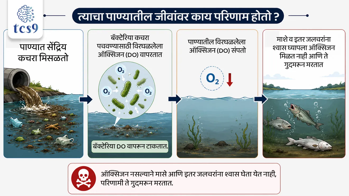 Toxic Inflow Triggers Ecological Emergency at DPS Flamingo Lake
📚 Subject : GS - पर्यावरण - वने आणि जैवविविधता, प्रदुषण
सरळसेवा, तलाठी, वनरक्षक, पोलीस भरती, अग्निवीर , रेल्वे भरती, SSC GD, MPSC, UPSC परीक्षेसाठी विचारलेले / संभाव्य महत्त्वपूर्ण प्रश्न
प्रश्न) पाण्याच्या प्रदूषणामुळे नुकताच चर्चेत आलेला आणि हंस पक्ष्यांसाठी (Flamingos) प्रसिद्ध असलेला 'डीपीएस फ्लेमिंगो तलाव' (DPS Flamingo Lake) महाराष्ट्रात खालीलपैकी कोणत्या ठिकाणी स्थित आहे ?
1. नवी मुंबई
2. रत्नागिरी
3. ठाणे
4. पालघर
उत्तर : नवी मुंबई
📰 बातमी काय ?
• नवी मुंबई (नेरुळ) येथील 'डीपीएस फ्लेमिंगो लेक' (DPS Flamingo Lake) मध्ये प्रदूषित खाडीचे पाणी शिरत असल्याचे एका पर्यावरण अभ्यास अहवालातून समोर आले आहे.
• नवी मुंबई एन्व्हायर्नमेंट प्रिझर्व्हेशन सोसायटी (NMEPS) आणि नॅटकनेक्ट फाउंडेशन (NatConnect Foundation) द्वारे हा अभ्यास करण्यात आला असून, या प्रदूषणामुळे रामसर स्थळ असलेल्या 'ठाणे क्रीक फ्लेमिंगो अभयारण्य' परिसंस्थेला मोठा धोका निर्माण झाला आहे.
🧐 पाणी गुणवत्ता चाचणीचे निष्कर्ष (Water Quality Findings) :
टोटल डिझॉल्व्हड सॉलिड्स (TDS)-
• पाण्यात विरघळलेल्या घनकचऱ्याचे प्रमाण 19,600 mg/L आढळले.
• ही पातळी 'IS 2490:1974' च्या अंतर्देशीय भूपृष्ठावरील पाण्याच्या मानकांनुसार पात्र मर्यादेपेक्षा (2,100 mg/L) 9 पट जास्त आहे.
बायोकेमिकल ऑक्सिजन डिमांड (BOD):
• BOD ची पातळी 36.4 mg/L नोंदवली गेली, जी निश्चित मर्यादेपेक्षा अत्यंत जास्त आहे.
• हे पाण्यात मोठ्या प्रमाणात सेंद्रिय प्रदूषण (Organic Pollution) असल्याचे दर्शवते.
प्रदूषणाची मुख्य कारणे :
• समुद्राच्या भरतीच्या पाण्यात मिसळणारे प्रक्रिया न केलेले सांडपाणी (Sewage) आणि शहरी पाण्याचा प्रवाह (Urban Runoff).
🏝️ DPS सिमला/फ्लेमिंगो पाणथळ क्षेत्राबद्दल परीक्षेसाठी IMP माहिती :
• स्थान - सीवूड्स, नेरुळ (नवी मुंबई), महाराष्ट्र.
• क्षेत्रफळ - सुमारे 30 एकर क्षेत्रात विस्तारलेली ही पाणथळ जमीन 'ठाणे क्रीक रामसर स्थळाला' (Thane Creek Ramsar Site) लागून आहे.
• जलवैज्ञानिक महत्त्व (Hydrology) - ही भरती-ओहोटीवर (Tidal Cycle) आधारित परिसंस्था आहे.
• सेंट्रल एशियन फ्लायवे (Central Asian Flyway) - आंतरराष्ट्रीय स्तरावर स्थलांतर करणाऱ्या पक्ष्यांच्या मार्गावरील (Flyway) हा एक अत्यंत महत्त्वाचा थांबा (Feeding & Roosting Habitat) आहे.
• नैसर्गिक संरक्षक भिंत (Ecological Buffer) - ही पाणथळ जमीन समुद्राच्या पाण्याच्या आक्रमणापासून आणि पुरापासून शहराचा बचाव करणारे नैसर्गिक कवच (Buffer) म्हणून काम करते.
⛳️ ठाणे खाडी फ्लेमिंगो अभयारण्य (TCFS) व रामसर दर्जा:
• ठाणे खाडी परिसराला ऑगस्ट 2022 मध्ये 'रामसर स्थळ' (Ramsar Site) म्हणून मान्यता मिळाली.
• ठाणे खाडी फ्लेमिंगो अभयारण्य हे महाराष्ट्रातील 3 रे रामसर स्थळ आहे.
📚📚 संदर्भ : पर्यावरण ( Static GS)
🤔 'जैवरासायनिक ऑक्सिजन मागणी' म्हणजे काय ?
(Biochemical Oxygen Demand)
सोप्या भाषेत सांगायचे तर, BOD म्हणजे पाण्याचे प्रदूषण मोजण्याचे थर्मामीटर आहे.
सेंद्रिय कचरा (Organic Waste) - जेव्हा नदी, तलाव किंवा खाडीच्या पाण्यात गटाराचे सांडपाणी, वनस्पतींचे अवशेष किंवा मृत सजीव मिसळतात, तेव्हा पाण्यात सेंद्रिय कचरा वाढतो.
सूक्ष्मजीवांचे काम (Bacteria's Job) - या कचऱ्याला खाऊन नष्ट करण्यासाठी पाण्यात जीवाणू (Bacteria) काम करू लागतात.
ऑक्सिजनचा वापर - हा कचरा पचवण्यासाठी किंवा विघटित (Decompose) करण्यासाठी जीवाणूंना ऑक्सिजनची गरज असते.
🧐 हे कसे कार्य करते ?
कमी प्रदूषण = कमी BOD (चांगले पाणी) :
• पाण्यात कचरा कमी असेल → बॅक्टेरियांना तो पचवायला कमी ऑक्सिजन लागेल →म्हणजे BOD कमी असेल (पाणी स्वच्छ आहे).
जास्त प्रदूषण = जास्त BOD (प्रदूषित पाणी):
• पाण्यात कचरा जास्त असेल → तो पचवण्यासाठी बॅक्टेरियांना जास्त ऑक्सिजन लागेल → म्हणजे BOD जास्त असेल (पाणी प्रदूषित आहे).
🧐 त्याचा पाण्यातील जीवांवर काय परिणाम होतो ?
• जेव्हा बॅक्टेरिया पाण्यातील सगळा विरघळलेला ऑक्सिजन (DO - Dissolved Oxygen) कचरा पचवण्यासाठी वापरून टाकतात, तेव्हा पाण्यातील ऑक्सिजन संपतो.
• परिणामी, मासे आणि इतर जलचरांना श्वास घ्यायला ऑक्सिजन मिळत नाही आणि ते गुदमरून मरतात.
🤔 सेंट्रल एशियन फ्लायवे (CAF) काय आहे ?
• आर्क्टिक महासागरापासून हिंदी महासागरापर्यंत पसरलेला हा जलचर/स्थलांतरित पक्ष्यांचा प्रमुख मार्ग आहे, ज्यामध्ये भारत मध्यवर्ती भागात येतो.
🔑 परीक्षेच्या दृष्टीने IMP रिव्हिजन पॉईंट्स : DPS Lake
• DPS फ्लेमिंगो तलावाचे स्थान → सीवूड्स, नेरुळ (नवी मुंबई)
• जलवैज्ञानिक महत्त्व (Hydrology) → ही भरती-ओहोटीवर आधारित परिसंस्था
• संकट → प्रक्रिया न केलेले सांडपाण्यामुळे प्रदूषणाचे संकट
• परिणाम → रामसर स्थळ असलेल्या 'ठाणे क्रीक फ्लेमिंगो अभयारण्य' परिसंस्थेला मोठा धोका
Toxic Inflow Triggers Ecological Emergency at DPS Flamingo Lake, DPS Flamingo Lake & Wetland Crisis, Polluted Creek Water Threatens DPS Flamingo Lake Wetland, Navi Mumbai Environment Preservation Society (NMEPS), NatConnect Foundation, Biochemical Oxygen Demand, Seawoods, Navi Mumbai, Maharashtra, Thane Creek Ramsar Site, pollution, environment notes vanrakshak bharti, forest guard, paryavaran notes,
प्रश्न) पाण्याच्या प्रदूषणामुळे नुकताच चर्चेत आलेला आणि हंस पक्ष्यांसाठी (Flamingos) प्रसिद्ध असलेला 'डीपीएस फ्लेमिंगो तलाव' (DPS Flamingo Lake) महाराष्ट्रात खालीलपैकी कोणत्या ठिकाणी स्थित आहे ?
1. नवी मुंबई
2. रत्नागिरी
3. ठाणे
4. पालघर
उत्तर : नवी मुंबई
• स्थान: DPS फ्लेमिंगो तलाव हा महाराष्ट्रातील नवी मुंबई (सीवूड्स, नेरुळ) या ठिकाणी स्थित आहे.
• चालू घडामोडी संदर्भ : नवी मुंबई एन्व्हायर्नमेंट प्रिझर्व्हेशन सोसायटी (NMEPS) आणि नॅटकनेक्ट फाउंडेशनच्या अभ्यासानुसार, खाडीचे प्रदूषित सांडपाणी शिरल्यामुळे या तलावातील पाण्याचा टोटल डिझॉल्व्हड सॉलिड्स (TDS) आणि 'जैवरासायनिक ऑक्सिजन मागणी' (बायोकेमिकल ऑक्सिजन डिमांड -BOD) धोकादायक पातळीवर पोहोचला आहे.
• पर्यावरणीय महत्त्व : हा तलाव ठाणे खाडी रामसर स्थळाचा भाग असून, मध्य आशियाई उड्डाण मार्गावरून (Central Asian Flyway) येणाऱ्या हजारो स्थलांतरित फ्लेमिंगो पक्ष्यांचा हा एक महत्त्वाचा नैसर्गिक निवारा आहे.
प्रश्न 2) जलप्रदूषणाच्या संदर्भात 'जैवरासायनिक ऑक्सिजन मागणी' (Biochemical Oxygen Demand - BOD) बद्दल खालील विधाने विचारात घ्या :
अ) पाण्यात सेंद्रिय कचऱ्याचे (Organic Waste) प्रमाण वाढल्यास सूक्ष्मजीवांद्वारे त्याच्या विघटनासाठी लागणारी BOD ची पातळी वाढते.
ब) BOD ची उच्च पातळी हे संबंधित पाणी अत्यंत स्वच्छ आणि पिण्यायोग्य असल्याचे दर्शवते.
क) पाण्यात BOD चे प्रमाण अतिप्रमाणात वाढल्यास विरघळलेला ऑक्सिजन (Dissolved Oxygen - DO) कमी होऊन जलचरांना धोका निर्माण होतो.
वरीलपैकी कोणती विधाने बरोबर आहेत ?
1. फक्त अ आणि ब
2. फक्त ब आणि क
3. फक्त अ आणि क
4. अ, ब आणि क सर्व बरोबर
उत्तर : 3. फक्त अ आणि क
✅ विधान अ बरोबर आहे -
• जेव्हा पाण्यात सांडपाणी, वनस्पतींचे अवशेष किंवा सेंद्रिय कचरा मिसळतो, तेव्हा सूक्ष्मजीवांना (जीवाणूंना) त्याचे विघटन करण्यासाठी जास्त ऑक्सिजन लागतो, म्हणजेच BOD वाढतो.
❌ विधान ब चुकीचे आहे -
• BOD ची उच्च पातळी हे पाणी अत्यंत प्रदूषित असल्याचे दर्शवते (स्वच्छ पाण्यासाठी BOD ची पातळी खूप कमी असते).
✅ विधान क बरोबर आहे -
• बॅक्टेरिया सेंद्रिय कचरा पचवण्यासाठी पाण्यातील विरघळलेला ऑक्सिजन (DO) वापरतात.
• BOD वाढल्यास पाण्यातील विरघळलेला ऑक्सिजन संपतो आणि मासे व इतर जलचर गुदमरून मरतात.
✍️ Exam Trick :
• BOD जास्त → पाण्याचे प्रदूषण जास्त → पाण्यात विरघळलेला ऑक्सिजन (DO) कमी