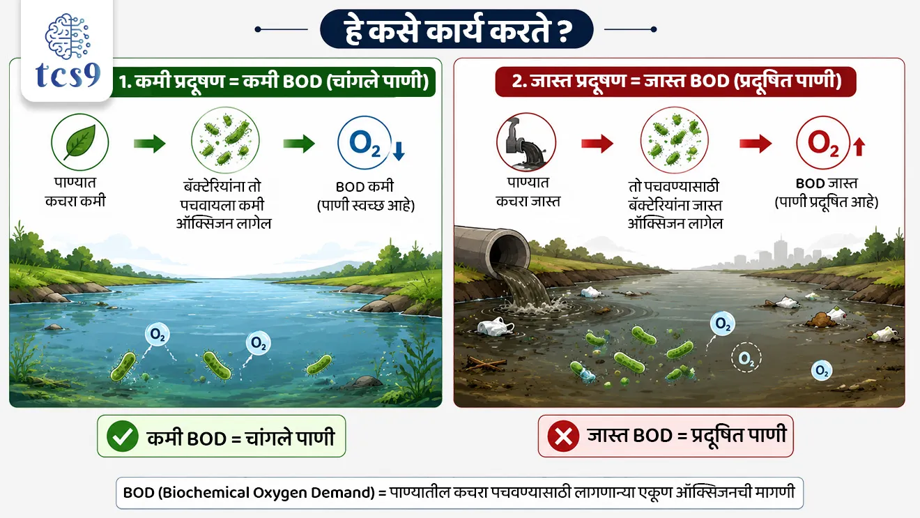 Toxic Inflow Triggers Ecological Emergency at DPS Flamingo Lake
📚 Subject : GS - पर्यावरण - वने आणि जैवविविधता, प्रदुषण
सरळसेवा, तलाठी, वनरक्षक, पोलीस भरती, अग्निवीर , रेल्वे भरती, SSC GD, MPSC, UPSC परीक्षेसाठी विचारलेले / संभाव्य महत्त्वपूर्ण प्रश्न
प्रश्न) पाण्याच्या प्रदूषणामुळे नुकताच चर्चेत आलेला आणि हंस पक्ष्यांसाठी (Flamingos) प्रसिद्ध असलेला 'डीपीएस फ्लेमिंगो तलाव' (DPS Flamingo Lake) महाराष्ट्रात खालीलपैकी कोणत्या ठिकाणी स्थित आहे ?
1. नवी मुंबई
2. रत्नागिरी
3. ठाणे
4. पालघर
उत्तर : नवी मुंबई
📰 बातमी काय ?
• नवी मुंबई (नेरुळ) येथील 'डीपीएस फ्लेमिंगो लेक' (DPS Flamingo Lake) मध्ये प्रदूषित खाडीचे पाणी शिरत असल्याचे एका पर्यावरण अभ्यास अहवालातून समोर आले आहे.
• नवी मुंबई एन्व्हायर्नमेंट प्रिझर्व्हेशन सोसायटी (NMEPS) आणि नॅटकनेक्ट फाउंडेशन (NatConnect Foundation) द्वारे हा अभ्यास करण्यात आला असून, या प्रदूषणामुळे रामसर स्थळ असलेल्या 'ठाणे क्रीक फ्लेमिंगो अभयारण्य' परिसंस्थेला मोठा धोका निर्माण झाला आहे.
🧐 पाणी गुणवत्ता चाचणीचे निष्कर्ष (Water Quality Findings) :
टोटल डिझॉल्व्हड सॉलिड्स (TDS)-
• पाण्यात विरघळलेल्या घनकचऱ्याचे प्रमाण 19,600 mg/L आढळले.
• ही पातळी 'IS 2490:1974' च्या अंतर्देशीय भूपृष्ठावरील पाण्याच्या मानकांनुसार पात्र मर्यादेपेक्षा (2,100 mg/L) 9 पट जास्त आहे.
बायोकेमिकल ऑक्सिजन डिमांड (BOD):
• BOD ची पातळी 36.4 mg/L नोंदवली गेली, जी निश्चित मर्यादेपेक्षा अत्यंत जास्त आहे.
• हे पाण्यात मोठ्या प्रमाणात सेंद्रिय प्रदूषण (Organic Pollution) असल्याचे दर्शवते.
प्रदूषणाची मुख्य कारणे :
• समुद्राच्या भरतीच्या पाण्यात मिसळणारे प्रक्रिया न केलेले सांडपाणी (Sewage) आणि शहरी पाण्याचा प्रवाह (Urban Runoff).
🏝️ DPS सिमला/फ्लेमिंगो पाणथळ क्षेत्राबद्दल परीक्षेसाठी IMP माहिती :
• स्थान - सीवूड्स, नेरुळ (नवी मुंबई), महाराष्ट्र.
• क्षेत्रफळ - सुमारे 30 एकर क्षेत्रात विस्तारलेली ही पाणथळ जमीन 'ठाणे क्रीक रामसर स्थळाला' (Thane Creek Ramsar Site) लागून आहे.
• जलवैज्ञानिक महत्त्व (Hydrology) - ही भरती-ओहोटीवर (Tidal Cycle) आधारित परिसंस्था आहे.
• सेंट्रल एशियन फ्लायवे (Central Asian Flyway) - आंतरराष्ट्रीय स्तरावर स्थलांतर करणाऱ्या पक्ष्यांच्या मार्गावरील (Flyway) हा एक अत्यंत महत्त्वाचा थांबा (Feeding & Roosting Habitat) आहे.
• नैसर्गिक संरक्षक भिंत (Ecological Buffer) - ही पाणथळ जमीन समुद्राच्या पाण्याच्या आक्रमणापासून आणि पुरापासून शहराचा बचाव करणारे नैसर्गिक कवच (Buffer) म्हणून काम करते.
⛳️ ठाणे खाडी फ्लेमिंगो अभयारण्य (TCFS) व रामसर दर्जा:
• ठाणे खाडी परिसराला ऑगस्ट 2022 मध्ये 'रामसर स्थळ' (Ramsar Site) म्हणून मान्यता मिळाली.
• ठाणे खाडी फ्लेमिंगो अभयारण्य हे महाराष्ट्रातील 3 रे रामसर स्थळ आहे.
📚📚 संदर्भ : पर्यावरण ( Static GS)
🤔 'जैवरासायनिक ऑक्सिजन मागणी' म्हणजे काय ?
(Biochemical Oxygen Demand)
सोप्या भाषेत सांगायचे तर, BOD म्हणजे पाण्याचे प्रदूषण मोजण्याचे थर्मामीटर आहे.
सेंद्रिय कचरा (Organic Waste) - जेव्हा नदी, तलाव किंवा खाडीच्या पाण्यात गटाराचे सांडपाणी, वनस्पतींचे अवशेष किंवा मृत सजीव मिसळतात, तेव्हा पाण्यात सेंद्रिय कचरा वाढतो.
सूक्ष्मजीवांचे काम (Bacteria's Job) - या कचऱ्याला खाऊन नष्ट करण्यासाठी पाण्यात जीवाणू (Bacteria) काम करू लागतात.
ऑक्सिजनचा वापर - हा कचरा पचवण्यासाठी किंवा विघटित (Decompose) करण्यासाठी जीवाणूंना ऑक्सिजनची गरज असते.
🧐 हे कसे कार्य करते ?
कमी प्रदूषण = कमी BOD (चांगले पाणी) :
• पाण्यात कचरा कमी असेल → बॅक्टेरियांना तो पचवायला कमी ऑक्सिजन लागेल →म्हणजे BOD कमी असेल (पाणी स्वच्छ आहे).
जास्त प्रदूषण = जास्त BOD (प्रदूषित पाणी):
• पाण्यात कचरा जास्त असेल → तो पचवण्यासाठी बॅक्टेरियांना जास्त ऑक्सिजन लागेल → म्हणजे BOD जास्त असेल (पाणी प्रदूषित आहे).
🧐 त्याचा पाण्यातील जीवांवर काय परिणाम होतो ?
• जेव्हा बॅक्टेरिया पाण्यातील सगळा विरघळलेला ऑक्सिजन (DO - Dissolved Oxygen) कचरा पचवण्यासाठी वापरून टाकतात, तेव्हा पाण्यातील ऑक्सिजन संपतो.
• परिणामी, मासे आणि इतर जलचरांना श्वास घ्यायला ऑक्सिजन मिळत नाही आणि ते गुदमरून मरतात.
🤔 सेंट्रल एशियन फ्लायवे (CAF) काय आहे ?
• आर्क्टिक महासागरापासून हिंदी महासागरापर्यंत पसरलेला हा जलचर/स्थलांतरित पक्ष्यांचा प्रमुख मार्ग आहे, ज्यामध्ये भारत मध्यवर्ती भागात येतो.
🔑 परीक्षेच्या दृष्टीने IMP रिव्हिजन पॉईंट्स : DPS Lake
• DPS फ्लेमिंगो तलावाचे स्थान → सीवूड्स, नेरुळ (नवी मुंबई)
• जलवैज्ञानिक महत्त्व (Hydrology) → ही भरती-ओहोटीवर आधारित परिसंस्था
• संकट → प्रक्रिया न केलेले सांडपाण्यामुळे प्रदूषणाचे संकट
• परिणाम → रामसर स्थळ असलेल्या 'ठाणे क्रीक फ्लेमिंगो अभयारण्य' परिसंस्थेला मोठा धोका
Toxic Inflow Triggers Ecological Emergency at DPS Flamingo Lake, DPS Flamingo Lake & Wetland Crisis, Polluted Creek Water Threatens DPS Flamingo Lake Wetland, Navi Mumbai Environment Preservation Society (NMEPS), NatConnect Foundation, Biochemical Oxygen Demand, Seawoods, Navi Mumbai, Maharashtra, Thane Creek Ramsar Site, pollution, environment notes vanrakshak bharti, forest guard, paryavaran notes,
प्रश्न) पाण्याच्या प्रदूषणामुळे नुकताच चर्चेत आलेला आणि हंस पक्ष्यांसाठी (Flamingos) प्रसिद्ध असलेला 'डीपीएस फ्लेमिंगो तलाव' (DPS Flamingo Lake) महाराष्ट्रात खालीलपैकी कोणत्या ठिकाणी स्थित आहे ?
1. नवी मुंबई
2. रत्नागिरी
3. ठाणे
4. पालघर
उत्तर : नवी मुंबई
• स्थान: DPS फ्लेमिंगो तलाव हा महाराष्ट्रातील नवी मुंबई (सीवूड्स, नेरुळ) या ठिकाणी स्थित आहे.
• चालू घडामोडी संदर्भ : नवी मुंबई एन्व्हायर्नमेंट प्रिझर्व्हेशन सोसायटी (NMEPS) आणि नॅटकनेक्ट फाउंडेशनच्या अभ्यासानुसार, खाडीचे प्रदूषित सांडपाणी शिरल्यामुळे या तलावातील पाण्याचा टोटल डिझॉल्व्हड सॉलिड्स (TDS) आणि 'जैवरासायनिक ऑक्सिजन मागणी' (बायोकेमिकल ऑक्सिजन डिमांड -BOD) धोकादायक पातळीवर पोहोचला आहे.
• पर्यावरणीय महत्त्व : हा तलाव ठाणे खाडी रामसर स्थळाचा भाग असून, मध्य आशियाई उड्डाण मार्गावरून (Central Asian Flyway) येणाऱ्या हजारो स्थलांतरित फ्लेमिंगो पक्ष्यांचा हा एक महत्त्वाचा नैसर्गिक निवारा आहे.
प्रश्न 2) जलप्रदूषणाच्या संदर्भात 'जैवरासायनिक ऑक्सिजन मागणी' (Biochemical Oxygen Demand - BOD) बद्दल खालील विधाने विचारात घ्या :
अ) पाण्यात सेंद्रिय कचऱ्याचे (Organic Waste) प्रमाण वाढल्यास सूक्ष्मजीवांद्वारे त्याच्या विघटनासाठी लागणारी BOD ची पातळी वाढते.
ब) BOD ची उच्च पातळी हे संबंधित पाणी अत्यंत स्वच्छ आणि पिण्यायोग्य असल्याचे दर्शवते.
क) पाण्यात BOD चे प्रमाण अतिप्रमाणात वाढल्यास विरघळलेला ऑक्सिजन (Dissolved Oxygen - DO) कमी होऊन जलचरांना धोका निर्माण होतो.
वरीलपैकी कोणती विधाने बरोबर आहेत ?
1. फक्त अ आणि ब
2. फक्त ब आणि क
3. फक्त अ आणि क
4. अ, ब आणि क सर्व बरोबर
उत्तर : 3. फक्त अ आणि क
✅ विधान अ बरोबर आहे -
• जेव्हा पाण्यात सांडपाणी, वनस्पतींचे अवशेष किंवा सेंद्रिय कचरा मिसळतो, तेव्हा सूक्ष्मजीवांना (जीवाणूंना) त्याचे विघटन करण्यासाठी जास्त ऑक्सिजन लागतो, म्हणजेच BOD वाढतो.
❌ विधान ब चुकीचे आहे -
• BOD ची उच्च पातळी हे पाणी अत्यंत प्रदूषित असल्याचे दर्शवते (स्वच्छ पाण्यासाठी BOD ची पातळी खूप कमी असते).
✅ विधान क बरोबर आहे -
• बॅक्टेरिया सेंद्रिय कचरा पचवण्यासाठी पाण्यातील विरघळलेला ऑक्सिजन (DO) वापरतात.
• BOD वाढल्यास पाण्यातील विरघळलेला ऑक्सिजन संपतो आणि मासे व इतर जलचर गुदमरून मरतात.
✍️ Exam Trick :
• BOD जास्त → पाण्याचे प्रदूषण जास्त → पाण्यात विरघळलेला ऑक्सिजन (DO) कमी