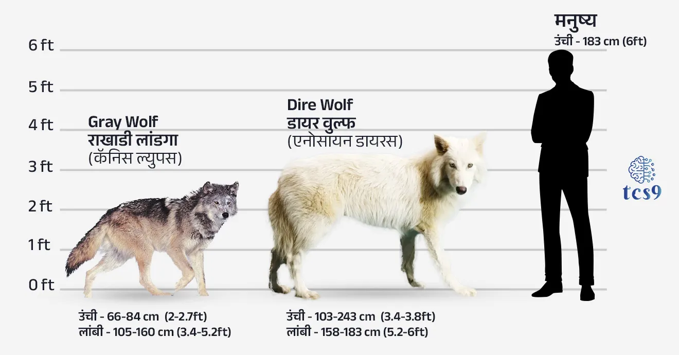 डायर वुल्फ (Dire Wolf)  बद्दल परीक्षेसाठी IMP वनलाईनर पॉईंट्स : 

• डायर वुल्फ (शास्त्रीय नाव : Aenocyon Dirus) ही एक महाकाय लांडग्याची प्रजाती होती जी सुमारे 13,000 वर्षांपूर्वी नामशेष झाली.
• ते आजच्या राखाडी लांडग्यापेक्षा 25% मोठे आणि अधिक शक्तिशाली होते.
• डायर वुल्फ हे ३.५ फूट उंच, ६ फूटांपेक्षा जास्त लांबीचे आणि ६८ किलो वजनाचे असू शकतात.
• त्यांची खास वैशिष्ट्ये म्हणजे मजबूत जबडे, जाड केस आणि बर्फाळ हवामानात टिकून राहण्याची क्षमता.
• ही प्रजाती उत्तर अमेरिकेच्या जंगलातील सर्वात धोकादायक शिकारी होती.
• हिमयुगाच्या शेवटी हवामान बदल, खाण्यासाठी शिकारीचा अभाव आणि मानवी हस्तक्षेप यांमुळे ते नामशेष झाले.