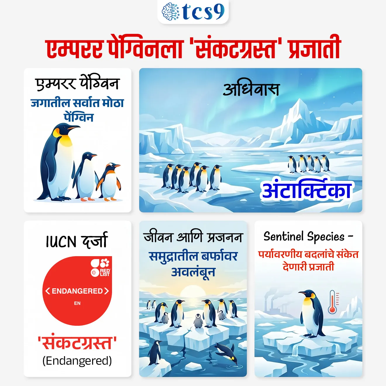Emperor Penguin Declared as Endangered by IUCN

📚 Subject : GS -  पर्यावरण

सरळसेवा, तलाठी, वनरक्षक, पोलीस भरती, अग्निवीर , रेल्वे भरती, SSC GD, MPSC, UPSC परीक्षेसाठी विचारलेले / संभाव्य महत्त्वपूर्ण  प्रश्न


प्रश्न) ‘सेंटिनल प्रजाती’ (Sentinel Species) म्हणून अलीकडे चर्चेत असलेला एम्परर पेंग्विन (Emperor Penguin) कोणत्या खंडाशी संबंधित आहे ?

1. आफ्रिका
2. आर्क्टिक
3. अंटार्क्टिका
4. ऑस्ट्रेलिया

उत्तर : अंटार्क्टिका

📰 बातमी काय ?

• 'इंटरनॅशनल युनियन फॉर कॉन्झर्वेशन ऑफ नेचर' (IUCN) ने एम्परर पेंग्विनला 'संकटग्रस्त' (Endangered) प्रजाती म्हणून घोषित केले आहे. 
• हे पेंग्विन अंटार्क्टिका मधील हवामान बदलाचे संकेत देणारी प्रमुख प्रजाती (‘Sentinel Species’) मानले जातात.

🐧 एम्परर पेंग्विन (Emperor Penguin) बद्दल परीक्षेसाठी IMP माहिती : 
• एम्परर पेंग्विन ही जगातील सर्वात मोठी आणि वजनाने सर्वात जड पेंग्विन प्रजाती आहे.
• यांच्या मान आणि छातीवर दिसणारी सोनेरी-केशरी रंगाची पट्टी हे त्यांचे विशेष वैशिष्ट्य आहे.
• ही प्रजाती अंटार्क्टिकामध्ये अत्यंत कठीण हवामानात जीवन जगते.

🧭 एम्परर पेंग्विन (Emperor Penguin) ची वैशिष्ट्ये : 
✍️ या पेंग्विनमध्ये अत्यंत आश्चर्यकारक जैविक अनुकूलता (Adaptations) आढळतात - 
• हे सूर्याची दिशा, पृथ्वीचे चुंबकीय क्षेत्र आणि स्मरणशक्ती वापरून लांब अंतराचा मार्ग शोधतात.
• प्रजननासाठी (Breeding) मादी अंटार्क्टिकाच्या अत्यंत थंड हिवाळ्यात अंडी घालतात.
• मादी अंडी घालून अन्नाच्या शोधात समुद्रात जाते, 
• तर नर पेंग्विन जवळपास दोन महिने अंडे आपल्या पायांवर ठेवून उबवतो आणि या काळात तो अन्न खात नाही.
• उबदार राहण्याची पद्धत (Huddling): -40°C पेक्षा कमी तापमानात हे पेंग्विन एकमेकांना चिटकून उभे राहतात आणि गोलाकार फिरतात, जेणेकरून प्रत्येकाला मधल्या उबदार भागात जाता येईल.

🌍 हवामान बदलाचा परिणाम : 
• एम्परर पेंग्विन जगण्यासाठी आणि प्रजननासाठी पूर्णपणे 'समुद्रातील बर्फावर' (Sea Ice) अवलंबून असतात.
• हा बर्फ वितळल्यास त्यांचे निवासस्थान, शिकार क्षेत्र, प्रजनन प्रक्रिया यावर गंभीर परिणाम होतो.
• जागतिक तापमानवाढ कायम राहिल्यास 2080 पर्यंत त्यांच्या लोकसंख्येत सुमारे 50% घट होण्याची शक्यता आहे.


सेंटिनल प्रजाती म्हणजे काय ? 
What are Sentinel Species?

• सेंटिनल प्रजाती म्हणजे अशा प्रजाती ज्यांच्या आरोग्यावरून संपूर्ण परिसंस्थेच्या (Ecosystem) स्थितीचा अंदाज येतो. 
• पर्यावरणातील प्रदूषण किंवा हवामान बदलाचा परिणाम या जीवांवर सर्वात आधी आणि स्पष्टपणे दिसून येतो, ज्यामुळे मानवाला पुढील धोक्याची पूर्वसूचना मिळते.
• या प्रजाती पर्यावरणातील बदलांना लवकर प्रतिसाद देतात, त्यामुळे त्या “Early Warning System” म्हणून काम करतात.
 
✍️ सेंटिनल प्रजाती ची (Sentinel Species) उदाहरणे - 
• 'कॅनरी' पक्षी - पूर्वी खाणींमध्ये कार्बन मोनोऑक्साइड वायू ओळखण्यासाठी 'कॅनरी' पक्ष्यांचा वापर केला जात असे.
• बेडूक - यांच्या पारदर्शक त्वचेमुळे ते प्रदूषणास अत्यंत संवेदनशील असतात.
• मधमाश्या - रासायनिक कीटकनाशकांचा परिणाम दर्शवतात
• ध्रुवीय अस्वल (Polar Bear) - आर्क्टिकमधील प्रदूषणाचे संकेत देतात.

🔑 परीक्षेच्या दृष्टीने IMP रिव्हिजन पॉईंट्स : Emperor Penguin
• एम्परर पेंग्विन — जगातील सर्वात मोठा पेंग्विन
• अधिवास — अंटार्क्टिका
• IUCN दर्जा — 'संकटग्रस्त' (Endangered)
• जीवन आणि प्रजनन  — समुद्रातील बर्फावर'  अवलंबून
• Sentinel Species — पर्यावरणीय बदलांचे संकेत देणारी प्रजाती