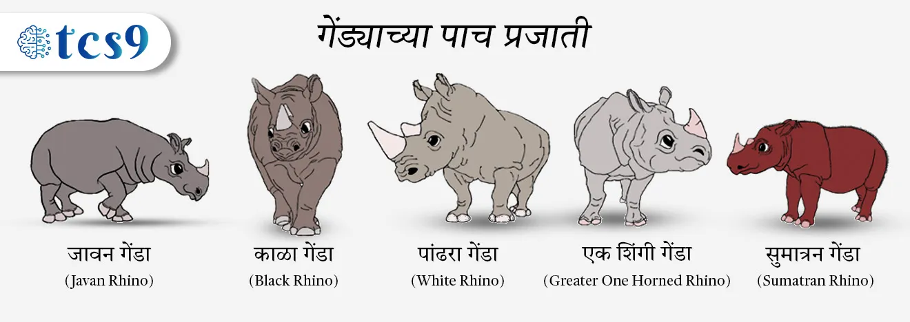 ( Kaala Genda | Black Rhino | Pandhra Genda | White Rhino | Ek Shingi Genda | Greater One Horned Rhino | Javan Genda | Javan Rhino | Sumatran Genda | Sumatran Rhino )