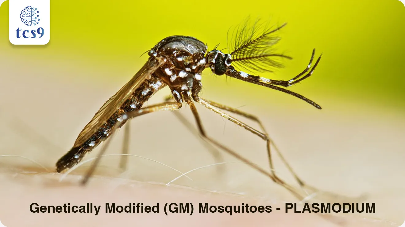What are genetically modified mosquitoes ?


📚 Subject : GS - विज्ञान आणि तंत्रज्ञान

सरळसेवा, तलाठी, वनरक्षक, पोलीस भरती, अग्निवीर , रेल्वे भरती, SSC GD, MPSC, UPSC परीक्षेसाठी विचारलेले / संभाव्य महत्त्वपूर्ण  प्रश्न

प्रश्न) अलिकडेच कोणत्या देशात झालेल्या ऐतिहासिक संशोधनानुसार, जनुकीय बदल केलेल्या (GM) डासांनी मानवी शरीरात मलेरियाचा संसर्ग रोखण्यात मोठे यश मिळवले आहे ?

केनिया
युगांडा
टांझानिया
नायजेरिया

उत्तर : टांझानिया

📰 बातमी काय ?
टांझानियामध्ये (Tanzania) झालेल्या एका महत्त्वाच्या संशोधनात Genetically Modified (GM) Mosquitoes म्हणजेच जनुकीय बदल केलेले डास मलेरिया रोखण्यात प्रभावी ठरत असल्याचे आढळले आहे.
जैवतंत्रज्ञानातील (Biotechnology) हा शोध विज्ञान आणि आरोग्य क्षेत्रासाठी मैलाचा दगड मानला जात आहे.

🦟 Genetically Modified (GM) डास म्हणजे काय ?
सोप्या भाषेत सांगायचे तर, हे असे डास आहेत ज्यांच्या शरीरातील DNA (जनुकीय रचना) वैज्ञानिकांनी जाणीवपूर्वक बदलली आहे.
यामध्ये डासांच्या शरीरात विशेष जीन्स (Genes) टाकले जातात, ज्यामुळे ते मलेरिया पसरवणारे वाहक (Carrier) राहात नाहीत.
म्हणजे  डास चावतील, पण ते मलेरिया पसरवू शकणार नाहीत.

🧐 Genetically Modified डास तयार कसे केले जातात ?  
👉 शास्त्रज्ञांनी हे डास तयार करण्यासाठी खालील प्रगत जैव-तांत्रिक पद्धतींचा वापर केला आहे:
1) जीन ड्राईव्ह यंत्रणा (Gene Drive Mechanism) -  
सामान्यतः निसर्गात पालकांकडून पुढील पिढीकडे एखादे जनुक जाण्याची शक्यता 50% असते. 
परंतु, 'जीन ड्राईव्ह' तंत्रज्ञानामुळे हा बदल पुढील पिढीतील 90% पेक्षा जास्त डासांमध्ये हस्तांतरित होतो.
ज्यामुळे संपूर्ण जंगलातील डासांची प्रजाती वेगाने बदलून जनुकीय बदल केलेले डासांमध्ये होऊ शकते.

2) अँटी-पॅरासाईट रेणू (Anti-Parasite Molecules) -
डासांच्या आतड्यात (Midgut) विशिष्ट प्रतिपिंडे (Antibodies) तयार करणारी जनुके जोडली जातात. 
जेव्हा डास मानवी रक्त शोषून घेतो, तेव्हा हे रेणू सक्रिय होतात आणि मलेरियाच्या परजीवींचा (Parasites) डासाच्या पोटातच नायनाट करतात.

3) वंध्यत्व जनुके (Suppression Genes) - 
डासांची संख्या नियंत्रणात ठेवण्यासाठी डासांमधील 'doublesex' जनुकांना लक्ष्य केले जाते, ज्यामुळे मादी डास वंध्य (Sterile) बनतात आणि डासांची संख्या झपाट्याने कमी होते.

🎯 प्रमुख वैशिष्ट्ये (Key Features) : 
1) टप्प्याटप्प्याने चाचणी (Phased Testing) - सुरक्षेचा उपाय म्हणून संशोधक 'स्प्लिट जीन ड्राईव्ह' (Split Gene Drive) चा वापर करतात, जेणेकरून डास निसर्गात सोडण्यापूर्वी त्यांच्या प्रभावाची सुरक्षित चाचणी घेता येईल.
2) विशिष्ट प्रजाती लक्ष्य (Target Specificity) -  हे तंत्रज्ञान अत्यंत अचूक आहे. हे केवळ मलेरिया पसरवणाऱ्या विशिष्ट प्रजातीलाच (उदा. Anopheles gambiae) लक्ष्य करते, ज्यामुळे इतर उपयुक्त कीटकांना कोणतीही इजा होत नाही.
3) पर्यावरणीय टिकाऊपणा - रासायनिक कीटकनाशकांप्रमाणे हे पाण्यात वाहून जात नाही. जोपर्यंत डासांची लोकसंख्या जिवंत आहे, तोपर्यंत निसर्गात हे 'जीन ड्राईव्ह' कार्य करत राहते.

🤝 या संशोधनाचे महत्त्व (Significance) काय ?
• वास्तविक पडताळणी - टांझानियामधील अभ्यासाने हे सिद्ध केले की हे डास केवळ प्रयोगशाळेतच नव्हे, तर प्रत्यक्ष वातावरणातील (Real-world) वन्य मलेरिया परजीवींविरुद्धही पूर्णपणे प्रभावी आहेत.
• दुर्गम भागात पोहोच - दुर्गम आणि ग्रामीण भागात जिथे औषधे आणि रुग्णालये पोहोचू शकत नाहीत, तिथे हे स्वतःहून पसरणारे डास मलेरियाचा नायनाट करू शकतात.


🔑 परीक्षेच्या दृष्टीने IMP रिव्हिजन पॉईंट्स : 
चर्चेत तंत्रज्ञान → Genetically Modified (GM) Mosquitoes
उद्देश → मलेरिया प्रसार थांबवणे
मुख्य परजीवी → Plasmodium
तंत्रज्ञान → CRISPR-Cas9
Gene Drive → पुढील पिढीत 90% गुणधर्म पसरवते
अभ्यासक देश → टांझानिया
मुख्य फायदा → मलेरिया नियंत्रण + दुर्गम भागात उपयोग