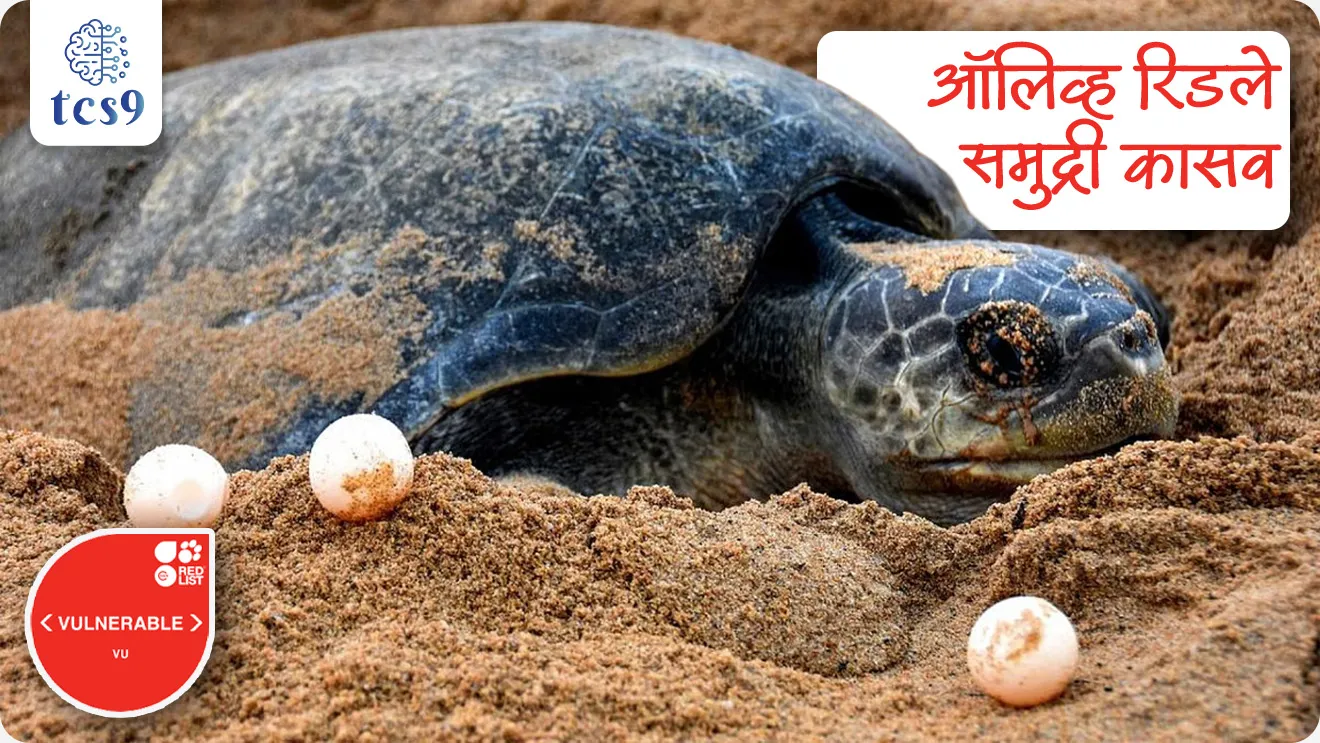 • चेन्नई किनारपट्टीवर समुद्री कासवांचा अंडी घालण्याचा हंगाम सुरू झाल्यामुळे वन्यजीव विभागाने अनेक ठिकाणी सी टर्टल हॅचरी (Sea Turtle Hatcheries) उभारल्या आहेत.
• या हॅचरींचा उद्देश अंडी सुरक्षित ठेवणे आणि पिल्लांचे जगण्याचे प्रमाण वाढवणे हा आहे.