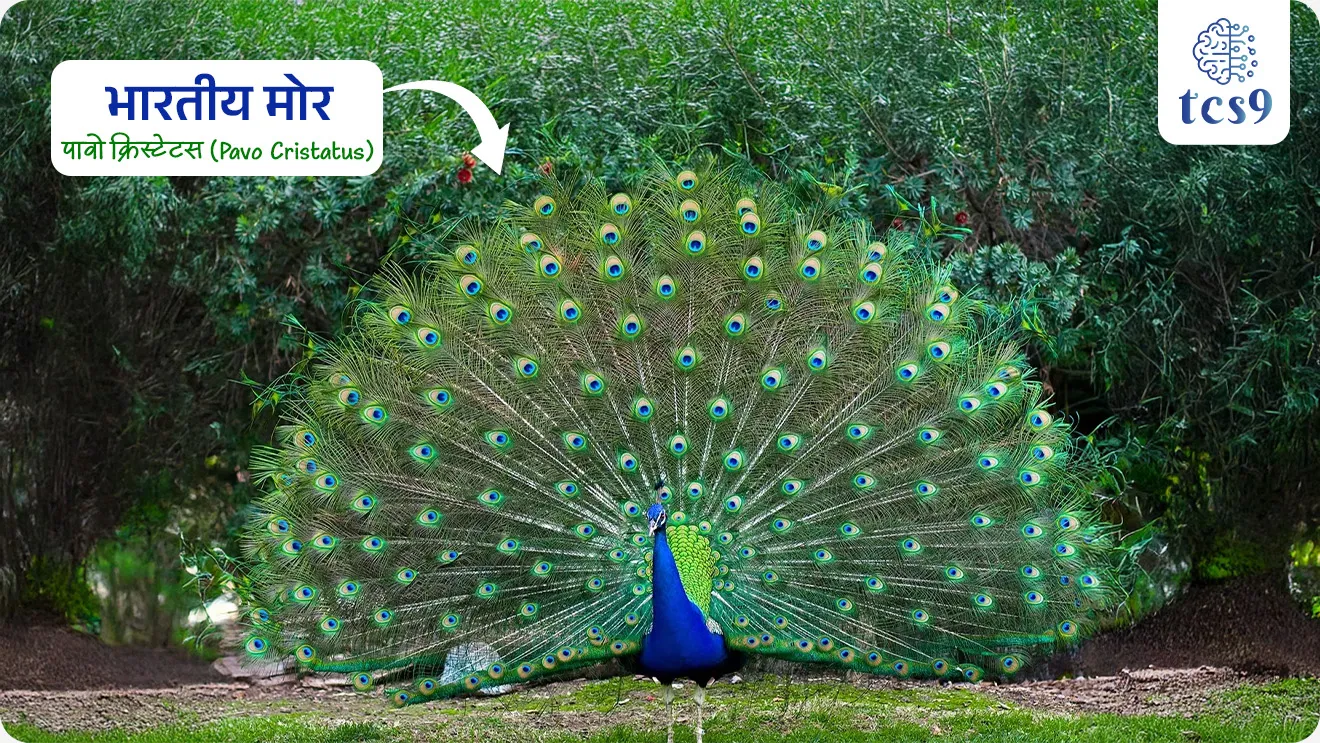 भारताचा राष्ट्रीय पक्षी कोणता ?
• भारताचा राष्ट्रीय पक्षी भारतीय मोर(Indian Peacock) हा आहे.
• याचे वैज्ञानिक नाव पावो क्रिस्टेटस (Pavo cristatus) हे आहे.
• 1963 साली सांस्कृतिक, धार्मिक आणि पर्यावरणीय महत्त्वामुळे मोराला राष्ट्रीय पक्षी घोषित करण्यात आले.
