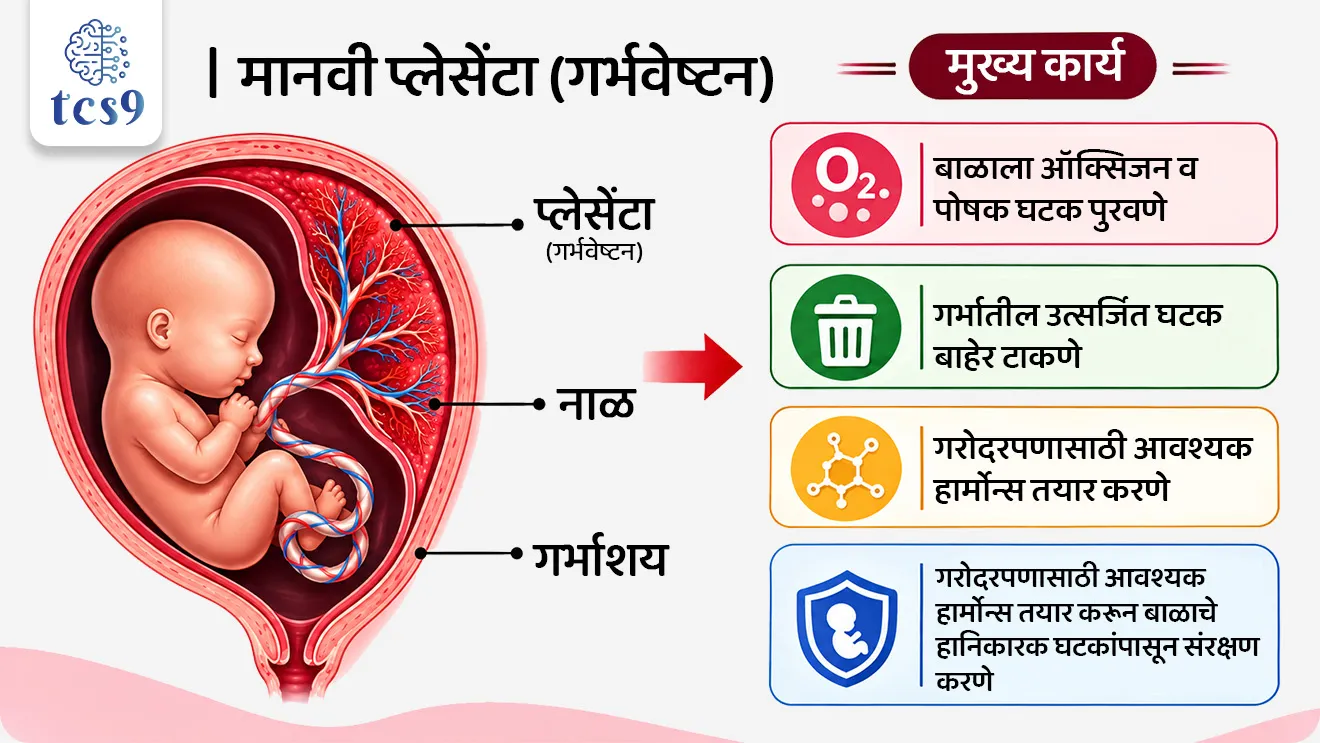 Indian scientists recreate key functions of human Placenta on chip
📚 Subject : GS - विज्ञान आणि तंत्रज्ञान
सरळसेवा, तलाठी, वनरक्षक, पोलीस भरती, अग्निवीर , रेल्वे भरती, SSC GD, MPSC, UPSC परीक्षेसाठी विचारलेले / संभाव्य महत्त्वपूर्ण प्रश्न
प्रश्न) गरोदरपणातील औषध सुरक्षितता आणि गर्भाच्या विकासाचा अभ्यास करण्यासाठी नुकतेच स्वदेशी 'प्लॅसेंटा-ऑन-चिप' (Placenta-on-Chip) हे वैद्यकीय साधन कोणत्या संस्थांनी संयुक्तपणे विकसित केले आहे ?
1. ISRO आणि AIIMS दिल्ली
2. ICMR-NIRWoH आणि IIT बॉम्बे
3. DRDO आणि IIT मद्रास
4. CBIT आणि IISc बंगळुरू
उत्तर : ICMR-NIRWoH आणि IIT बॉम्बे
📰 बातमी काय ?
• मुंबई येथील ICMR - नॅशनल इन्स्टिट्यूट फॉर रिसर्च ऑन वुमेन्स हेल्थ आणि IIT बॉम्बे यांच्या संशोधकांनी संयुक्तपणे प्रयोगशाळेत विकसित होणारे संपूर्ण स्वदेशी 'प्लॅसेंटा-ऑन-चिप' (Placenta-on-Chip) हे उपकरण तयार केले आहे.
• हे नाव 'चिप' असले तरी हे कोणतेही इलेक्ट्रॉनिक कॉम्प्युटर चिप नसून, मानवी गर्भाशयातील प्लेसेंटा (Placenta) च्या कार्यप्रणालीची हुबेहूब प्रतिकृती तयार करणारे एक अत्याधुनिक वैद्यकीय उपकरण आहे.
🤔 मानवी प्लेसेंटा / गर्भवेष्टन म्हणजे काय ? आणि तिचे मूळ कार्य :
1) गर्भवेष्टन म्हणजे वैद्यकीय भाषेत 'प्लेसेंटा' (Placenta) किंवा सोप्या मराठी भाषेत 'वार' किंवा 'जरायू' असे म्हणतात.
• हा गरोदरपणाच्या काळात स्त्रीच्या गर्भाशयात निर्माण होणारा एक अत्यंत महत्त्वाचा तात्पुरता अवयव आहे, जो आईला आणि गर्भाशयातील वाढणाऱ्या बाळाला एकमेकांशी जोडतो.
2) मूळ कार्य :
• गरोदरपणात बाळाला ऑक्सिजन व पोषक घटक पुरवणे.
• गर्भातील उत्सर्जित घटक बाहेर टाकणे.
• गरोदरपणासाठी आवश्यक हार्मोन्स तयार करणे आणि मातेच्या रक्तातील हानिकारक घटकांपासून बाळाचे रक्षण करणारी 'निवडक संरक्षक भिंत' (Selective Barrier) म्हणून कार्य करणे.
🧐 'प्लॅसेंटा-ऑन-चिप' म्हणजे नेमके काय ?
1) रचना व स्वरूप :
• हे एका पारदर्शक प्लास्टिक डिव्हाइसच्या स्वरूपात असून यामध्ये एक सच्छिद्र पडदा (Porous Membrane) असतो.
• या पडद्यावर मानवी प्लेसेंटल पेशी (Placental Cells) आणि एंडोथेलिअल पेशी (Endothelial Cells) प्रयोगशाळेत वाढवल्या जातात.
2) कार्यपद्धती :
• या दोन्ही पेशी मिळून माता आणि गर्भातील बाळ यांच्यातील पोषक घटक, हार्मोन्स आणि रेणूंची होणारी देवाणघेवाण हुबेहूब तयार (Recreate) करतात.
3) पारंपरिक प्रणालींपेक्षा वेगळेपण :
• जगभरातील इतर चिप्ससाठी गुंतागुंतीच्या 'मायक्रोफ्लुइडिक' उपकरणांची गरज भासते; मात्र हे भारतीय उपकरण 'स्टॅटिक टू-चेंबर प्लॅटफॉर्म' (Static Two-Chamber Platform) वर आधारित असल्याने ते कोणत्याही सामान्य लॅबमध्ये सहज वापरता येते.
4) या नवीन तंत्रज्ञानाचे फायदे :
• औषध सुरक्षेची तपासणी (Drug Safety Testing) - गरोदरपणात दिलेली औषधे प्लेसेंटा पार करून बाळापर्यंत पोहोचतात का, हे तपासणे आता प्राण्यांवर किंवा थेट मानवावर प्रयोग न करता लॅबमध्येच शक्य होईल.
• गुंतागुंतींचे जैविक कारण समजून घेणे - प्री-इक्लॅम्पसिया (उच्च रक्तदाब), गर्भावस्थेतील मधुमेह (Gestational Diabetes) आणि मुदतपूर्व प्रसूती यांसारख्या गुंतागुंतींचे जैविक कारण शोधण्यास मदत होईल.
• प्राण्यांवरील चाचण्यांमध्ये घट - प्रयोगशाळेतच मानवी पेशींवर सुरक्षित चाचणी होत असल्याने प्राण्यांवरील चाचण्यांची गरज कमी होईल.
🔑 परीक्षेच्या दृष्टीने IMP रिव्हिजन पॉईंट्स : Placenta-on-Chip
• उपकरणाचे नाव → प्लॅसेंटा-ऑन-चिप (Placenta-on-Chip)
• विकसित करणाऱ्या संस्था → ICMR-NIRWoH (मुंबई) आणि IIT बॉम्बे
• मुख्य कार्य → माता आणि गर्भादरम्यान होणाऱ्या पोषक द्रव्ये व घटकांच्या देवाणघेवाणीची हुबेहूब प्रतिकृती करणे
• उपयोग → गरोदरपणातील औषध सुरक्षितता तपासणे आणि गर्भाच्या विकारांवर संशोधन करणे