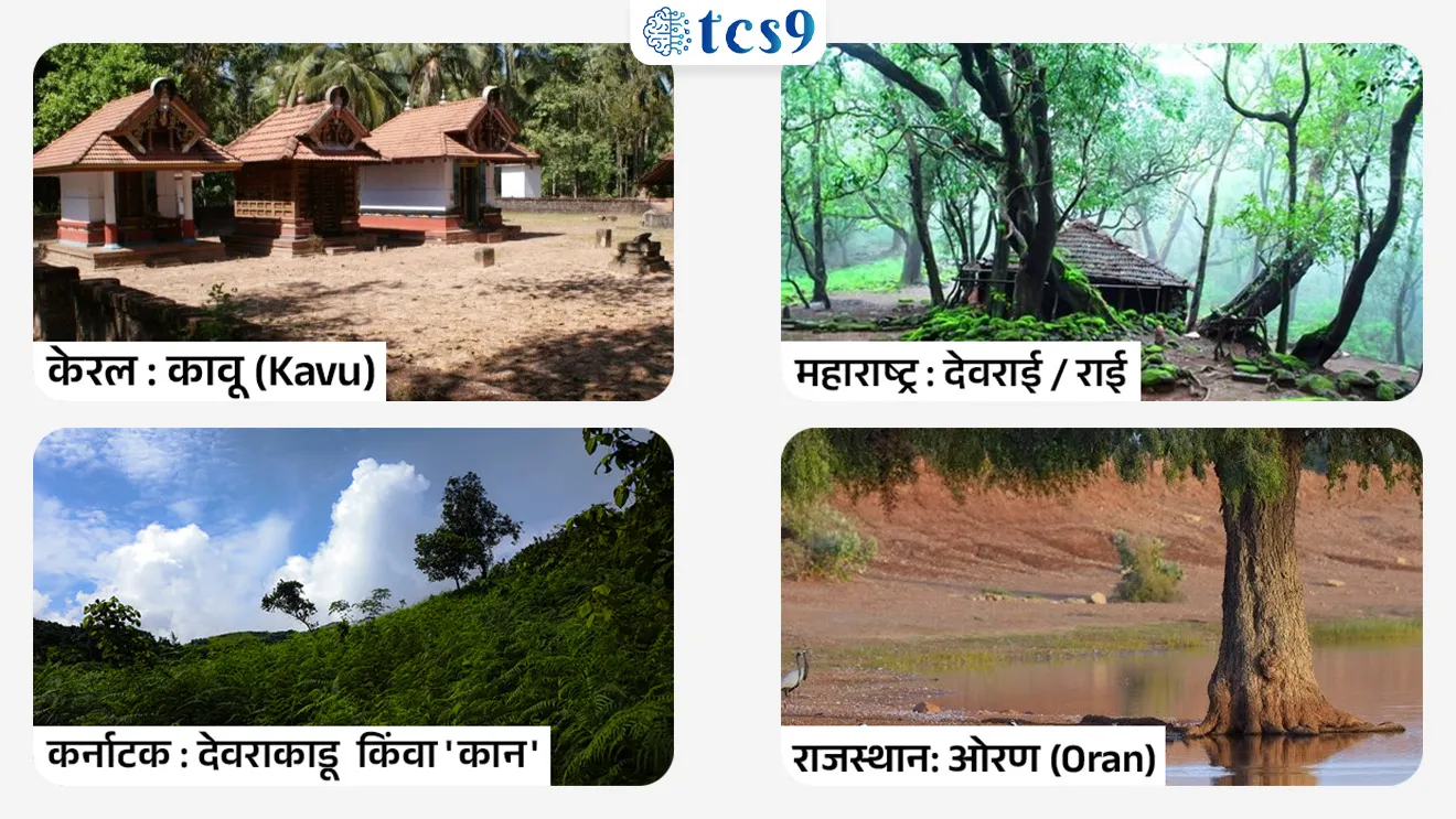 Kavu Nurseries
📚 Subject : GS - पर्यावरण
सरळसेवा, तलाठी, वनरक्षक, पोलीस भरती, अग्निवीर , रेल्वे भरती, SSC GD, MPSC, UPSC परीक्षेसाठी विचारलेले / संभाव्य महत्त्वपूर्ण प्रश्न
प्रश्न) नुकतीच जैवविविधता पुनरुज्जीवनासाठी 'कावू रोपवाटिका' (Kavu Nurseries) ही विशेष मोहीम कोणत्या राज्याने सुरू केली आहे ?
महाराष्ट्र
कर्नाटक
केरळ
तामिळनाडू
उत्तर : केरळ
📰 बातमी काय ?
केरळ सरकारने राज्यातील काही निवडक जिल्ह्यांमध्ये 'कावू' (Kavu) म्हणजेच तिथल्या पारंपारिक पवित्र वनांचे (Sacred Groves) पुनरुज्जीवन करण्यासाठी एका प्रायोगिक कार्यक्रमांतर्गत 'कावू रोपवाटिका' (Kavu Nurseries) उपक्रम सुरू केला आहे.
🌳 'कावू रोपवाटिका' म्हणजे काय ?
आपल्या महाराष्ट्रात ज्याप्रमाणे देवाच्या नावाने राखलेली जंगले असतात, ज्यांना आपण 'देवराई' म्हणतो, अगदी त्याचप्रमाणे केरलमध्ये त्यांना 'कावू' (Kavu) म्हटले जाते.
उद्देश - या रोपवाटिकांच्या माध्यमातून स्थानिक, दुर्मिळ आणि नष्ट होण्याच्या मार्गावर असलेल्या वनस्पतींची पैदास करून ती पुन्हा या देवरायांमध्ये लावली जातील.
🌳 'कावू' रोपवाटिकांची मुख्य वैशिष्ट्ये (Key Features) :
1) स्थानिक प्रजातींचे संवर्धन -
या देवरायांमध्ये आढळणाऱ्या 100 पेक्षा जास्त स्थानिक आणि औषधी वनस्पतींच्या प्रजातींची लागवड केली जाईल.
पहिल्या टप्प्यात खराब झालेल्या किंवा नष्ट झालेल्या देवरायांमध्ये लावण्यासाठी अंदाजे 3,000 पेक्षा जास्त रोपे (Saplings) तयार करण्याचे नियोजन आहे.
2) परदेशी वनस्पतींवर नियंत्रण -
देवरायांमध्ये वाढलेली तण किंवा उपद्रवी परदेशी वनस्पती (Invasive Species) काढून टाकून तिथे मूळ भारतीय पर्यावरणपूरक झाडे लावली जातील.
3) लोकसहभाग (Community-Based) -
या योजनेचे नियंत्रण स्थानिक 'जैवविविधता व्यवस्थापन समित्या' (Biodiversity Management Committees - BMC) करणार आहेत, ज्यामुळे स्थानिक लोकांचा सहभाग वाढेल.
'कावू रोपवाटिका' या उपक्रमाचे महत्त्व (Significance) :
जैवविविधतेचे रक्षण - या पारंपारिक वनांमुळे अनेक दुर्मिळ औषधी वनस्पतींचे रक्षण होते.
पर्यावरणीय फायदा - देवरायांमुळे जमिनीची सुपीकता वाढते, भूगर्भातील पाण्याची पातळी टिकून राहते आणि स्थानिक हवामान (Micro-climate) नियंत्रित राहते.
सांस्कृतिक वारसा - यामुळे निसर्ग पूजेची जुनी संस्कृती आणि आधुनिक विज्ञानाचा ताळमेळ साधला जातो.
✍️ देशातील वेगवेगळ्या राज्यांमध्ये देवराईला वेगवेगळी नावे आहेत, (ज्यावर स्पर्धा परीक्षेत जोड्या लावा किंवा थेट प्रश्न विचारले जातात:)
केरल: कावू (Kavu)
महाराष्ट्र: देवराई / राई
कर्नाटक: देवराकाडू (Devarakadu) किंवा 'कान'
राजस्थान: ओरण (Oran)
🔑 परीक्षेच्या दृष्टीने IMP रिव्हिजन पॉईंट्स :
कावू (Kavu) - केरळ राज्यातील पारंपारिक 'देवराई'
कावू रोपवाटिका - देवराईतील स्थानिक आणि दुर्मिळ वनस्पतींच्या संवर्धनासाठी सुरू झालेली विशेष रोपवाटिका.
प्रमुख कार्य - १०० हून अधिक स्थानिक प्रजातींचे संवर्धन आणि सुमारे ३००० रोपांची पुनर्लागवड.
पर्यावरणीय महत्त्व - आक्रमक प्रजातींचे नियंत्रण, जलसंधारण आणि सूक्ष्म-हवामान स्थिरता.
व्यवस्थापन - लोकसहभागातून अंमलबजावणी.