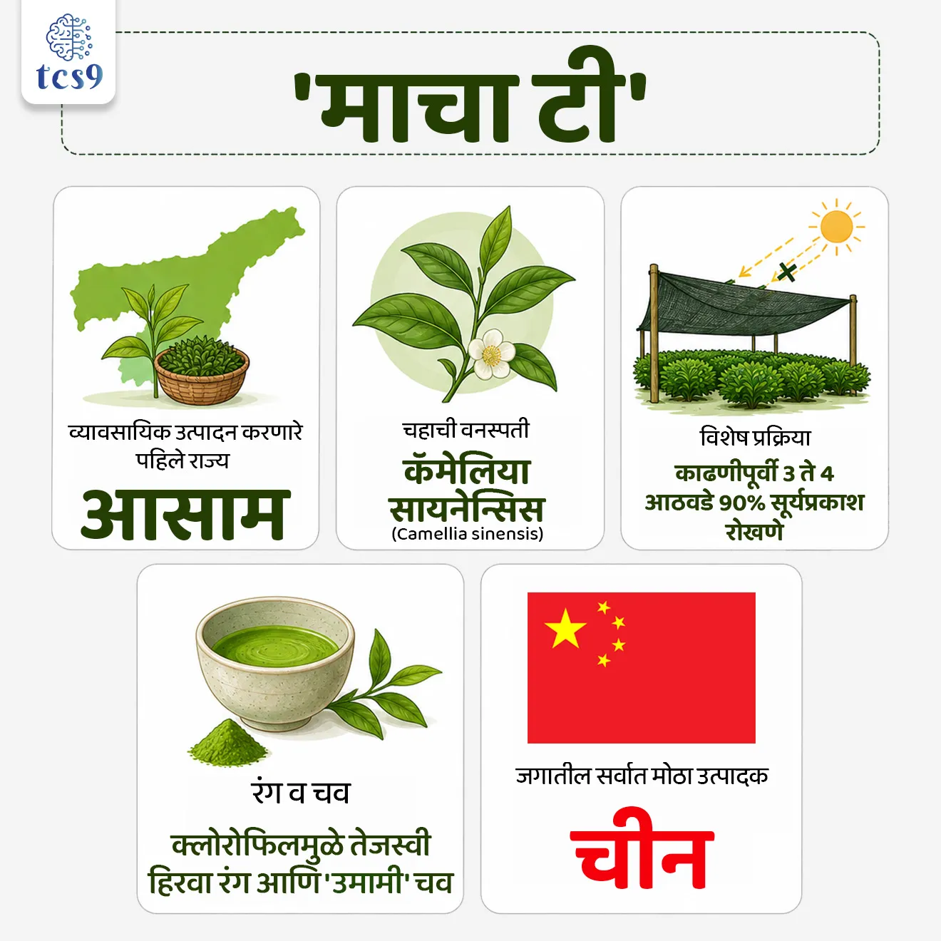 'माचा टी'चे व्यावसायिक उत्पादन करणारे देशातील पहिले राज्य
The first state in the country to commercially produce 'Matcha tea'

📚 Subject : GS - कृषी

सरळसेवा, तलाठी, वनरक्षक, पोलीस भरती, अग्निवीर , रेल्वे भरती, SSC GD, MPSC, UPSC परीक्षेसाठी विचारलेले / संभाव्य महत्त्वपूर्ण  प्रश्न

प्रश्न) तिनसुकिया जिल्ह्यामध्ये प्रसिद्ध 'माचा टी' (Matcha Tea) चे व्यावसायिक उत्पादन सुरू झाले आहे. यानुसार मॅचा चहाचे व्यावसायिक उत्पादन करणारे खालीलपैकी कोणते राज्य हे देशातील पहिले राज्य ठरले आहे ?
आसाम
पश्चिम बंगाल
सिक्किम
केरळ

उत्तर : आसाम

📰 बातमी काय ?
• पूर्व आसाममधील तिनसुकिया (Tinsukia) जिल्ह्यातील 'छोटा टिंगराई चहा इस्टेट'मध्ये (Chota Tingrai Tea Estate) 'मॅचा टी'चे (Matcha Tea) उत्पादन सुरू झाले असून, आसाम हे भारतातील माचा टी चे व्यावसायिक उत्पादन करणारे पहिले राज्य ठरले आहे.
• आंतरराष्ट्रीय बाजारात मोठ्या प्रमाणावर मागणी असलेल्या प्रीमियम चहाच्या निर्मितीकडे भारतातील चहा उद्योगाचे हे एक महत्त्वाचे पाऊल मानले जात आहे.

🧐 'माचा टी' म्हणजे काय ? 
What is Matcha Tea ? 
1) विशिष्ट शेती पद्धत (Shading Technique):
• माचा चहा हा नेहमीच्या 'कॅमेलिया सायनेन्सिस' (Camellia sinensis) या चहाच्या वनस्पतीपासूनच तयार केला जातो.
• मात्र, काढणीच्या (Harvest) 3 ते 4 आठवडे आधी या चहाच्या झाडांना जाळी लावून 90% सूर्यप्रकाश रोखला जातो (Shading).

2) जैविक बदल आणि चव -
• सूर्यप्रकाश रोखल्यामुळे पानांमधील 'क्लोरोफिल' (Chlorophyll) आणि 'अमिनो ॲसिड' (Amino Acids) चे प्रमाण मोठ्या प्रमाणावर वाढते.
• यामुळे या चहाला त्याचा वैशिष्ट्यपूर्ण तेजस्वी हिरवा रंग आणि समृद्ध 'उमामी' (Umami) चव प्राप्त होते.

📜 ऐतिहासिक पार्श्वभूमी आणि जागतिक व्यापार : 
1) उगम आणि इतिहास - 
•  पूर्व-आधुनिक काळात चीन आणि जपानमधील सांस्कृतिक देवाणघेवाणीतून माचा चहाचा उगम झाला. 
• चीनमधील पावडर चहाच्या पद्धती जपानी झेन बौद्ध भिक्षूंनी (Zen Buddhist Monks) जपानमध्ये नेल्या आणि तिथे या चहाचा विकास झाला.
• माचा चहा (Matcha Tea) चा उगम चीनमध्ये झाला, परंतु त्याचे आधुनिक रूप आणि चहाची संस्कृती जपानमध्ये विकसित आणि जतन झाली.
2) प्रमुख उत्पादक देश - सध्या चीन हा जगात 'माचा टी'चा सर्वात मोठा उत्पादक देश आहे.
3) प्रमुख निर्यात बाजारपेठा -  अमेरिका (USA), कॅनडा, युके (UK), जर्मनी, फ्रान्स, ऑस्ट्रेलिया, सिंगापूर, दक्षिण कोरिया आणि मध्य पूर्वेतील (Middle East) देश हे मॅचा चहाचे मुख्य आयातदार आहेत.

🔑 परीक्षेच्या दृष्टीने IMP रिव्हिजन पॉईंट्स : Matcha Tea Production
• व्यावसायिक उत्पादन करणारे पहिले राज्य → आसाम 
• चहाची वनस्पती → कॅमेलिया सायनेन्सिस (Camellia sinensis)
• विशेष प्रक्रिया → काढणीपूर्वी 3 ते 4 आठवडे 90% सूर्यप्रकाश रोखणे
• रंग व चव → क्लोरोफिलमुळे तेजस्वी हिरवा रंग आणि 'उमामी' चव
• जगातील सर्वात मोठा उत्पादक → चीन

First Commercial Production of Matcha Tea in India, The first state in the country to commercially produce 'Matcha tea', Agriculture, Cropping Patterns & Trade,  Agriculture, Tea cultivation, what is Matcha Tea


प्रश्न) तिनसुकिया जिल्ह्यामध्ये प्रसिद्ध 'मॅचा टी' (Matcha Tea) चे व्यावसायिक उत्पादन सुरू झाले आहे. यानुसार माचा चहाचे व्यावसायिक उत्पादन करणारे खालीलपैकी कोणते राज्य हे देशातील पहिले राज्य ठरले आहे ?
आसाम
पश्चिम बंगाल
सिक्किम
केरळ

उत्तर : आसाम

• आसाममधील तिनसुकिया जिल्ह्यातील 'छोटा टिंगराई चहा इस्टेट'मध्ये (Chota Tingrai Tea Estate) उत्पादन सुरू झाल्यामुळे आसाम हे भारतातील 'माचा टी' चे व्यावसायिक उत्पादन करणारे पहिले राज्य ठरले आहे.
🍵 चहाचे वैशिष्ट्ये - 
• माचा टी हा 'कॅमेलिया सायनेन्सिस' (Camellia sinensis) या वनस्पतीपासून तयार केला जातो. 
• काढणीपूर्वी 3 ते 4 आठवडे 90% सूर्यप्रकाश रोखून (Shading Process) याचे वैशिष्ट्यपूर्ण उत्पादन घेतले जाते.
 🌿 जैविक बदल आणि चव -
• सूर्यप्रकाश रोखल्यामुळे पानांमधील 'क्लोरोफिल' (Chlorophyll) आणि 'अमिनो ॲसिड' (Amino Acids) चे प्रमाण मोठ्या प्रमाणावर वाढते.
• यामुळे या चहाला त्याचा वैशिष्ट्यपूर्ण तेजस्वी हिरवा रंग आणि समृद्ध 'उमामी' (Umami) चव प्राप्त होते.



प्रश्न 2) भारतातील पहिल्या 'माचा टी' (Matcha Tea) उत्पादनाबाबत आणि त्याच्या वैशिष्ट्यांबाबत खालील विधाने विचारात घ्या:
अ) आसाम हे भारतातील 'मॅचा टी' चे व्यावसायिक उत्पादन करणारे पहिले राज्य ठरले आहे.
ब) चहाच्या पानांवर काढणीपूर्वी 90% सूर्यप्रकाश रोखल्यामुळे त्यातील क्लोरोफिल आणि अमिनो ॲसिडचे प्रमाण वाढून त्याला वैशिष्ट्यपूर्ण हिरवा रंग मिळतो.
क) जपान हा सध्या जगात माचा चहाचा सर्वात मोठा उत्पादक देश मानला जातो.
वरीलपैकी कोणती विधाने बरोबर आहेत ?
1. फक्त अ आणि ब
2. फक्त ब आणि क
3. फक्त अ आणि क
4. अ, ब आणि क सर्व बरोबर

उत्तर : फक्त अ आणि ब
✅ विधान अ बरोबर : असाममधील तिनसुकिया जिल्ह्यातील छोटा टिंगराई इस्टेटमध्ये भारतातील पहिले उत्पादन सुरू झाले.
✅ विधान ब बरोबर : 3 ते 4 आठवडे 90% सूर्यप्रकाश रोखल्याने क्लोरोफिल व अमिनो ॲसिड वाढून तेजस्वी हिरवा रंग व उमामी चव मिळते.
❌ विधान क चुकीचे आहे कारण - चीन हा जगात 'माचा टी'चा सर्वात मोठा उत्पादक देश आहे.