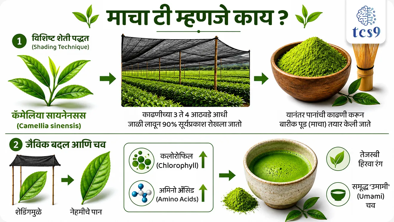 'माचा टी'चे व्यावसायिक उत्पादन करणारे देशातील पहिले राज्य
The first state in the country to commercially produce 'Matcha tea'

📚 Subject : GS - कृषी

सरळसेवा, तलाठी, वनरक्षक, पोलीस भरती, अग्निवीर , रेल्वे भरती, SSC GD, MPSC, UPSC परीक्षेसाठी विचारलेले / संभाव्य महत्त्वपूर्ण  प्रश्न

प्रश्न) तिनसुकिया जिल्ह्यामध्ये प्रसिद्ध 'माचा टी' (Matcha Tea) चे व्यावसायिक उत्पादन सुरू झाले आहे. यानुसार मॅचा चहाचे व्यावसायिक उत्पादन करणारे खालीलपैकी कोणते राज्य हे देशातील पहिले राज्य ठरले आहे ?
आसाम
पश्चिम बंगाल
सिक्किम
केरळ

उत्तर : आसाम

📰 बातमी काय ?
• पूर्व आसाममधील तिनसुकिया (Tinsukia) जिल्ह्यातील 'छोटा टिंगराई चहा इस्टेट'मध्ये (Chota Tingrai Tea Estate) 'मॅचा टी'चे (Matcha Tea) उत्पादन सुरू झाले असून, आसाम हे भारतातील माचा टी चे व्यावसायिक उत्पादन करणारे पहिले राज्य ठरले आहे.
• आंतरराष्ट्रीय बाजारात मोठ्या प्रमाणावर मागणी असलेल्या प्रीमियम चहाच्या निर्मितीकडे भारतातील चहा उद्योगाचे हे एक महत्त्वाचे पाऊल मानले जात आहे.

🧐 'माचा टी' म्हणजे काय ? 
What is Matcha Tea ? 
1) विशिष्ट शेती पद्धत (Shading Technique):
• माचा चहा हा नेहमीच्या 'कॅमेलिया सायनेन्सिस' (Camellia sinensis) या चहाच्या वनस्पतीपासूनच तयार केला जातो.
• मात्र, काढणीच्या (Harvest) 3 ते 4 आठवडे आधी या चहाच्या झाडांना जाळी लावून 90% सूर्यप्रकाश रोखला जातो (Shading).

2) जैविक बदल आणि चव -
• सूर्यप्रकाश रोखल्यामुळे पानांमधील 'क्लोरोफिल' (Chlorophyll) आणि 'अमिनो ॲसिड' (Amino Acids) चे प्रमाण मोठ्या प्रमाणावर वाढते.
• यामुळे या चहाला त्याचा वैशिष्ट्यपूर्ण तेजस्वी हिरवा रंग आणि समृद्ध 'उमामी' (Umami) चव प्राप्त होते.

📜 ऐतिहासिक पार्श्वभूमी आणि जागतिक व्यापार : 
1) उगम आणि इतिहास - 
•  पूर्व-आधुनिक काळात चीन आणि जपानमधील सांस्कृतिक देवाणघेवाणीतून माचा चहाचा उगम झाला. 
• चीनमधील पावडर चहाच्या पद्धती जपानी झेन बौद्ध भिक्षूंनी (Zen Buddhist Monks) जपानमध्ये नेल्या आणि तिथे या चहाचा विकास झाला.
• माचा चहा (Matcha Tea) चा उगम चीनमध्ये झाला, परंतु त्याचे आधुनिक रूप आणि चहाची संस्कृती जपानमध्ये विकसित आणि जतन झाली.
2) प्रमुख उत्पादक देश - सध्या चीन हा जगात 'माचा टी'चा सर्वात मोठा उत्पादक देश आहे.
3) प्रमुख निर्यात बाजारपेठा -  अमेरिका (USA), कॅनडा, युके (UK), जर्मनी, फ्रान्स, ऑस्ट्रेलिया, सिंगापूर, दक्षिण कोरिया आणि मध्य पूर्वेतील (Middle East) देश हे मॅचा चहाचे मुख्य आयातदार आहेत.

🔑 परीक्षेच्या दृष्टीने IMP रिव्हिजन पॉईंट्स : Matcha Tea Production
• व्यावसायिक उत्पादन करणारे पहिले राज्य → आसाम 
• चहाची वनस्पती → कॅमेलिया सायनेन्सिस (Camellia sinensis)
• विशेष प्रक्रिया → काढणीपूर्वी 3 ते 4 आठवडे 90% सूर्यप्रकाश रोखणे
• रंग व चव → क्लोरोफिलमुळे तेजस्वी हिरवा रंग आणि 'उमामी' चव
• जगातील सर्वात मोठा उत्पादक → चीन

First Commercial Production of Matcha Tea in India, The first state in the country to commercially produce 'Matcha tea', Agriculture, Cropping Patterns & Trade,  Agriculture, Tea cultivation, what is Matcha Tea


प्रश्न) तिनसुकिया जिल्ह्यामध्ये प्रसिद्ध 'मॅचा टी' (Matcha Tea) चे व्यावसायिक उत्पादन सुरू झाले आहे. यानुसार माचा चहाचे व्यावसायिक उत्पादन करणारे खालीलपैकी कोणते राज्य हे देशातील पहिले राज्य ठरले आहे ?
आसाम
पश्चिम बंगाल
सिक्किम
केरळ

उत्तर : आसाम

• आसाममधील तिनसुकिया जिल्ह्यातील 'छोटा टिंगराई चहा इस्टेट'मध्ये (Chota Tingrai Tea Estate) उत्पादन सुरू झाल्यामुळे आसाम हे भारतातील 'माचा टी' चे व्यावसायिक उत्पादन करणारे पहिले राज्य ठरले आहे.
🍵 चहाचे वैशिष्ट्ये - 
• माचा टी हा 'कॅमेलिया सायनेन्सिस' (Camellia sinensis) या वनस्पतीपासून तयार केला जातो. 
• काढणीपूर्वी 3 ते 4 आठवडे 90% सूर्यप्रकाश रोखून (Shading Process) याचे वैशिष्ट्यपूर्ण उत्पादन घेतले जाते.
 🌿 जैविक बदल आणि चव -
• सूर्यप्रकाश रोखल्यामुळे पानांमधील 'क्लोरोफिल' (Chlorophyll) आणि 'अमिनो ॲसिड' (Amino Acids) चे प्रमाण मोठ्या प्रमाणावर वाढते.
• यामुळे या चहाला त्याचा वैशिष्ट्यपूर्ण तेजस्वी हिरवा रंग आणि समृद्ध 'उमामी' (Umami) चव प्राप्त होते.



प्रश्न 2) भारतातील पहिल्या 'माचा टी' (Matcha Tea) उत्पादनाबाबत आणि त्याच्या वैशिष्ट्यांबाबत खालील विधाने विचारात घ्या:
अ) आसाम हे भारतातील 'मॅचा टी' चे व्यावसायिक उत्पादन करणारे पहिले राज्य ठरले आहे.
ब) चहाच्या पानांवर काढणीपूर्वी 90% सूर्यप्रकाश रोखल्यामुळे त्यातील क्लोरोफिल आणि अमिनो ॲसिडचे प्रमाण वाढून त्याला वैशिष्ट्यपूर्ण हिरवा रंग मिळतो.
क) जपान हा सध्या जगात माचा चहाचा सर्वात मोठा उत्पादक देश मानला जातो.
वरीलपैकी कोणती विधाने बरोबर आहेत ?
1. फक्त अ आणि ब
2. फक्त ब आणि क
3. फक्त अ आणि क
4. अ, ब आणि क सर्व बरोबर

उत्तर : फक्त अ आणि ब
✅ विधान अ बरोबर : असाममधील तिनसुकिया जिल्ह्यातील छोटा टिंगराई इस्टेटमध्ये भारतातील पहिले उत्पादन सुरू झाले.
✅ विधान ब बरोबर : 3 ते 4 आठवडे 90% सूर्यप्रकाश रोखल्याने क्लोरोफिल व अमिनो ॲसिड वाढून तेजस्वी हिरवा रंग व उमामी चव मिळते.
❌ विधान क चुकीचे आहे कारण - चीन हा जगात 'माचा टी'चा सर्वात मोठा उत्पादक देश आहे.