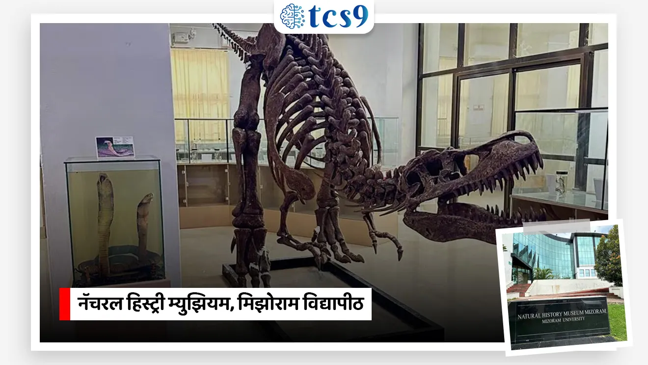 Mizoram’s Natural History Museum notified as India’s 21st Designated Repository
📚 Subject : GS - पर्यावरण - जैवविविधता व संवर्धन
सरळसेवा, तलाठी, वनरक्षक, पोलीस भरती, अग्निवीर , रेल्वे भरती, SSC GD, MPSC, UPSC परीक्षेसाठी विचारलेले / संभाव्य महत्त्वपूर्ण प्रश्न
प्रश्न) जैवविविधता कायदा 2002 च्या कलम 39 अंतर्गत भारतातील 21 वे 'नियुक्त भांडार' (Designated Repository) म्हणून खालीलपैकी कोणत्या संस्थेची निवड करण्यात आली आहे ?
1. बॉटनिकल सर्व्हे ऑफ इंडिया, कोलकाता
2. नॅचरल हिस्ट्री म्युझियम, मिझोराम विद्यापीठ
3. नॅशनल इन्स्टिट्यूट ऑफ ओशनोग्राफी, गोवा
4. बॉम्बे नॅचरल हिस्ट्री सोसायटी, मुंबई
उत्तर : नॅचरल हिस्ट्री म्युझियम, मिझोराम विद्यापीठ
📰 बातमी काय ?
• मिझोराम विद्यापीठांतर्गत कार्यरत असलेल्या 'नॅचरल हिस्ट्री म्युझियम'ला (Natural History Museum, Mizoram) 'जैवविविधता कायदा, 2002' च्या कलम 39 (Section 39 of Biological Diversity Act, 2002) अंतर्गत भारताचे 21 वे नियुक्त भांडार (21st Designated Repository) म्हणून अधिकृतपणे अधिसूचित करण्यात आले आहे.
• वैज्ञानिक संशोधन, वर्गीकरण (Taxonomy) आणि जैवविविधतेचे बाह्य-स्थान संवर्धन (Ex-situ Conservation) मजबूत करण्याच्या दृष्टीने हे ईशान्य भारतासाठी अत्यंत महत्त्वाचे पाऊल आहे.
🔍 'राष्ट्रीय नियुक्त भांडार' (National Designated Repositories) नक्की काय आहे ?
✍️ व्याख्या - जैवविविधता कायदा, 2002 (Biological Diversity Act, 2002) च्या कलम 39 अंतर्गत 'राष्ट्रीय नियुक्त निक्षेपागार' किंवा राष्ट्रीय नियुक्त भांडार (Designated Repositories) म्हणजे अशा सरकारी मान्यताप्राप्त संस्था, प्रयोगशाळा किंवा विद्यापीठे, ज्या जैविक संसाधने (Biological Resources) आणि त्यांच्याशी संबंधित माहिती (Associated Information) सुरक्षितपणे जपून ठेवण्याचे आणि त्यांचे दस्तऐवजीकरण (Documentation) करण्याचे कायदेशीर काम करतात.
• ही एक प्रकारची सरकारी 'तिजोरी' आहे, जिथे पैशांऐवजी निसर्गातील मौल्यवान 'प्रमाणक नमुने' (Voucher Specimens) सुरक्षित ठेवले जातात.
🛡️ संरक्षण - नवीन शोधलेल्या प्रजातींचे नमुने येथे जमा करणे कायद्याने बंधनकारक आहे, ज्यामुळे 'जैविक चोरी' (Biopiracy) रोखता येते.
⚖️ कायदेशीर हक्क - येथे नमुना जमा करणे म्हणजे त्या प्रजातीवर भारताचा 'सार्वभौम हक्क' (Sovereign Right) प्रस्थापित करणे होय.
🏛️ मिझोराम नॅचरल हिस्ट्री म्युझियमबद्दल :
• स्थापना - 2022 मध्ये मिझोराम विद्यापीठाच्या (Mizoram University) अधिपत्याखाली स्थापना.
• भौगोलिक स्थान - हे संग्रहालय जागतिक स्तरावर अत्यंत समृद्ध अशा 'इंडो-बर्मा जैवविविधता हॉटस्पॉट' (Indo-Burma Biodiversity Hotspot) च्या क्षेत्रात वसलेले आहे.
📚 संकल्पना स्पष्टीकरण - पर्यावरण (GS Static)
🤔 In-situ vs Ex-situ Conservation :
• इन-सिटू संवर्धन (In-situ) - सजीवांचे त्यांच्या नैसर्गिक अधिवासातच रक्षण करणे (उदा. राष्ट्रीय उद्याने, अभयारण्ये, बायोस्फिअर रिझर्व्ह).
• एक्स-सिटू संवर्धन (Ex-situ) - सजीवांचे किंवा त्यांच्या जनुकीय नमुन्यांचे त्यांच्या मूळ अधिवासाबाहेर सुरक्षित ठिकाणी जतन करणे (उदा. Designated Repositories, प्राणीसंग्रहालय, बोटॅनिकल गार्डन्स, सीड बँक).
🔑 परीक्षेच्या दृष्टीने IMP रिव्हिजन पॉईंट्स : Designated Repositories
• भारतातील 21 वे नियुक्त भांडार → नॅचरल हिस्ट्री म्युझियम, मिझोराम विद्यापीठ
• संबंधित कायदा व कलम → जैवविविधता कायदा 2002 (कलम 39)
• म्युझियम स्थापना → 2022
• संबंधित जैवविविधता हॉटस्पॉट → इंडो-बर्मा हॉटस्पॉट (Indo-Burma Hotspot)
• जागतिक उद्दिष्ट सांगड → कुनमिंग-मॉन्ट्रियल फ्रेमवर्क (Target 4)
Mizoram’s Natural History Museum notified as India’s 21st Designated Repository, National Designated Repositories, Environment & Biodiversity Governance, jaivavividhata kayda, jaivavividhata sanrakshan, Indo-Burma Biodiversity Hotspot, environment conservation, environment notes, vanrakshak bharti, forest guard, paryavaran notes,
प्रश्न) जैवविविधता कायदा 2002 च्या कलम 39 अंतर्गत भारतातील 21 वे 'नियुक्त भांडार' (Designated Repository) म्हणून खालीलपैकी कोणत्या संस्थेची निवड करण्यात आली आहे ?
1. बॉटनिकल सर्व्हे ऑफ इंडिया, कोलकाता
2. नॅचरल हिस्ट्री म्युझियम, मिझोराम विद्यापीठ
3. नॅशनल इन्स्टिट्यूट ऑफ ओशनोग्राफी, गोवा
4. बॉम्बे नॅचरल हिस्ट्री सोसायटी, मुंबई
उत्तर : नॅचरल हिस्ट्री म्युझियम, मिझोराम विद्यापीठ
• मिझोराम विद्यापीठाच्या अधिपत्याखाली 2022 मध्ये स्थापन झालेल्या नॅचरल हिस्ट्री म्युझियमला जैविक नमुने सुरक्षित ठेवण्यासाठी देशातील 21 वे अधिकृत 'Designated Repository' घोषित केले गेले आहे.
🔍 'राष्ट्रीय नियुक्त भांडार' (National Designated Repositories) नक्की काय आहे ?
✍️ व्याख्या - जैवविविधता कायदा, 2002 (Biological Diversity Act, 2002) च्या कलम 39 अंतर्गत 'राष्ट्रीय नियुक्त निक्षेपागार' किंवा राष्ट्रीय नियुक्त भांडार (Designated Repositories) म्हणजे अशा सरकारी मान्यताप्राप्त संस्था, प्रयोगशाळा किंवा विद्यापीठे, ज्या जैविक संसाधने (Biological Resources) आणि त्यांच्याशी संबंधित माहिती (Associated Information) सुरक्षितपणे जपून ठेवण्याचे आणि त्यांचे दस्तऐवजीकरण (Documentation) करण्याचे कायदेशीर काम करतात.
• ही एक प्रकारची सरकारी 'तिजोरी' आहे, जिथे पैशांऐवजी निसर्गातील मौल्यवान 'प्रमाणक नमुने' (Voucher Specimens) सुरक्षित ठेवले जातात.
🛡️ संरक्षण - नवीन शोधलेल्या प्रजातींचे नमुने येथे जमा करणे कायद्याने बंधनकारक आहे, ज्यामुळे 'जैविक चोरी' (Biopiracy) रोखता येते.
⚖️ कायदेशीर हक्क - येथे नमुना जमा करणे म्हणजे त्या प्रजातीवर भारताचा 'सार्वभौम हक्क' (Sovereign Right) प्रस्थापित करणे होय.
प्रश्न 2) भारतातील 'नियुक्त भांडारे' (Designated Repositories) आणि मिझोराम नॅचरल हिस्ट्री म्युझियमबाबत खालील विधाने विचारात घ्या :
अ) जैवविविधता कायदा 2002 च्या कलम 39 नुसार नियुक्त भांडारांची घोषणा केली जाते, जिथे संशोधकांनी शोधलेल्या नवीन प्रजातींचे प्रमाणित नमुने जमा करणे बंधनकारक असते.
ब) मिझोराम नॅचरल हिस्ट्री म्युझियम हे 'इंडो-बर्मा जैवविविधता हॉटस्पॉट' क्षेत्रात स्थित असून ते देशातील 21 वे नियुक्त भांडार बनले आहे.
क) ही मान्यता भारताच्या कुनमिंग-मॉन्ट्रियल ग्लोबल बायोडायव्हर्सिटी फ्रेमवर्कच्या लक्ष्य 4 (Target 4) मधील बाह्य-स्थान (Ex-situ) संवर्धनाला चालना देते.
वरीलपैकी कोणती विधाने बरोबर आहेत ?
1. फक्त अ आणि ब
2. फक्त ब आणि क
3. फक्त अ आणि क
4. अ, ब आणि क सर्व बरोबर
उत्तर : अ, ब आणि क सर्व बरोबर
🔍 'राष्ट्रीय नियुक्त भांडार' (National Designated Repositories) नक्की काय आहे ?
✍️ व्याख्या - जैवविविधता कायदा, 2002 (Biological Diversity Act, 2002) च्या कलम 39 अंतर्गत 'राष्ट्रीय नियुक्त निक्षेपागार' किंवा राष्ट्रीय नियुक्त भांडार (Designated Repositories) म्हणजे अशा सरकारी मान्यताप्राप्त संस्था, प्रयोगशाळा किंवा विद्यापीठे, ज्या जैविक संसाधने (Biological Resources) आणि त्यांच्याशी संबंधित माहिती (Associated Information) सुरक्षितपणे जपून ठेवण्याचे आणि त्यांचे दस्तऐवजीकरण (Documentation) करण्याचे कायदेशीर काम करतात.
• ही एक प्रकारची सरकारी 'तिजोरी' आहे, जिथे पैशांऐवजी निसर्गातील मौल्यवान 'प्रमाणक नमुने' (Voucher Specimens) सुरक्षित ठेवले जातात.
🛡️ संरक्षण - नवीन शोधलेल्या प्रजातींचे नमुने येथे जमा करणे कायद्याने बंधनकारक आहे, ज्यामुळे 'जैविक चोरी' (Biopiracy) रोखता येते.
⚖️ कायदेशीर हक्क - येथे नमुना जमा करणे म्हणजे त्या प्रजातीवर भारताचा 'सार्वभौम हक्क' (Sovereign Right) प्रस्थापित करणे होय.