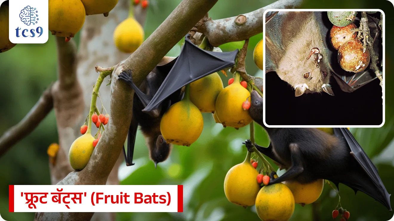 निपाह विषाणू
Nipah Virus

📚 Subject : GS - विज्ञान आणि तंत्रज्ञान - रोग आणि आजार

सरळसेवा, तलाठी, वनरक्षक, पोलीस भरती, अग्निवीर , रेल्वे भरती, SSC GD, MPSC, UPSC परीक्षेसाठी विचारलेले / संभाव्य महत्त्वपूर्ण  प्रश्न

प्रश्न) अलीकडेच जून 2026 मध्ये 'निपाह विषाणू' (Nipah Virus) च्या प्रादुर्भावामुळे हाय-अलर्ट जारी करण्यात आलेले 'कोझिकोड' हे ठिकाण कोणत्या राज्यात आहे ?
केरळ
कर्नाटक
तामिळनाडू
आंध्र प्रदेश
उत्तर:  केरळ

📰 बातमी काय ?

केरळमधील कोझिकोड (Kozhikode) येथे निपाह विषाणूचे (Nipah Virus - NiV) नवीन रुग्ण आढळल्याने पुन्हा एकदा हाय-अलर्ट जारी करण्यात आला आहे. मानवी संसर्ग रोखण्यासाठी तातडीने कॉन्टॅक्ट ट्रेसिंग आणि क्वारंटाईन सारख्या उपाययोजना राबवल्या जात आहेत


🧐 निपाह विषाणूचा प्रादुर्भाव सर्वप्रथम कोणत्या आढळून आला ?
निपाह विषाणूचा प्रादुर्भाव सर्वप्रथम 1998-99 मध्ये मलेशियातील 'कांपुंग सुंगाई निपाह' (Kampung Sungai Nipah) या गावात लागला. 
या गावाच्या नावावरूनच या विषाणूला 'निपाह' हे नाव देण्यात आले.
निपाह विषाणू रोगाचा प्रकार - 
रोगाचा प्रकार - हा एक अत्यंत संसर्गजन्य झुनोटिक विषाणू (Zoonotic Virus) आहे, म्हणजेच हा आजार प्राण्यांकडून मानवांमध्ये पसरतो.
विषाणूचे कुटुंब -  हा विषाणू 'पॅरामॉक्सोव्हायरिडी' (Paramyxoviridae) कुटुंबातील 'हेनिपाव्हायरस' (Henipavirus) या प्रजातीचा सदस्य आहे.
निपाह विषाणूचा प्रसार आणि वाहक (Transmission and Reservoirs):
नैसर्गिक वाहक -  जागतिक आरोग्य संघटनेनुसार (WHO), 'टेरोपॉडिडी' (Pteropodidae) कुटुंबातील 'फ्रूट बॅट्स' (Fruit Bats)  म्हणजे च “फळे खाणारी वटवाघुळे” हे या विषाणूचे मुख्य नैसर्गिक वाहक आहेत.
मध्यस्थ वाहक (Intermediate Host) - डुक्कर (Pigs) हा या आजारात मध्यस्थ वाहक म्हणून काम करतो
मानवी प्रसार -  वटवाघुळांनी चावा घेतलेली किंवा दूषित केलेली फळे खाल्ल्याने तसेच बाधीत व्यक्तीच्या थेट संपर्कात आल्याने हा आजार मानवांमध्ये वेगाने पसरतो.
लक्षणे (Symptoms and Clinical Features) :
सुरुवातीची लक्षणे - संसर्ग झाल्यानंतर सुरुवातीला फ्लूसारखी (Influenza-like) लक्षणे दिसतात. जसे की, तीव्र ताप, स्नायू दुखणे, घसा सुजणे आणि श्वास घेण्यास त्रास होणे.
गंभीर अवस्था - लागण गंभीर झाल्यास रुग्णाला 'अॅक्युट एन्सेफलायटीस' (Acute Encephalitis) म्हणजे मेंदूला सूज येते. 
यामुळे चक्कर येणे, मानसिक गोंधळ उडणे, कोमामध्ये जाणे आणि शेवटी मृत्यू ओढवू शकतो.
निदान आणि चाचण्या (Diagnosis and Testing) :
सुरक्षा पातळी- निपाह हा 'बायोसेफ्टी लेव्हल-4' (BSL-4 Pathogen) चा घातक रोगजनक आहे, ज्यामुळे याचे नमुने केवळ उच्च-सुरक्षा प्रयोगशाळांमध्येच तपासले जातात.
हंगामी धोका आणि आव्हाने (Seasonal Risk in Kerala) :
धोकादायक कालावधी -  केरळमध्ये दरवर्षी एप्रिल ते सप्टेंबर या महिन्यांत निपाहचा प्रादुर्भाव वाढण्याचा मोठा धोका असतो.
कारण - या काळात झाडांना फळे येण्याचा हंगाम असतो, वटवाघुळांची हालचाल वाढते, त्यांचा प्रजननाचा काळ असतो आणि त्यांच्या विष्ठेतून किंवा लाळेतून विषाणू बाहेर पडण्याचे (Viral Shedding) प्रमाण जास्त असते.
उपचार आणि प्रतिबंध (Treatment and Prevention) :
लस उपलब्ध नाही - मानवांसाठी किंवा प्राण्यांसाठी निपाह विषाणूवर कोणतीही अधिकृत मान्यताप्राप्त लस उपलब्ध नाही.
उपचार पद्धती -  रुग्णाला आयसोलेशनमध्ये (Isolation) ठेवून विशेष काळजी (Intensive Supportive Care) दिली जाते.
भारताचे यश -  भारताने, विशेषतः केरळने 'मोनोक्लोनल अँटीबॉडीज' (Monoclonal Antibodies) आणि 'रेमडेसिवीर' (Remdesivir) सारख्या अँटीव्हायरल औषधांचा प्रभावी वापर करून मृत्यूदर कमी केला आहे. 
2018 मधील 91% वरून हा मृत्यूदर 2023-25 पर्यंत सुमारे 33% वर आणण्यात यश आले आहे.
🔑 परीक्षेच्या दृष्टीने IMP रिव्हिजन पॉईंट्स : Nipah Virus
 विषाणूचा प्रकार   → झुनोटिक विषाणू (प्राण्यांकडून मानवात पसरणारा)
 विषाणूची फॅमिली व जीनस   → पॅरामिक्सोव्हिरिडी फॅमिली आणि हेनिपाव्हायरस जीनस.
 नैसर्गिक वाहक → फ्रूट बॅट्स (फळे खाणारी वटवाघुळे)
 पहिल्यांदा रूगण सापडला → मलेशिया (वर्ष 1998-99)


Nipah virus case has been reported in Kozhikode, Kerala, zoonotic virus,KampungSungaiNipah,Malaysia,Henipavirus genus,Paramyxoviridae family, science and technology notes,  Vinyan ani tantranyan, Rog ani Ajar

   



प्रश्न) केरळमध्ये पुन्हा एकदा प्रादुर्भाव झालेल्या घातक 'निपाहा विषाणूचा' (Nipah Virus) निसर्गातील मुख्य आणि नैसर्गिक वाहक (Natural Reservoir) खालीलपैकी कोण आहे, ज्याच्यामार्फत हा विषाणू प्रामुख्याने पसरतो?
१) एडिस इजिप्ती डास 
२) फ्रूट बॅट्स (फळे खाणारी वटवाघुळे)
३) रॅट फिअरी (उंदरांवरील पिसू)
४) पाळीव कुत्रे व मांजरी
 उत्तर : फ्रूट बॅट्स (फळे खाणारी वटवाघुळे)
जागतिक आरोग्य संघटनेच्या (WHO) अधिकृत माहितीनुसार, निपाहा विषाणूचा मुख्य स्रोत 'फ्रूट बॅट्स' आहेत. 
ही वटवाघुळे झाडांची फळे खातात. त्यांनी अर्धवट खाल्लेली किंवा लाळ लागलेली फळे, ताडी किंवा पाणी मानवाने किंवा डुकरांसारख्या प्राण्यांनी प्राशन केल्यास हा विषाणू त्यांच्या शरीरात प्रवेश करतो आणि तिथून त्याचा प्रसार मानवांमध्ये होतो.
इतर पर्याय - 
🦟एडिस इजिप्ती डास : या डासामुळे डेंग्यू, चिकनगुनिया आणि झिका यांसारखे आजार पसरतात.
 🐀रॅट फिअरी / उंदरांवरील पिसू : उंदरांच्या अंगावर आढळणाऱ्या पिसूंमुळे प्लेग (Plague) हा घातक आजार पसरतो.
🐕🐈पाळीव कुत्रे व मांजरी : पिसाळलेला कुत्रा किंवा मांजर चावल्यामुळे रेबीज (Rabies) हा प्राणघातक आजार होतो.