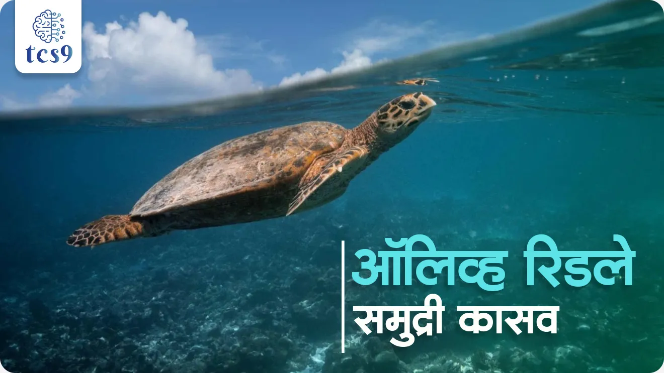 Olive Ridley Sea Turtles, Gahirmatha, Rushikulya, IUCN status, what is Arribada, Wildlife (Protection) Act, 1972, Environment, paryavaran notes, Wildlife protection, sea turtle, Odisha beach, world current affair, jagtik ghadamodi, world news, Chalu Ghadamodi 2025, Chalu Ghadamodi Marathi, Chalu Ghadamodi PDF Download, Chalu Ghadamodi Test Series, Chalu Ghadamodi Prashnottare, Mahatvachya Chalu Ghadamodi, Chalu Ghadamodi Sarav Prashna, Darrojchya Chalu Ghadamodi, Chalu Ghadamodi Marathi Masik, Talathi Chalu Ghadamodi 2025, Talathi Bharti Chalu Ghadamodi, Talathi Spardha Pariksha Chalu Ghadamodi, RRB Group D Chalu Ghadamodi Marathi, Railway Bharti Chalu Ghadamodi, RRB Sarav Prashna Chalu Ghadamodi, Maharashtra Police Bharti Chalu Ghadamodi, Police Bharti Chalu Ghadamodi Prashnottare, Maharashtra Police Chalu Ghadamodi 2025, SSC GD Chalu Ghadamodi Marathit, SSC Bharti Chalu Ghadamodi, SSC Prashnsancha Chalu Ghadamodi, Vanrakshak Bharti Chalu Ghadamodi, Vanrakshak Pariksha Chalu Ghadamodi, Vanrakshak Prashnapatrika Chalu Ghadamodi, Agniveer Bharti Chalu Ghadamodi 2025, Agniveer Spardha Pariksha Chalu Ghadamodi, Agniveer Sarav Prashna Chalu Ghadamodi, tcs chalu ghadamodi, ibps chalu ghadamodi,
chalu Ghadamodi Marathi, current Affair marathi madhe, 2024 cha chalu Ghadamodi, police Bharti chalu Ghadamodi, police Bharti prashnasanch, police Bharti GK prashna, Mpsc chalu Ghadamodi, sarkari Naukri, sarkari job, sarkari yojna, Maharashtra cha chalu Ghadamodi, Maharashtra government yojna, PSI syllabus, PSI cutoff, police Bharti syllabus, police Bharti cutoff, police Bharti merit, MPSC Sathi book, MPSC Sathi pustak, police Bharti Sathi pustak, police Bharti magil prashnapatrika, MPSC previous years question papers, Mumbai police Bharti, Mumbai police Bharti Lekhi kadhi ahe, government GR, police Bharti result, MPSC result, SSC GD merit, sscgd syllabus, army Bharti merit, army Bharti result, UPSC Marathi, combine pariksha, talathi, talathi syllabus, talathi cutoff, talathi book list, talathi result, talathi merit, tcs mock test, tcs pattern, ibps pattern, tcs pyq, tcs sarav paper, tcs talathi paper, tcs pattern notes, tcs prashnasanch, tcs gk gs, tcs maths, tcs talathi, talathi jaga kiti ahe, saralseva exam, saralseva pariksha, saralseva result, zilha parishad Bharti, zilha parishad prashnapstrika, dinvishesh, Chalu Ghadamodi Marathi madhun, current Affair marathi madhe, headline-news, maharashtra-news, jhattpatt-batmya, pib, marathi batmya, government new channel, Pib, akashvani, the Hindu, Indian express, Loksatta, Lokmat, Dainik Bhaskar, sansad news, editorial, sampadkiya, vishleshan, Loksabha news, rajyasabha news, SSC GD notes, sscgd question papers, sscgd exam answer, results, SSC GD admit card, sscgd ground, exam centre, mpsc main answer writing, maharashtra police recruitment 2025, maharashtra police exam updates, maharashtra police bharti latest news, maharashtra police exam calendar 2025, maharashtra police exam syllabus pdf download, maharashtra police bharti exam pattern 2025, maharashtra police constable syllabus, physical test details maharashtra police, maharashtra police bharti admit card 2025, maharashtra police hall ticket download, maharashtra police exam admit card date, maharashtra police study material pdf, maharashtra police exam preparation tips, maharashtra police mock tests free, best books for maharashtra police exam, maharashtra police bharti previous year papers pdf, maharashtra police constable sample papers, maharashtra police si model question papers, maharashtra police eligibility criteria 2025, age limit for maharashtra police bharti, educational qualification maharashtra police, maharashtra police result 2025, maharashtra police merit list, maharashtra police exam cutoff marks, maharashtra police online application 2025, maharashtra police physical test details, document verification for maharashtra police bharti, maharashtra police recruitment 2024, maharashtra police exam calendar 2024, maharashtra police bharti exam pattern 2024, maharashtra police bharti admit card 2024, maharashtra police eligibility criteria 2024, maharashtra police result 2024, maharashtra police online application 2024, RRB Group D, Railway Group D, Railway Recruitment Board Group D, Railway Group D Exam, Railway Group Notification, Railway Group D Vacancy, Railway Group D Syllabus, Railway Group D Eligibility, Railway Group D Application, Railway Group D Admit Card, Railway Group D Result, Railway Group D Cut Off, Railway Group D Salary, Railway Group D Jobs, RRB Group D Study Material, RRB Group D Previous Papers, RRB Group D Mock Tests, RRB Group D Exam Pattern, current Affair, General Science, GK, GS, General Awareness, current affairs marathi , Mathematics, General Intelligence and reasoning, RRB chalu Ghadamodi, RRB Group D marathi notes, samanya vinyan, samanya, nyan, railway notes marathi madhe, railway pagar, pagar ani bhatta, railway bharti notes marathi, railway bhartichi tayari kashi karaychi, railway bharti magil varshanche prashnapatrika, railway bhartipyq, railway bharti prashnasanch, railway bharti test paper, railwetvnokrichi sandhi, railway job, railway bharticha syllabus, railway bharti pattern, railway bharti imp prashn, railway bhartila vicharle janare prashn, competitive exam, spardha parisha, railway bharti online class, railway bharti class, railway bharti chi tayari kashi karaychi, RRB Group D Syllabus, RRB Group D Previous Papers, RRB Group D Exam Pattern, RRB Group D Eligibility Criteria, RRB Group D Notification, RRB Group D Application, RRB Group D Admit Card, RRB Group D Result, RRB Group D Cut Off, RRB Group D Salary, RRB Group D Jobs, RRB Group D Coaching, RRB Group D Study Material, RRB Group D Mock Tests, Railway Group D Level 1, RRB Group D 2025, RRB Group D Level 1, RRB Group D Posts, RRB Group D Exam Pattern, RRB Group D Exam Date, RRB Group D Online Application, RRB Group D Previous Papers, RRB Group D Preparation Tips, RRB Group D Study Material, RRB Group D Coaching, RRB Group D Mock Tests, How to prepare for RRB Group D exam, RRB Group D exam syllabus 2025, RRB Group D eligibility criteria 2025, RRB Group D application form 2025, RRB Group D admit card download, RRB Group D result date 2025, RRB Group D cut off marks 2025, RRB Group D salary and allowances, Best books for RRB Group D exam, Online coaching for RRB Group D, Railway Group D , RRB Group D, Railway Jobs , Government Jobs, Railway Recruitment, RRB Group D Exam, Railway Group D Vacancy, RRB Group D Notification, Railway Group D Application, RRB Group D Salary, aajcha dinveshesh, suvichaar, jagtik dinveshsh, dinveshsh