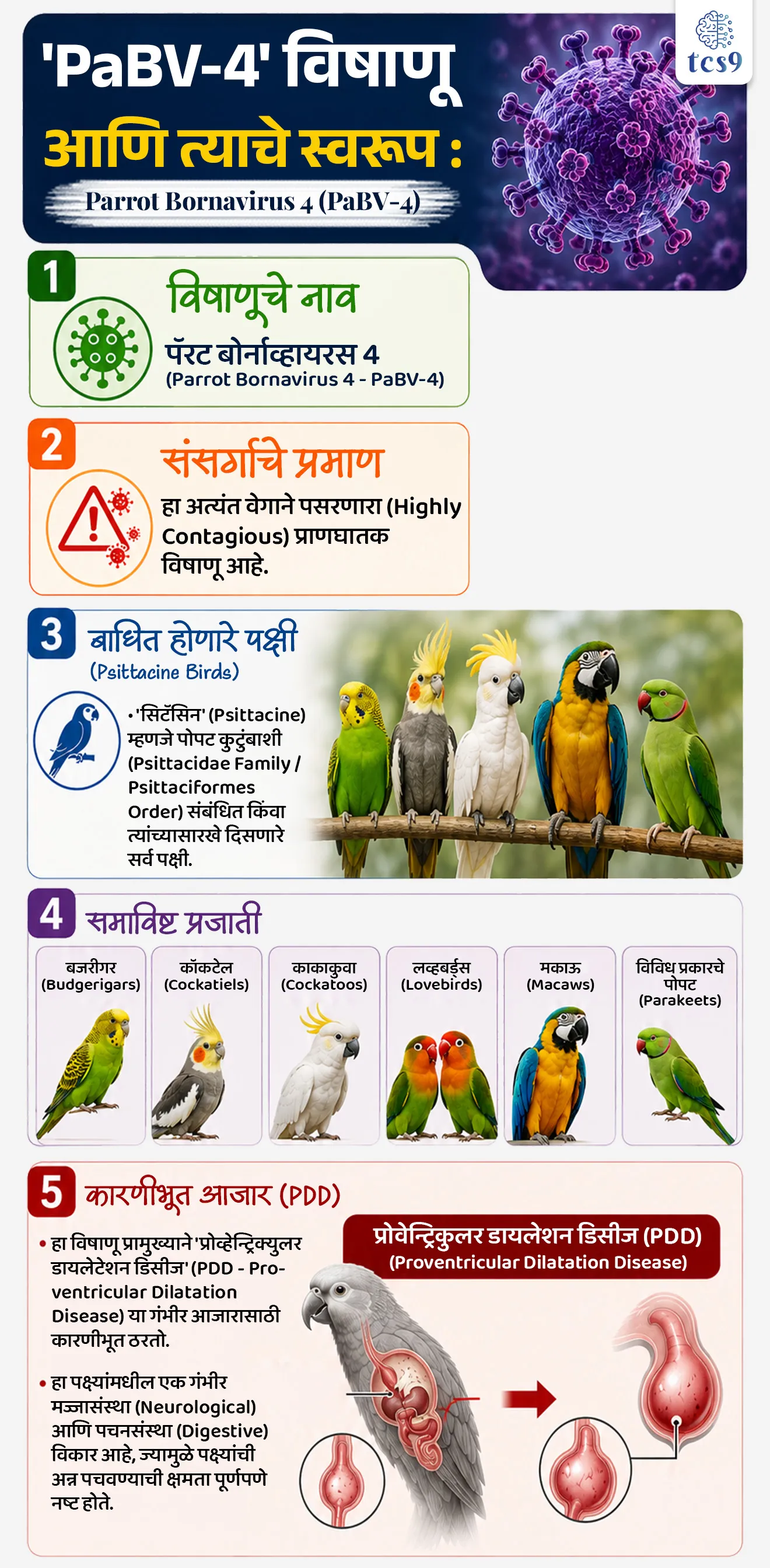 Deadly PaBV-4 Virus Detected in India
📚 Subject : GS - विज्ञान आणि तंत्रज्ञान - रोग आणि आजार
सरळसेवा, तलाठी, वनरक्षक, पोलीस भरती, अग्निवीर , रेल्वे भरती, SSC GD, MPSC, UPSC परीक्षेसाठी विचारलेले / संभाव्य महत्त्वपूर्ण प्रश्न
प्रश्न) भारतात पहिल्यांदाच नोंद झालेला 'पॅरट बोर्नाव्हायरस 4' (PaBV-4) हा घातक विषाणू प्रामुख्याने खालीलपैकी कोणत्या जीवांच्या मज्जासंस्था व पचनसंस्थेवर परिणाम करतो ?
1. पोपट व तत्सम विदेशी पक्षी
2. दुभती जनावरे
3. सागरी मासे व कोळंबी
4. रेशीम कीटक व मधमाश्या
उत्तर : पोपट व तत्सम विदेशी पक्षी (Psittacine Birds)
📰 बातमी काय ?
• पोपट आणि तत्सम प्रजातींच्या पक्ष्यांमध्ये आढळणारा अत्यंत घातक आणि संसर्गजन्य 'पॅरट बोर्नाव्हायरस 4' (PaBV-4 - Parrot Bornavirus 4) हा विषाणू भारतात पहिल्यांदाच आढळून आला आहे.
• पिंजऱ्यात किंवा पाळीव म्हणून ठेवण्यात येणाऱ्या पक्ष्यांमध्ये (Captive Birds) या विषाणूमुळे अत्यंत वेगाने मृत्यू ओढवण्याचा धोका असतो, ज्यामुळे वन्यजीव तज्ज्ञ आणि पक्षीप्रेमींमध्ये चिंता व्यक्त केली जात आहे.
🧐 'PaBV-4' विषाणू आणि त्याचे स्वरूप :
1) विषाणूचे नाव - पॅरट बोर्नाव्हायरस 4 (Parrot Bornavirus 4 - PaBV-4).
2) संसर्गाचे प्रमाण - हा अत्यंत वेगाने पसरणारा (Highly Contagious) प्राणघातक विषाणू आहे.
3) बाधित होणारे पक्षी (Psittacine Birds) -
• 'सिटॅसिन' (Psittacine) म्हणजे पोपट कुटुंबाशी (Psittacidae Family / Psittaciformes Order) संबंधित किंवा त्यांच्यासारखे दिसणारे सर्व पक्षी.
4) समाविष्ट प्रजाती - बजरीगर (Budgerigars), कॉकटेल (Cockatiels), काकाकुवा (Cockatoos), लव्हबर्ड्स (Lovebirds), मकाऊ (Macaws) आणि विविध प्रकारचे पोपट (Parakeets).
5) कारणीभूत आजार (PDD) -
• हा विषाणू प्रामुख्याने 'प्रोव्हेन्ट्रिक्युलर डायलेटेशन डिसीज' (PDD - Proventricular Dilatation Disease) या गंभीर आजारासाठी कारणीभूत ठरतो.
• हा पक्ष्यांमधील एक गंभीर मज्जासंस्था (Neurological) आणि पचनसंस्था (Digestive) विकार आहे, ज्यामुळे पक्ष्यांची अन्न पचवण्याची क्षमता पूर्णपणे नष्ट होते.
✍️ प्रमुख लक्षणे :
• पक्ष्यांचे वजन झपाट्याने घटणे (Weight Loss).
• खाल्लेले अन्न उलटून बाहेर टाकणे (Regurgitation).
• शरीराचा तोल सांभाळता न येणे (Poor Coordination) आणि प्रचंड अशक्तपणा.
• वर्तनात टोकाचे बदल होणे आणि गंभीर अवस्थेत अचानक मृत्यू होणे.
🤔 झुनोटिक आजार (Zoonotic Disease) म्हणजे काय ?
• जे रोग किंवा विषाणू प्राण्यांकडून किंवा पक्ष्यांकडून थेट मानवात संक्रमित होतात, त्यांना झुनोटिक रोग म्हणतात (उदा. बर्ड फ्लू - H5N1, रेबीज, निपाह विषाणू). 'PaBV-4' हा असा झुनोटिक आजार नाही.
🤔 'पॅरट बोर्नाव्हायरस 4' हा झुनोटिक (Zoonotic) आजार आहे का ?
• हा झुनोटिक (Zoonotic) आजार नाही; म्हणजेच हा विषाणू पक्ष्यांकडून नैसर्गिकरीत्या मानवामध्ये पसरत नाही.
🔑 परीक्षेच्या दृष्टीने IMP रिव्हिजन पॉईंट्स : PaBV-4 Bird Virus
• विषाणूचे नाव → पॅरट बोर्नाव्हायरस 4 (PaBV-4)
• भारतातील स्थिती → देशात पहिल्यांदाच नोंद
• बाधित होणारे मुख्य पक्षी → सिटॅसिन पक्षी (पोपट, लव्हबर्ड्स, मकाऊ, कॉकटेल, काकाकुवा)
• संबंधित आजार → प्रोव्हेन्ट्रिक्युलर डायलेटेशन डिसीज (PDD)
• प्रभावित अवयव प्रणाली → मज्जासंस्था (नर्व्हस सिस्टीम) आणि पचनसंस्था
• मानवी संक्रमणाचा धोका → नाही (Non-Zoonotic Disease)
First Time in India, Environment, Biodiversity, Animal Diseases, Non-Zoonotic Disease,
प्रश्न) भारतात पहिल्यांदाच नोंद झालेला 'पॅरट बोर्नाव्हायरस 4' (PaBV-4) हा घातक विषाणू प्रामुख्याने खालीलपैकी कोणत्या जीवांच्या मज्जासंस्था व पचनसंस्थेवर परिणाम करतो ?
1. पोपट व तत्सम विदेशी पक्षी
2. दुभती जनावरे
3. सागरी मासे व कोळंबी
4. रेशीम कीटक व मधमाश्या
उत्तर : पोपट व तत्सम विदेशी पक्षी (Psittacine Birds)
• PaBV-4 विषाणू : हा एक अत्यंत संसर्गजन्य विषाणू असून भारतात तो पहिल्यांदाच आढळून आला आहे.
• प्रभाव : हा विषाणू प्रामुख्याने पोपट, मकाऊ, काकाकुवा, लव्हबर्ड्स यांसारख्या सिटॅसिन पक्ष्यांमध्ये 'प्रोव्हेन्ट्रिक्युलर डायलेटेशन डिसीज' (PDD) हा मज्जासंस्था व पचनसंस्थेचा प्राणघातक आजार निर्माण करतो.
• हा आजार मानवात पसरत नाही (Non-Zoonotic).
प्रश्न) पक्ष्यांमधील 'पॅरट बोर्नाव्हायरस 4' (PaBV-4) या विषाणू संदर्भात खालील विधाने विचारात घ्या:
अ) हा विषाणू पोपट आणि तत्सम पाळीव पक्ष्यांमध्ये मज्जासंस्था आणि पचनसंस्थेशी संबंधित PDD आजारासाठी कारणीभूत ठरतो.
ब) हा एक अत्यंत घातक झुनोटिक (Zoonotic) विषाणू असून तो पक्ष्यांकडून मानवामध्ये अत्यंत वेगाने पसरतो.
वरीलपैकी कोणते/कोणती विधान/विधाने बरोबर आहे/आहेत?
1. फक्त विधान 'अ' बरोबर
2. फक्त विधान 'ब' बरोबर
3. 'अ' आणि 'ब' दोन्ही विधाने बरोबर आहेत
4. 'अ' आणि 'ब' दोन्ही विधाने चुकीची आहेत
उत्तर : फक्त विधान 'अ' बरोबर
✅ विधान अ बरोबर आहे - :
• PaBV-4 हा विषाणू प्रामुख्याने 'प्रोव्हेन्ट्रिक्युलर डायलेटेशन डिसीज' (PDD - Proventricular Dilatation Disease) या गंभीर आजारासाठी कारणीभूत ठरतो.
• हा पक्ष्यांमधील एक गंभीर मज्जासंस्था (Neurological) आणि पचनसंस्था (Digestive) विकार आहे, ज्यामुळे पक्ष्यांची अन्न पचवण्याची क्षमता पूर्णपणे नष्ट होते.
❌ विधान ब चुकीचे आहे : हा विषाणू झुनोटिक (Zoonotic) नाही.
🤔 झुनोटिक आजार (Zoonotic Disease) म्हणजे काय ?
• जे रोग किंवा विषाणू प्राण्यांकडून किंवा पक्ष्यांकडून थेट मानवात संक्रमित होतात, त्यांना झुनोटिक रोग म्हणतात (उदा. बर्ड फ्लू - H5N1, रेबीज, निपाह विषाणू).
• 'PaBV-4' हा असा झुनोटिक आजार नाही.