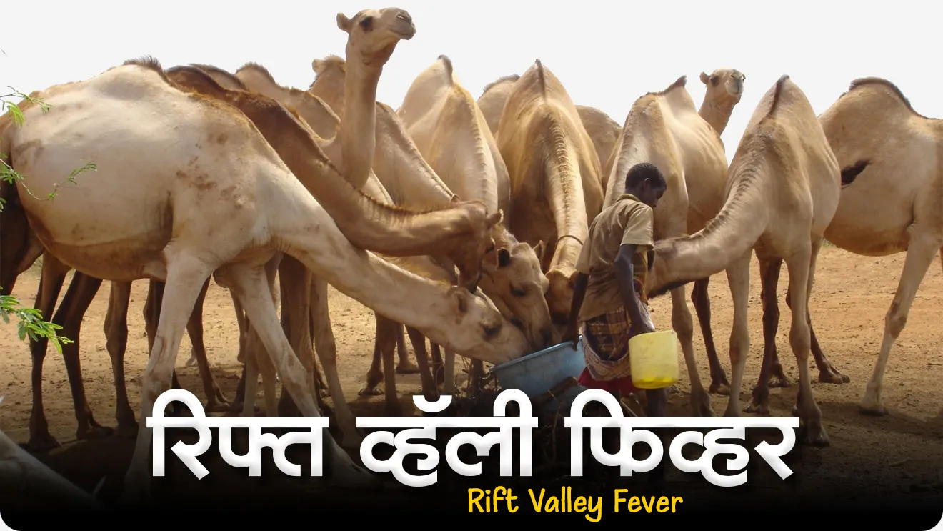 Rift Valley Fever, What is a Rift Valley fever?, What are the symptoms of Rift Valley Fever in humans?, What vector causes Rift Valley fever?, Is there a cure for Rift Valley fever?, What is another name for Rift Valley Fever?, Rift Valley Tap, Rift Valley Fever mhanje kay, Rift Valley Fever pahilyanda kothe adhalla, Rift Valley Fever chi lakshane konti, World Health Organization, WHO, Rog ani Ajar, vinyan ani tantranyan, science and technology, science notes, world current affair, jagtik ghadamodi, world news, Chalu Ghadamodi 2025, Chalu Ghadamodi Marathi, Chalu Ghadamodi PDF Download, Chalu Ghadamodi Test Series, Chalu Ghadamodi Prashnottare, Mahatvachya Chalu Ghadamodi, Chalu Ghadamodi Sarav Prashna, Darrojchya Chalu Ghadamodi, Chalu Ghadamodi Marathi Masik, Talathi Chalu Ghadamodi 2025, Talathi Bharti Chalu Ghadamodi, Talathi Spardha Pariksha Chalu Ghadamodi, RRB Group D Chalu Ghadamodi Marathi, Railway Bharti Chalu Ghadamodi, RRB Sarav Prashna Chalu Ghadamodi, Maharashtra Police Bharti Chalu Ghadamodi, Police Bharti Chalu Ghadamodi Prashnottare, Maharashtra Police Chalu Ghadamodi 2025, SSC GD Chalu Ghadamodi Marathit, SSC Bharti Chalu Ghadamodi, SSC Prashnsancha Chalu Ghadamodi, Vanrakshak Bharti Chalu Ghadamodi, Vanrakshak Pariksha Chalu Ghadamodi, Vanrakshak Prashnapatrika Chalu Ghadamodi, Agniveer Bharti Chalu Ghadamodi 2025, Agniveer Spardha Pariksha Chalu Ghadamodi, Agniveer Sarav Prashna Chalu Ghadamodi, tcs chalu ghadamodi, ibps chalu ghadamodi,
chalu Ghadamodi Marathi, current Affair marathi madhe, 2024 cha chalu Ghadamodi, police Bharti chalu Ghadamodi, police Bharti prashnasanch, police Bharti GK prashna, Mpsc chalu Ghadamodi, sarkari Naukri, sarkari job, sarkari yojna, Maharashtra cha chalu Ghadamodi, Maharashtra government yojna, PSI syllabus, PSI cutoff, police Bharti syllabus, police Bharti cutoff, police Bharti merit, MPSC Sathi book, MPSC Sathi pustak, police Bharti Sathi pustak, police Bharti magil prashnapatrika, MPSC previous years question papers, Mumbai police Bharti, Mumbai police Bharti Lekhi kadhi ahe, government GR, police Bharti result, MPSC result, SSC GD merit, sscgd syllabus, army Bharti merit, army Bharti result, UPSC Marathi, combine pariksha, talathi, talathi syllabus, talathi cutoff, talathi book list, talathi result, talathi merit, tcs mock test, tcs pattern, ibps pattern, tcs pyq, tcs sarav paper, tcs talathi paper, tcs pattern notes, tcs prashnasanch, tcs gk gs, tcs maths, tcs talathi, talathi jaga kiti ahe, saralseva exam, saralseva pariksha, saralseva result, zilha parishad Bharti, zilha parishad prashnapstrika, dinvishesh, Chalu Ghadamodi Marathi madhun, current Affair marathi madhe, headline-news, maharashtra-news, jhattpatt-batmya, pib, marathi batmya, government new channel, Pib, akashvani, the Hindu, Indian express, Loksatta, Lokmat, Dainik Bhaskar, sansad news, editorial, sampadkiya, vishleshan, Loksabha news, rajyasabha news, SSC GD notes, sscgd question papers, sscgd exam answer, results, SSC GD admit card, sscgd ground, exam centre, mpsc main answer writing, maharashtra police recruitment 2025, maharashtra police exam updates, maharashtra police bharti latest news, maharashtra police exam calendar 2025, maharashtra police exam syllabus pdf download, maharashtra police bharti exam pattern 2025, maharashtra police constable syllabus, physical test details maharashtra police, maharashtra police bharti admit card 2025, maharashtra police hall ticket download, maharashtra police exam admit card date, maharashtra police study material pdf, maharashtra police exam preparation tips, maharashtra police mock tests free, best books for maharashtra police exam, maharashtra police bharti previous year papers pdf, maharashtra police constable sample papers, maharashtra police si model question papers, maharashtra police eligibility criteria 2025, age limit for maharashtra police bharti, educational qualification maharashtra police, maharashtra police result 2025, maharashtra police merit list, maharashtra police exam cutoff marks, maharashtra police online application 2025, maharashtra police physical test details, document verification for maharashtra police bharti, maharashtra police recruitment 2024, maharashtra police exam calendar 2024, maharashtra police bharti exam pattern 2024, maharashtra police bharti admit card 2024, maharashtra police eligibility criteria 2024, maharashtra police result 2024, maharashtra police online application 2024, RRB Group D, Railway Group D, Railway Recruitment Board Group D, Railway Group D Exam, Railway Group Notification, Railway Group D Vacancy, Railway Group D Syllabus, Railway Group D Eligibility, Railway Group D Application, Railway Group D Admit Card, Railway Group D Result, Railway Group D Cut Off, Railway Group D Salary, Railway Group D Jobs, RRB Group D Study Material, RRB Group D Previous Papers, RRB Group D Mock Tests, RRB Group D Exam Pattern, current Affair, General Science, GK, GS, General Awareness, current affairs marathi , Mathematics, General Intelligence and reasoning, RRB chalu Ghadamodi, RRB Group D marathi notes, samanya vinyan, samanya, nyan, railway notes marathi madhe, railway pagar, pagar ani bhatta, railway bharti notes marathi, railway bhartichi tayari kashi karaychi, railway bharti magil varshanche prashnapatrika, railway bhartipyq, railway bharti prashnasanch, railway bharti test paper, railwetvnokrichi sandhi, railway job, railway bharticha syllabus, railway bharti pattern, railway bharti imp prashn, railway bhartila vicharle janare prashn, competitive exam, spardha parisha, railway bharti online class, railway bharti class, railway bharti chi tayari kashi karaychi, RRB Group D Syllabus, RRB Group D Previous Papers, RRB Group D Exam Pattern, RRB Group D Eligibility Criteria, RRB Group D Notification, RRB Group D Application, RRB Group D Admit Card, RRB Group D Result, RRB Group D Cut Off, RRB Group D Salary, RRB Group D Jobs, RRB Group D Coaching, RRB Group D Study Material, RRB Group D Mock Tests, Railway Group D Level 1, RRB Group D 2025, RRB Group D Level 1, RRB Group D Posts, RRB Group D Exam Pattern, RRB Group D Exam Date, RRB Group D Online Application, RRB Group D Previous Papers, RRB Group D Preparation Tips, RRB Group D Study Material, RRB Group D Coaching, RRB Group D Mock Tests, How to prepare for RRB Group D exam, RRB Group D exam syllabus 2025, RRB Group D eligibility criteria 2025, RRB Group D application form 2025, RRB Group D admit card download, RRB Group D result date 2025, RRB Group D cut off marks 2025, RRB Group D salary and allowances, Best books for RRB Group D exam, Online coaching for RRB Group D, Railway Group D , RRB Group D, Railway Jobs , Government Jobs, Railway Recruitment, RRB Group D Exam, Railway Group D Vacancy, RRB Group D Notification, Railway Group D Application, RRB Group D Salary, aajcha dinveshesh, suvichaar, jagtik dinveshsh, dinveshsh