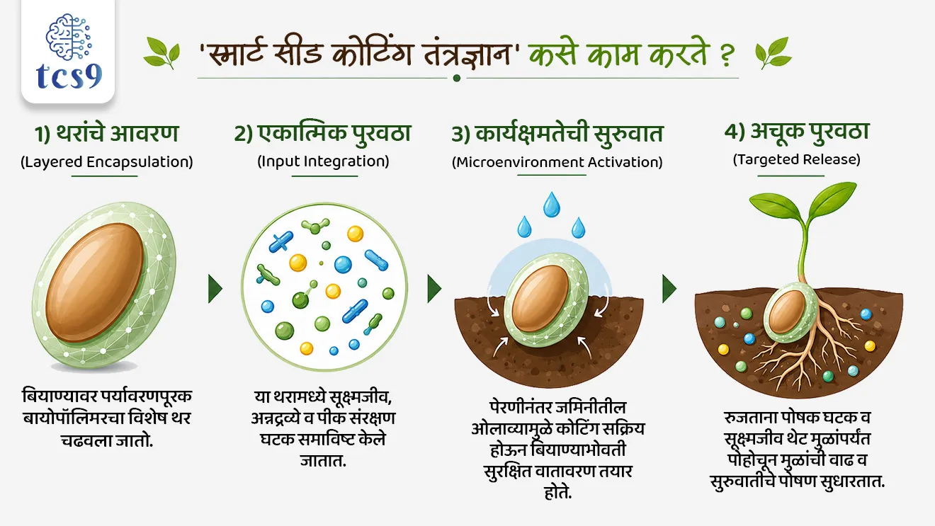 The Smart Seed Coating Technology


📚 Subject : GS - भूगोल - कृषी, विज्ञान आणि तंत्रज्ञान

सरळसेवा, तलाठी, वनरक्षक, पोलीस भरती, अग्निवीर , रेल्वे भरती, SSC GD, MPSC, UPSC परीक्षेसाठी विचारलेले / संभाव्य महत्त्वपूर्ण  प्रश्न


प्रश्न)  बियाण्यांच्या शाश्वत संरक्षणासाठी 'स्मार्ट सीड कोटिंग’ हे नवीन तंत्रज्ञान विकसित करणारी 'भारतीय तेलबिया संशोधन संस्था' (ICAR-IIOR) खालीलपैकी कोणत्या शहरात स्थित आहे ?
पुणे
नागपूर
 हैदराबाद
बेंगळुरू

उत्तर :  हैदराबाद

📰 बातमी काय ? 
• 'भारतीय तेलबिया संशोधन संस्थेने' (ICAR-IIOR) पिकांची उगवण क्षमता सुधारण्यासाठी आणि हवामान बदलाच्या धोक्यांपासून पिकांचे संरक्षण करण्यासाठी एक नाविन्यपूर्ण आणि पेटंटप्राप्त 'स्मार्ट सीड कोटिंग तंत्रज्ञान' विकसित केले आहे.
🧐 हे 'स्मार्ट सीड कोटिंग तंत्रज्ञान' नेमके काय आहे ?
• हे भारतात पेटंट मिळालेले, पूर्णपणे जैविक पद्धतीने विघटन होणारे (Biodegradable) एक प्रगत बीज संवर्धन प्लॅटफॉर्म आहे. 
• हे पारंपारिक एकतर्फी बीजप्रक्रियेऐवजी बियाण्याला बहुउद्देशीय सुरक्षा कवच प्रदान करते.
🤔  'स्मार्ट सीड कोटिंग तंत्रज्ञान' कोणी विकसित केले ? —
•  हे तंत्रज्ञान हैदराबाद येथिल 'आयसीएआर-भारतीय तेलबिया संशोधन संस्थेने' (ICAR-IIOR) विकसित आणि वैज्ञानिकदृष्ट्या प्रमाणित केले आहे.

🧐 'स्मार्ट सीड कोटिंग तंत्रज्ञान'  मुख्य उद्देश कोणता ? 
• हवामान-अनुकूल शेतीला (Climate-Resilient Agriculture) बळ देणे, 
• पावसावर अवलंबून असलेल्या कोरडवाहू शेतीतील जोखीम कमी करणे आणि 
• पिकांची एकूण उत्पादकता वाढवणे - हा या तंत्रज्ञानाचा हेतू आहे.

🤔  'स्मार्ट सीड कोटिंग तंत्रज्ञान' कसे काम करते ? 
 1) थरांचे आवरण (Layered Encapsulation) — मूळ बियाण्यावर पर्यावरणपूरक आणि विघटनशील 'बायोपॉलिमर'चा (Biopolymer) एक विशेष थर चढवला जातो.

 2) एकात्मिक पुरवठा (Input Integration) — या थरामध्ये फायदेशीर सूक्ष्मजीव (Microorganisms), मुख्य अन्नद्रव्ये, सूक्ष्म अन्नद्रव्ये आणि पीक संरक्षण देणारी संयुगे एकत्र पॅक केली जातात.

 3) कार्यक्षमतेची सुरुवात (Microenvironment Activation) — बियाणे पेरल्यानंतर, जमिनीत असणाऱ्या ओलाव्याशी संपर्क येताच हे कोटिंग सक्रिय होते आणि बियाण्याभोवती एक सुरक्षित वातावरण तयार करते.

4)  अचूक पुरवठा (Targeted Release) — बियाणे रुजताना त्यातील पोषक घटक आणि जिवाणू थेट मुळांच्या भागात (Root Zone) सोडले जातात. यामुळे मुळांचा विकास वेगाने होतो आणि पिकाला सुरुवातीलाच आवश्यक पोषण मिळते.

🔹  'स्मार्ट सीड कोटिंग तंत्रज्ञानाची' मुख्य वैशिष्ट्ये आणि फायदे काय आहेत ?
1) पूर्णपणे शाश्वत — यात वापरलेले पॉलिमर जमिनीत नैसर्गिकरित्या विरघळून जाते. यामुळे जमिनीचा पोत बिघडत नाही किंवा कोणतेही रासायनिक प्रदूषण होत नाही.

2) सर्वसमावेशक उपाय — पारंपारिक बीजप्रक्रियेसारखे हे फक्त कीड नियंत्रणापुरते मर्यादित नाही; तर हे एकाच वेळी संरक्षण, पोषण आणि जैविक आधार (All-in-One) देते.

3) विविध पिकांसाठी योग्य — हे कोटिंग तृणधान्ये, कडधान्ये, गळिताची धान्ये (ऑईलसीड्स), कापूस, भाजीपाला आणि मसाल्याच्या पिकांच्या गरजेनुसार या कोटिंग मध्ये बदल केले जाऊ शकतात (म्हणजे कस्टमाइझ करू शकतात) 

4)  उत्पादकतेत मोठी वाढ — देशभरात मका, हरभरा, कापूस, मोहरी आणि तूर या पिकांवर झालेल्या चाचण्यांमध्ये, या तंत्रज्ञानामुळे उत्पादनात 12% ते 37% पर्यंत स्पष्ट वाढ दिसून आली आहे.

📚 संदर्भ : कृषी सिलॅबस : 
•  ICAR-IIOR ची पार्श्वभूमी → ' Indian Institute of Oilseeds Research' ही संस्था हैदराबाद (तेलंगणा) येथे असून ती भारतीय कृषी संशोधन परिषदेच्या (ICAR) अंतर्गत काम करते.
भारतातील तेलबिया पिकांच्या संशोधनातील ही सर्वोच्च संस्था आहे.

🔑 परीक्षेच्या दृष्टीने IMP रिव्हिजन पॉईंट्स : 
 • तंत्रज्ञानाचा मुख्य प्रकार → जैविक पद्धतीने विघटन होणारे (Biodegradable) बायोपॉलिमर आधारित स्मार्ट सीड कोटिंग
• विकसित करणारी संस्था → ICAR-भारतीय तेलबिया संशोधन संस्था (ICAR-IIOR), हैदराबाद
• पिकांची उत्पादकता वाढ → विविध पिकांच्या चाचण्यांमध्ये 12% ते 37% पर्यंत उत्पादनात वाढ नोंदवली
 • तंत्रज्ञानाचा मुख्य फायदा → बियाण्याला पेरणीच्या सुरुवातीच्या काळातच मुळांच्या क्षेत्रात • • अचूक पोषण आणि कीड संरक्षण पुरवणे


The Smart Seed Coating Technology,  ICAR–Indian Institute of Oilseeds Research, climate-resilient agriculture, Farmer Producer Organizations, Indian Agriculture, Geography notes, krushi bharti, Agroeconomics, 



प्रश्न)  बियाण्यांच्या शाश्वत संरक्षणासाठी 'स्मार्ट सीड कोटिंग’ हे नवीन तंत्रज्ञान विकसित करणारी 'भारतीय तेलबिया संशोधन संस्था' (ICAR-IIOR) खालीलपैकी कोणत्या शहरात स्थित आहे ?
पुणे
नागपूर
 हैदराबाद
बेंगळुरू
उत्तर :  हैदराबाद

भारतातील तेलबिया पिकांवर संशोधन करणारी सर्वोच्च संस्था 'ICAR-IIOR' ही हैदराबाद येथे आहे आणि त्यांनीच हे नवीन पेटंटप्राप्त तंत्रज्ञान विकसित केले आहे.




प्रश्न) नुकत्याच चर्चेत आलेल्या 'स्मार्ट सीड कोटिंग तंत्रज्ञान' (Smart Seed Coating Technology) बाबत खालील विधाने विचारात घ्या:

अ) हे तंत्रज्ञान नवी दिल्ली येथील भारतीय कृषी संशोधन संस्थेने (IARI) विकसित केले आहे.
ब) या तंत्रज्ञानात वापरण्यात येणारे बायोपॉलिमर पूर्णपणे जैव-विघटनशील (Biodegradable) असून त्यामुळे जमिनीचे प्रदूषण होत नाही.
क) या कोटिंग तंत्रज्ञानामुळे पिकाच्या मुळांच्या क्षेत्रात (Root Zone) पोषक घटक आणि सूक्ष्मजीव थेट आणि अचूक सोडले जातात.

वरीलपैकी कोणती विधाने बरोबर आहेत?
1. फक्त अ आणि ब
2. फक्त ब आणि क
3. फक्त अ आणि क
4. वरील सर्व

उत्तर : फक्त ब आणि क
 
❌ विधान (अ) चुकीचे आहे कारण — 
• हे तंत्रज्ञान हैदराबाद येथील 'भारतीय तेलबिया संशोधन संस्थेने' (ICAR-IIOR) विकसित केले आहे.