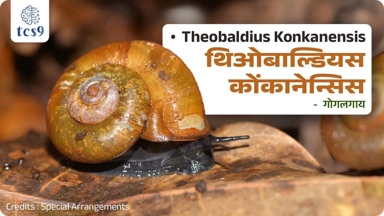 Theobaldius konkanensis Gogalgay, New Species of Land Snail in Maharashtra, Maharashtra’s Konkan region, Theobaldius konkanensis was discovered in Maharashtra’s Konkan region, paryavaran, Naveen prajati, prani pakshi, environment notes, new species found, new species of land snail, pib, paryavaran notes pdf, vanrakshak Bharti notes, forest guard, maharashtra news, chalu ghadamodi maharashtra, Chalu Ghadamodi 2025, Chalu Ghadamodi Marathi, Chalu Ghadamodi PDF Download, Chalu Ghadamodi Test Series, Chalu Ghadamodi Prashnottare, Mahatvachya Chalu Ghadamodi, Chalu Ghadamodi Sarav Prashna, Darrojchya Chalu Ghadamodi, Chalu Ghadamodi Marathi Masik, Talathi Chalu Ghadamodi 2025, Talathi Bharti Chalu Ghadamodi, Talathi Spardha Pariksha Chalu Ghadamodi, RRB Group D Chalu Ghadamodi Marathi, Railway Bharti Chalu Ghadamodi, RRB Sarav Prashna Chalu Ghadamodi, Maharashtra Police Bharti Chalu Ghadamodi, Police Bharti Chalu Ghadamodi Prashnottare, Maharashtra Police Chalu Ghadamodi 2025, SSC GD Chalu Ghadamodi Marathit, SSC Bharti Chalu Ghadamodi, SSC Prashnsancha Chalu Ghadamodi, Vanrakshak Bharti Chalu Ghadamodi, Vanrakshak Pariksha Chalu Ghadamodi, Vanrakshak Prashnapatrika Chalu Ghadamodi, Agniveer Bharti Chalu Ghadamodi 2025, Agniveer Spardha Pariksha Chalu Ghadamodi, Agniveer Sarav Prashna Chalu Ghadamodi, tcs chalu ghadamodi, ibps chalu ghadamodi,
chalu Ghadamodi Marathi, current Affair marathi madhe, 2024 cha chalu Ghadamodi, police Bharti chalu Ghadamodi, police Bharti prashnasanch, police Bharti GK prashna, Mpsc chalu Ghadamodi, sarkari Naukri, sarkari job, sarkari yojna, Maharashtra cha chalu Ghadamodi, Maharashtra government yojna, PSI syllabus, PSI cutoff, police Bharti syllabus, police Bharti cutoff, police Bharti merit, MPSC Sathi book, MPSC Sathi pustak, police Bharti Sathi pustak, police Bharti magil prashnapatrika, MPSC previous years question papers, Mumbai police Bharti, Mumbai police Bharti Lekhi kadhi ahe, government GR, police Bharti result, MPSC result, SSC GD merit, sscgd syllabus, army Bharti merit, army Bharti result, UPSC Marathi, combine pariksha, talathi, talathi syllabus, talathi cutoff, talathi book list, talathi result, talathi merit, tcs mock test, tcs pattern, ibps pattern, tcs pyq, tcs sarav paper, tcs talathi paper, tcs pattern notes, tcs prashnasanch, tcs gk gs, tcs maths, tcs talathi, talathi jaga kiti ahe, saralseva exam, saralseva pariksha, saralseva result, zilha parishad Bharti, zilha parishad prashnapstrika, dinvishesh, Chalu Ghadamodi Marathi madhun, current Affair marathi madhe, headline-news, maharashtra-news, jhattpatt-batmya, pib, marathi batmya, government new channel, Pib, akashvani, the Hindu, Indian express, Loksatta, Lokmat, Dainik Bhaskar, sansad news, editorial, sampadkiya, vishleshan, Loksabha news, rajyasabha news, SSC GD notes, sscgd question papers, sscgd exam answer, results, SSC GD admit card, sscgd ground, exam centre, mpsc main answer writing, maharashtra police recruitment 2025, maharashtra police exam updates, maharashtra police bharti latest news, maharashtra police exam calendar 2025, maharashtra police exam syllabus pdf download, maharashtra police bharti exam pattern 2025, maharashtra police constable syllabus, physical test details maharashtra police, maharashtra police bharti admit card 2025, maharashtra police hall ticket download, maharashtra police exam admit card date, maharashtra police study material pdf, maharashtra police exam preparation tips, maharashtra police mock tests free, best books for maharashtra police exam, maharashtra police bharti previous year papers pdf, maharashtra police constable sample papers, maharashtra police si model question papers, maharashtra police eligibility criteria 2025, age limit for maharashtra police bharti, educational qualification maharashtra police, maharashtra police result 2025, maharashtra police merit list, maharashtra police exam cutoff marks, maharashtra police online application 2025, maharashtra police physical test details, document verification for maharashtra police bharti, maharashtra police recruitment 2024, maharashtra police exam calendar 2024, maharashtra police bharti exam pattern 2024, maharashtra police bharti admit card 2024, maharashtra police eligibility criteria 2024, maharashtra police result 2024, maharashtra police online application 2024, RRB Group D, Railway Group D, Railway Recruitment Board Group D, Railway Group D Exam, Railway Group Notification, Railway Group D Vacancy, Railway Group D Syllabus, Railway Group D Eligibility, Railway Group D Application, Railway Group D Admit Card, Railway Group D Result, Railway Group D Cut Off, Railway Group D Salary, Railway Group D Jobs, RRB Group D Study Material, RRB Group D Previous Papers, RRB Group D Mock Tests, RRB Group D Exam Pattern, current Affair, General Science, GK, GS, General Awareness, current affairs marathi , Mathematics, General Intelligence and reasoning, RRB chalu Ghadamodi, RRB Group D marathi notes, samanya vinyan, samanya, nyan, railway notes marathi madhe, railway pagar, pagar ani bhatta, railway bharti notes marathi, railway bhartichi tayari kashi karaychi, railway bharti magil varshanche prashnapatrika, railway bhartipyq, railway bharti prashnasanch, railway bharti test paper, railwetvnokrichi sandhi, railway job, railway bharticha syllabus, railway bharti pattern, railway bharti imp prashn, railway bhartila vicharle janare prashn, competitive exam, spardha parisha, railway bharti online class, railway bharti class, railway bharti chi tayari kashi karaychi, RRB Group D Syllabus, RRB Group D Previous Papers, RRB Group D Exam Pattern, RRB Group D Eligibility Criteria, RRB Group D Notification, RRB Group D Application, RRB Group D Admit Card, RRB Group D Result, RRB Group D Cut Off, RRB Group D Salary, RRB Group D Jobs, RRB Group D Coaching, RRB Group D Study Material, RRB Group D Mock Tests, Railway Group D Level 1, RRB Group D 2025, RRB Group D Level 1, RRB Group D Posts, RRB Group D Exam Pattern, RRB Group D Exam Date, RRB Group D Online Application, RRB Group D Previous Papers, RRB Group D Preparation Tips, RRB Group D Study Material, RRB Group D Coaching, RRB Group D Mock Tests, How to prepare for RRB Group D exam, RRB Group D exam syllabus 2025, RRB Group D eligibility criteria 2025, RRB Group D application form 2025, RRB Group D admit card download, RRB Group D result date 2025, RRB Group D cut off marks 2025, RRB Group D salary and allowances, Best books for RRB Group D exam, Online coaching for RRB Group D, Railway Group D , RRB Group D, Railway Jobs , Government Jobs, Railway Recruitment, RRB Group D Exam, Railway Group D Vacancy, RRB Group D Notification, Railway Group D Application, RRB Group D Salary, aajcha dinveshesh, suvichaar, jagtik dinveshsh, dinveshsh