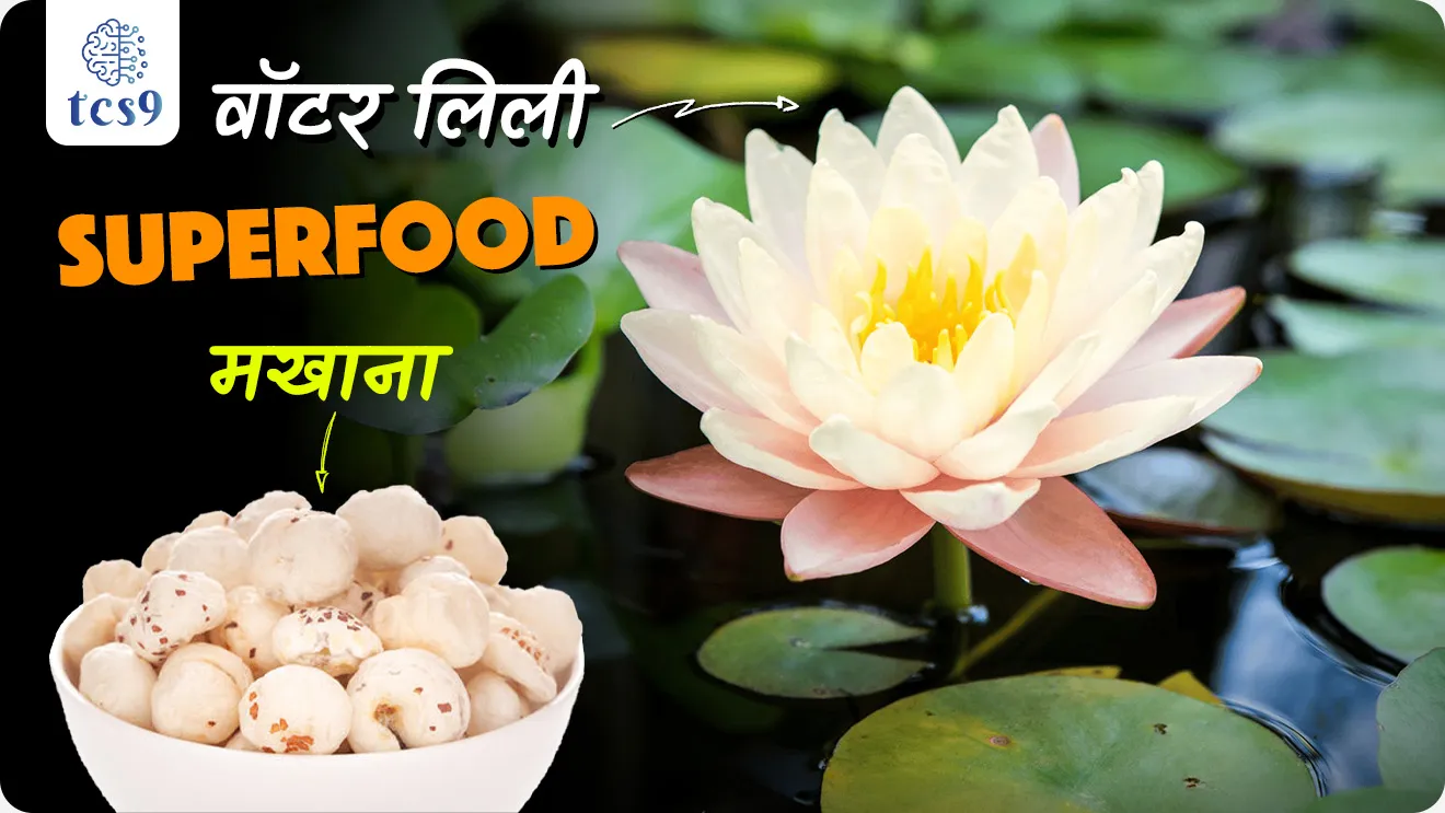 मखाना म्हणजे काय ? 
• युरियाल फेरॉक्स नावाच्या वॉटर लिलीच्या बिया, त्याला मखाना, फॉक्स नट्स किंवा कमळाच्या बिया म्हणून सुद्धा ओळखलं जातं.
• मखान्यामध्ये प्रथिने आणि फायबर असतात, तसेच कॅल्शियम, मॅग्नेशियम, लोह आणि फॉस्फरस सारख्या सूक्ष्म पोषक घटकांचा समावेश असतो.
• त्यामुळं याला 'सुपरफूड' म्हणूनही ओळखलं जातं. 

मखाना पीक लागवडीसाठी हवामान परिस्थिती कोणती ? 
• तापमान (Temperature)  :  20 ते 35 °C
• पाऊस (Rainfall) :  100 ते 250 सेमी 
• आर्द्रता (Humidity) : 50 ते 90%

भारतात मखानाचे सर्वाधिक उत्पादन कोणत्या राज्यात होते ? 
• भारतात मखानाचे सर्वाधिक उत्पादन बिहारमध्ये होते.
• बिहारमध्ये भारतातील 90%  मखाना तयार होतो.