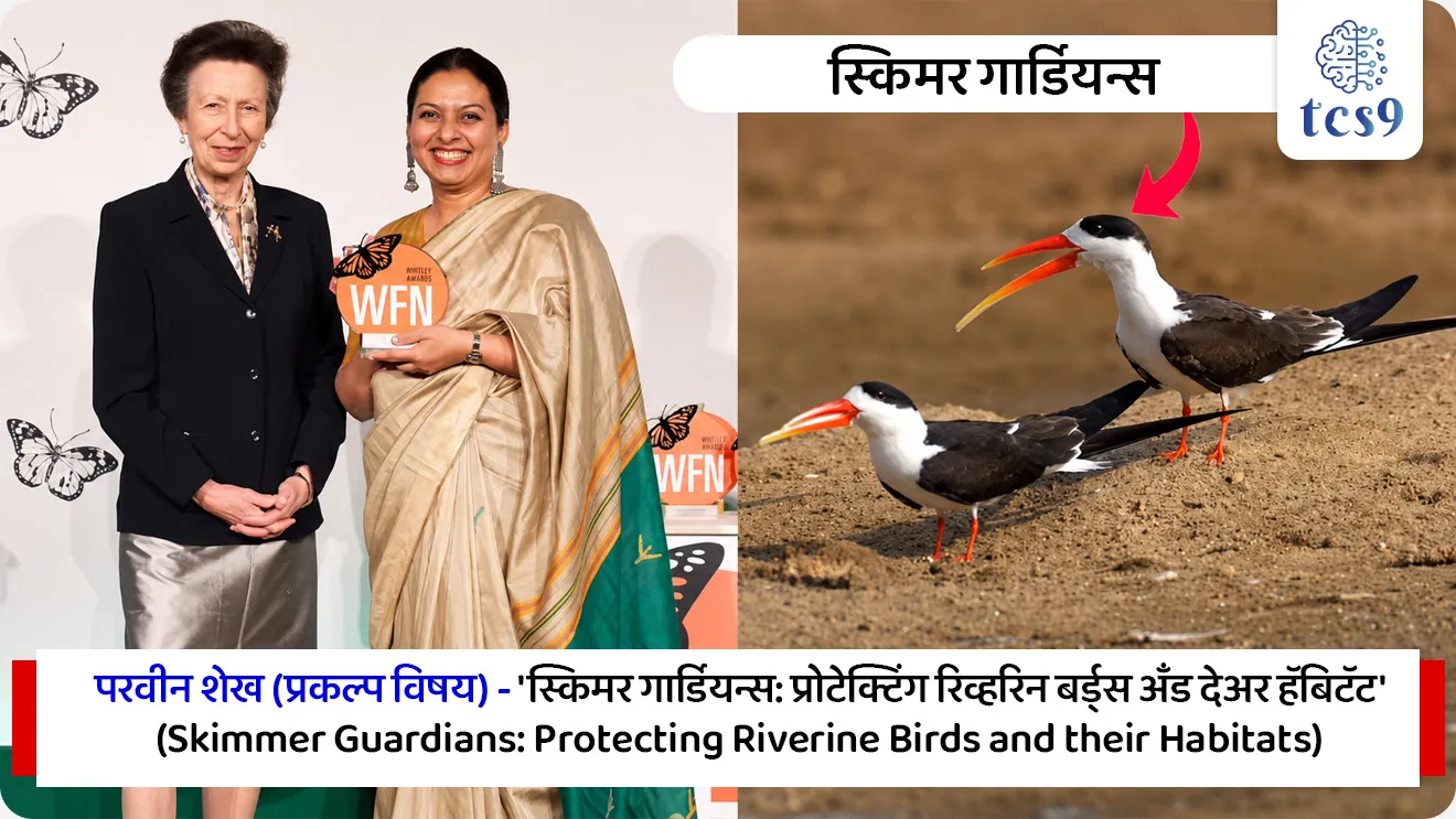 व्हिटली पुरस्कार  जिंकणाऱ्या 2 भारतीय महिला कोण ?
Whitley Award


📚 Subject : GS - पर्यावरण, पुरस्कार

सरळसेवा, तलाठी, वनरक्षक, पोलीस भरती, अग्निवीर , रेल्वे भरती, SSC GD, MPSC, UPSC परीक्षेसाठी विचारलेले / संभाव्य महत्त्वपूर्ण  प्रश्न

प्रश्न) डॉ. बर्खा सुब्बा यांना पर्यावरण संवर्धन क्षेत्रातील प्रतिष्ठेचा 'व्हिटली पुरस्कार 2026'  हा खालीलपैकी कोणत्या दुर्मिळ प्राण्याच्या संरक्षणासाठी देण्यात आला ?

1. ग्रेटर अ‍ॅडजुटंट स्टॉर्क
2. हिमालयीन सॅलामँडर
3. इंडियन स्किमर पक्षी
4. रेड पांडा
 
उत्तर : हिमालयीन सॅलामँडर

📰 बातमी काय ? 
 वैश्विक गौरव (2026): पर्यावरण आणि वन्यजीव संवर्धन क्षेत्रातील अत्यंत प्रतिष्ठित मानला जाणारा 'व्हिटली पुरस्कार 2026' (Whitley Awards) नुकताच जाहीर झाला आहे.
भारतीय महिलांची कामगिरी: या वर्षी जगभरातून निवडण्यात आलेल्या 6 प्रमुख विजेत्यांमध्ये भारतातील दोन महिला संवर्धनशास्त्रज्ञांचा (Conservationists) समावेश आहे. 
परवीन शेख आणि डॉ. बर्खा सुब्बा अशी या दोन विजेत्यांची नावे असून, लंडन येथे युनायटेड किंगडमच्या (UK) राजकुमारी प्रिन्सेस अ‍ॅन (Princess Anne) यांच्या हस्ते त्यांना हा पुरस्कार प्रदान करण्यात आला.

🧐 व्हिटली पुरस्कार  (Whitley Award)
🌳 'ग्रीन ऑस्कर'  -  हा पुरस्कार पर्यावरण संवर्धन क्षेत्रातील कामगिरीसाठी दिला जातो. याला जागतिक स्तरावर 'ग्रीन ऑस्कर' (Green Oscars) म्हणून ओळखले जाते.
 🏛️ स्थापना व संस्था - या पुरस्काराची स्थापना यूके (UK) मधील 'व्हिटली फंड फॉर नेचर' (Whitley Fund for Nature - WFN) या धर्मादाय संस्थेद्वारे करण्यात आली आहे.
 🎯 उद्देश - आशिया, आफ्रिका आणि लॅटिन अमेरिकेसारख्या विकसनशील देशांमधील तळागाळातील (Grassroots) पर्यावरण आणि वन्यजीव संवर्धकांनो आर्थिक बळ देणे.
 🏆 पुरस्काराचे स्वरूप - या पुरस्कारांतर्गत विजेत्यांना त्यांच्या प्रकल्पाचा विस्तार करण्यासाठी 1 वर्षासाठी 50,000 पाउंड्स (£50,000) चा निधी, विशेष प्रशिक्षण आणि आंतरराष्ट्रीय ओळख दिली जाते.
 
🏆  'व्हिटली गोल्ड अवॉर्ड 2026' कोणाला देण्यात आला ?
 या वर्षीचा मुख्य 'व्हिटली गोल्ड अवॉर्ड 2026' हा इंडोनेशियाच्या फारविझा फरहान (Farwiza Farhan) यांना देण्यात आला आहे.

🇮🇳  भारतीय विजेते आणि त्यांचे महत्त्वपूर्ण योगदान
1) परवीन शेख (Parveen Shaikh) - 
प्रकल्प विषय - 'स्किमर गार्डियन्स: प्रोटेक्टिंग रिव्हरिन बर्ड्स अँड देअर हॅबिटॅट' (Skimmer guardians: protecting riverine birds and their habitats).
 योगदान - परवीन शेख या अत्यंत दुर्मिळ आणि संकटग्रस्त असलेल्या 'इंडियन स्किमर' (Indian Skimmer) या नदीकाठच्या पक्ष्याच्या संरक्षणासाठी काम करत आहेत. जगभरातील एकूण 'इंडियन स्किमर' पैकी 90% पेक्षा जास्त लोकसंख्या केवळ भारतात आढळते.
 कामगिरी - त्यांनी चंबळ नदी खोऱ्यात स्थानिक लोकांना एकत्र करून 'गार्डियन्स ऑफ द स्किमर' ही मोहीम सुरू केली.  त्यांच्या प्रयत्नांमुळे चंबळमधील या पक्ष्यांची संख्या 2017 मधील 400 वरून 2025 पर्यंत जवळपास 1,000 झाली आहे.

2) डॉ. बर्खा सुब्बा (Dr. Barkha Subba)
 प्रकल्प विषय - 'सर्व्हायव्हर ऑफ अ लॉस्ट वर्ल्ड: सेविंग द हिमालयन सॅलामँडर अँड इट्स वेटलँड्स' (Survivor of a lost world: saving the Himalayan salamander and its wetlands).
 योगदान - डॉ. बर्खा सुब्बा या फेडरेशन ऑफ सोसायटीज फॉर एन्व्हायर्नमेंटल प्रोटेक्शन (FSEP) या संस्थेच्या माध्यमातून दार्जिलिंग टेकड्यांमध्ये (पश्चिम बंगाल) अत्यंत दुर्मिळ आणि वैशिष्ट्यपूर्ण अशा 'हिमालयीन सॅलामँडर' (Himalayan Salamander) या उभयचर (Amphibian) प्राण्याच्या आणि त्याच्या पाणथळ जागांच्या (Wetlands) संरक्षणासाठी काम करत आहेत.
कामगिरी - दार्जिलिंग परिसरातील पाणथळ जागांचे होणारे प्रदूषण आणि मानवी हस्तक्षेप रोखण्यासाठी त्यांनी स्थानिक चहाच्या बागांचे व्यवस्थापक आणि नागरिकांना एकत्र करून संवर्धनाचे मॉडेल उभे केले.
 

🔑 परीक्षेच्या दृष्टीने IMP रिव्हिजन पॉईंट्स : व्हिटली पुरस्कार  

पुरस्काराचे टोपणनाव → 'ग्रीन ऑस्कर' (Green Oscars)
 पुरस्कार देणारी संस्था → व्हिटली फंड फॉर नेचर (WFN), युनायटेड किंगडम.
 पुरस्कार निधी रक्कम → 50,000 पाउंड्स (£50,000).
 भारतीय विजेते 2026 → परवीन शेख आणि डॉ. बर्खा सुब्बा.
 परवीन शेख यांचे कार्यक्षेत्र → इंडियन स्किमर पक्षी संवर्धन
 डॉ. बर्खा सुब्बा यांचे कार्यक्षेत्र → हिमालयीन सॅलामँडर आणि पाणथळ जागा संवर्धन
 2026 चा व्हिटली गोल्ड अवॉर्ड विजेता → फारविझा फरहान (इंडोनेशिया)





source news
https://whitleyaward.org/winners-hub/


Parveen Shaikh Wins 2026 Whitley Award, Barkha Subba Wins 2026 Whitley Award, Himalayan salamander, conservation of the Indian Skimmer,  Whitley Fund for Nature , Green Oscars, Puraskar konala milala, Environment awards, environment notes, vanrakshak bharti, forest guard, paryavaran notes, 




प्रश्न) डॉ. बर्खा सुब्बा यांना पर्यावरण संवर्धन क्षेत्रातील प्रतिष्ठेचा 'व्हिटली पुरस्कार 2026'  हा खालीलपैकी कोणत्या दुर्मिळ प्राण्याच्या संरक्षणासाठी देण्यात आला ?

1. ग्रेटर अ‍ॅडजुटंट स्टॉर्क
2. हिमालयीन सॅलामँडर
3. इंडियन स्किमर पक्षी
4. रेड पांडा
 
उत्तर : हिमालयीन सॅलामँडर
 
डॉ. बर्खा सुब्बा यांनी दार्जिलिंगच्या पर्वतीय प्रदेशात आढळणाऱ्या दुर्मिळ आणि नष्ट होत चाललेल्या 'हिमालयीन सॅलामँडर' (Himalayan Salamander) आणि तिथल्या पाणथळ जागांच्या संरक्षणासाठी स्थानिक समुदायाला एकत्र करून मोठे काम उभे केले आहे, म्हणूनच त्यांना 2026 चा व्हिटली पुरस्कार देण्यात आला आहे.




प्रश्न) नुकत्याच जाहीर झालेल्या आंतरराष्ट्रीय 'व्हिटली पुरस्कार 2026' (Whitley Awards) बाबत खालील विधानांचा विचार करा :
अ) या पुरस्काराला जागतिक स्तरावर 'ग्रीन ऑस्कर' म्हणून ओळखले जाते आणि हा युनायटेड किंगडमच्या संस्थेकडून दिला जातो.
ब) वर्ष 2026 च्या पुरस्कारांमध्ये भारताच्या परवीन शेख यांना 'हिमालयीन सॅलामँडर' या प्राण्याच्या संरक्षणासाठी हा पुरस्कार मिळाला आहे.
क) डॉ. बर्खा सुब्बा यांना दार्जिलिंग परिसरातील 'इंडियन स्किमर' या पक्ष्याच्या आणि त्याच्या नदी परिसंस्थेच्या संवर्धनासाठी हा सन्मान मिळाला.

वरीलपैकी कोणते/ती विधान/विधाने बरोबर आहेत ?
1. फक्त (अ)
2. फक्त (ब) आणि (क)
3. फक्त (अ) आणि (क)
4. वरील सर्व विधाने बरोबर आहेत.
 
 उत्तर : फक्त (अ)
 
❌ विधाने (ब) आणि (क) चुकीची आहेत कारण - विधानांमध्ये नावांची आणि संबंधित प्राण्यांची/ पपक्ष्यांची आदलाबदल केली आहे. 

1) परवीन शेख (Parveen Shaikh) - 
 योगदान - परवीन शेख या अत्यंत दुर्मिळ आणि संकटग्रस्त असलेल्या 'इंडियन स्किमर' (Indian Skimmer) या नदीकाठच्या पक्ष्याच्या संरक्षणासाठी काम करत आहेत. 
जगभरातील एकूण 'इंडियन स्किमर' पैकी 90% पेक्षा जास्त लोकसंख्या केवळ भारतात आढळते.

2) डॉ. बर्खा सुब्बा (Dr. Barkha Subba)
 डॉ. बर्खा सुब्बा या फेडरेशन ऑफ सोसायटीज फॉर एन्व्हायर्नमेंटल प्रोटेक्शन (FSEP) या संस्थेच्या माध्यमातून दार्जिलिंग टेकड्यांमध्ये (पश्चिम बंगाल) अत्यंत दुर्मिळ आणि वैशिष्ट्यपूर्ण अशा 'हिमालयीन सॅलामँडर' (Himalayan Salamander) या उभयचर (Amphibian) प्राण्याच्या आणि त्याच्या पाणथळ जागांच्या (Wetlands) संरक्षणासाठी काम करत आहेत.