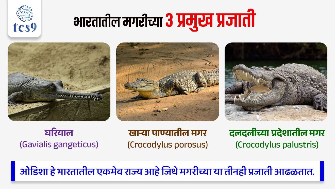 जागतिक मगर दिन
World Crocodile Day


📚 Subject : GS - दिनविशेष, पर्यावरण

सरळसेवा, तलाठी, वनरक्षक, पोलीस भरती, अग्निवीर , रेल्वे भरती, SSC GD, MPSC, UPSC परीक्षेसाठी विचारलेले / संभाव्य महत्त्वपूर्ण  प्रश्न


प्रश्न) दरवर्षी जागतिक मगर दिन केव्हा साजरी केला जातो ?

5 जून
9 जून
17 जून
21 जून

उत्तर : 17 जून

📰 बातमी काय ?
दरवर्षी 17 जून रोजी जागतिक मगर दिन साजरा केला जातो.
भारताने 1975 मध्ये मगर संवर्धन कार्यक्रम सुरू केला आणि 2026 मध्ये या यशस्वी उपक्रमाला 51 वर्षे पूर्ण होत आहे.
भारतात, "मगर संवर्धन प्रकल्प" (Crocodile Conservation Project) 1975 मध्ये सुरू करण्यात आला, ज्यामुळे ओडिशातील भितरकणिका सारख्या भागात त्यांच्या संख्येत मोठी वाढ झाली आहे.

🐊🐊 जागतिक मगर दिन का साजरी करतात ? 
मगर ही पाणी आणि जमिनीचे पर्यावरणीय संतुलन राखण्यास मदत करते.
ते अनेक नद्या आणि दलदलीच्या प्रदेशांच्या परिसंस्थेतील सर्वोच्च भक्षक आहेत.
जर मगरी नामशेष झाल्या तर अन्नसाखळीवर वाईट परिणाम होऊ शकतो.
मगरींची घटती संख्या, शिकार आणि त्यांच्या अधिवासाचा नाश याविरुद्ध जागतिक जागरूकता पसरविण्यासाठी
मगरी आणि त्यांच्यासारख्या इतर सरपटणाऱ्या प्राण्यांचे संरक्षण, संवर्धन करण्यासाठी दरवर्षी 17 जून रोजी जागतिक मगर दिन साजरा केला जातो.

🐊 भारतातील मगरीच्या 3 प्रमुख प्रजाती कोणत्या ? 

घरियाल (Gavialis gangeticus)
खाऱ्या पाण्यातील मगर (Crocodylus porosus)
दलदलीच्या प्रदेशातील मगर (Crocodylus palustris)
ओडिशा हे भारतातील एकमेव राज्य आहे जिथे मगरीच्या या तीनही प्रजाती आढळतात.

🤔 जागतिक मगर दिन 2026 ची संकल्पना (थीम) कोणती ?
"Legacy in Every Scale" ही जागतिक मगर दिन 2026 ची अधिकृत संकल्पना (Theme) आहे. 
मगरींचे पृथ्वीवरील 20 कोटी वर्षांपेक्षा जास्त काळाचे अस्तित्व आणि त्यांचा उत्क्रांतीचा वारसा हायलाइट करण्यासाठी ही थीम निवडण्यात आली आहे.


🔑 परीक्षेच्या दृष्टीने IMP रिव्हिजन पॉईंट्स : World Crocodile Day
जागतिक मगर दिन → 17 जून
2026 संकल्पना (Theme) → "Legacy in Every Scale"
भारताचा मगर संवर्धन प्रकल्प → 1975 मध्ये सुरू
मगरींच्या प्रजातींचे वर्गीकरण → भारतात प्रामुख्याने 3 प्रजाती आढळतात: 
घरियाल (Gavialis gangeticus)
खाऱ्या पाण्यातील मगर (Crocodylus porosus)
दलदलीच्या प्रदेशातील मगर (Crocodylus palustris)
ओडिशा हे भारतातील एकमेव राज्य आहे जिथे मगरीच्या या तीनही प्रजाती आढळतात.



Jagtik magar din, World Crocodile Day, What is the Crocodile Conservation Project?, Wild Life (Protection) Act, 1972, Bhitarkanika National Park, Gavialis gangeticus, Crocodylus porosus, Crocodylus palustris, Salt Water Crocodiles, Ghariyal, marsh Crocodiles, magar kiti prakarchya astat, Environment notes marathi madhe, paryavaran notes, UPSC environment notes pdf, MPSC paryavaran notes pdf, pib, News highlights, news headlines, today's news, Dinvishesh,  




प्रश्न) 'जागतिक मगर दिन' (World Crocodile Day) आणि भारतातील मगर संवर्धनाबाबत खालील विधानांचा विचार करा :
अ) मगरींच्या संवर्धनासाठी जगभरात दरवर्षी 17 June रोजी 'जागतिक मगर दिन' साजरा केला जातो.
ब) भारताने 1975 मध्ये 'मगर संवर्धन प्रकल्प' सुरू केला असून, ओडिशातील 'भितरकणिका' हे खाऱ्या पाण्यातील मगरींच्या संवर्धनाचे प्रमुख केंद्र आहे.
वरीलपैकी कोणते/कोणती विधान/विधाने बरोबर आहेत ?
१) फक्त अ
२) फक्त ब
३) अ आणि ब दोन्ही विधाने बरोबर आहेत
४) अ आणि ब दोन्ही विधाने चूकीची आहेत

उत्तर : अ आणि ब दोन्ही

✍️ अधिक माहिती -
मगर ही पाणी आणि जमिनीचे पर्यावरणीय संतुलन राखण्यास मदत करते.
ते अनेक नद्या आणि दलदलीच्या प्रदेशांच्या परिसंस्थेतील सर्वोच्च भक्षक आहेत.
जर मगरी नामशेष झाल्या तर अन्नसाखळीवर वाईट परिणाम होऊ शकतो.
 मगरींच्या संरक्षणासाठी दरवर्षी 17 जून हा दिवस 'जागतिक मगर दिन' म्हणून साजरा केला जातो.
भारत सरकारने 1975 मध्ये मगर संवर्धन प्रकल्प सुरू केला आणि ओडिशातील 'भितरकणिका राष्ट्रीय उद्यान' हे विशेषतः खाऱ्या पाण्यातील मगरींच्या यशस्वी संवर्धनासाठी प्रसिद्ध आहे
