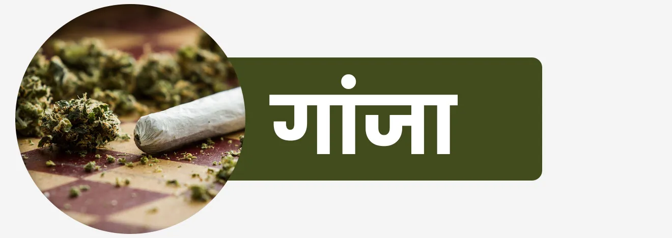 Ganja | गांजा :  स्त्री-फुलोरा (मादी वनस्पती पासून) वाळवून टोकाच्या भागापासून ‘गांजा’ मिळवितात व हातावर मळून तंबाखूबरोबर चिलिमीतून ओढतात; यालाच स्पॅनिश भाषेत ‘मरीव्हाना’ (मारिजुआना) म्हणतात.