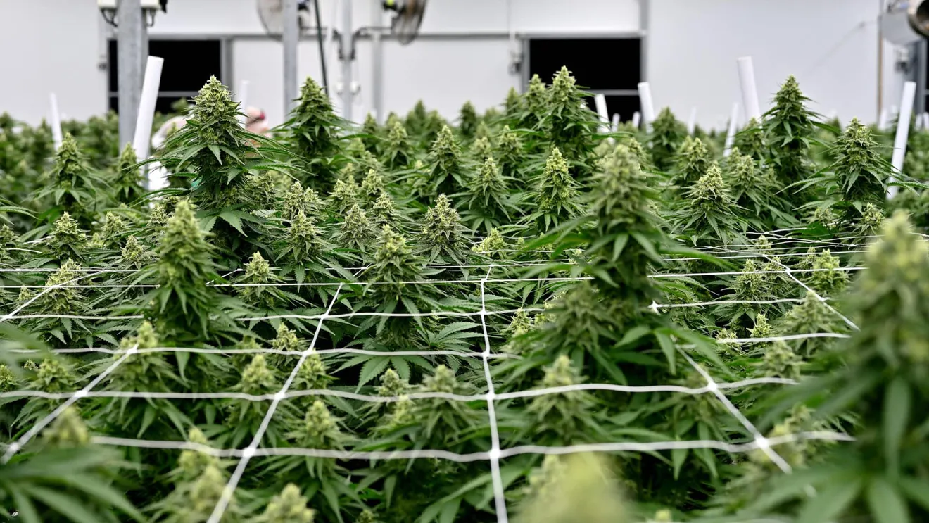 Cannabis Cultivation, Ganjachi Lagvad, Ganjachi sheti, Ganjache zad, Ganjachi pik, Ganja tree, Amli padarth, drugs, weed, NDPS Act, medicine, aayurvedic use, bhang, ganja, charas, hashish, Marijuana, Cannabis, bhang cultivation,  Uttarakhand, Uttar Pradesh, Madhya Pradesh, Jammu & Kashmir, Manipur,  Narcotic Drugs and Psychotropic Substances Act, 1985, What are the effects of consuming or smoking marijuana ?, Where is marijuana illegal?, Ganja illegal ahe ka, Is marijuana legal in Thailand?, Side effects of ganja, side effects of marijuana , tcs chalu ghadamodi, ibps chalu ghadamodi, current Affair,  chalu Ghadamodi Marathi,   current Affair marathi madhe, 2024 cha chalu Ghadamodi,   police Bharti chalu Ghadamodi,   police Bharti prashnasanch,   police Bharti GK prashna,   Mpsc chalu Ghadamodi,   sarkari Naukri,   sarkari job,   sarkari yojna,   Maharashtra cha chalu Ghadamodi,   Maharashtra government yojna,   PSI syllabus, PSI cutoff,   police Bharti syllabus,   police Bharti cutoff,   police Bharti merit,   MPSC Sathi book,   MPSC Sathi pustak,   police Bharti Sathi pustak,   police Bharti magil prashnapatrika,   MPSC previous years question papers,   Mumbai police Bharti,   Mumbai police Bharti Lekhi kadhi ahe,   government GR,   police Bharti result,   MPSC result,   SSC GD merit,   sscgd syllabus,   army Bharti merit,   army Bharti result,   UPSC Marathi,   combine pariksha,   talathi,   talathi syllabus,   talathi cutoff,   talathi book list,   talathi result,   talathi merit,   talathi jaga kiti ahe,   saralseva exam,   saralseva pariksha,   saralseva result,   zilha parishad Bharti,   zilha parishad prashnapstrika, dinvishesh, Chalu Ghadamodi Marathi madhun, current Affair marathi madhe, headline-news, maharashtra-news, jhattpatt-batmya, pib, marathi batmya, government new channel, Pib, akashvani, the Hindu, Indian express, Loksatta, Lokmat, Dainik Bhaskar, sansad news, editorial, sampadkiya, vishleshan, Loksabha news, rajyasabha news, SSC GD notes, sscgd question papers, sscgd exam answer, results, SSC GD admit card, sscgd ground, exam centre, mpsc main answer writing, maharashtra police recruitment 2025, maharashtra police exam updates, maharashtra police bharti latest news, maharashtra police exam calendar 2025, maharashtra police exam syllabus pdf download, maharashtra police bharti exam pattern 2025, maharashtra police constable syllabus, physical test details maharashtra police, maharashtra police bharti admit card 2025, maharashtra police hall ticket download, maharashtra police exam admit card date, maharashtra police study material pdf, maharashtra police exam preparation tips, maharashtra police mock tests free, best books for maharashtra police exam, maharashtra police bharti previous year papers pdf, maharashtra police constable sample papers, maharashtra police si model question papers, maharashtra police eligibility criteria 2025, age limit for maharashtra police bharti, educational qualification maharashtra police, maharashtra police result 2025, maharashtra police merit list, maharashtra police exam cutoff marks, maharashtra police online application 2025, maharashtra police physical test details, document verification for maharashtra police bharti, maharashtra police recruitment 2024, maharashtra police exam calendar 2024, maharashtra police bharti exam pattern 2024, maharashtra police bharti admit card 2024, maharashtra police eligibility criteria 2024, maharashtra police result 2024, maharashtra police online application 2024, RRB Group D, Railway Group D, Railway Recruitment Board Group D, Railway Group D Exam, Railway Group Notification, Railway Group D Vacancy, Railway Group D Syllabus, Railway Group D Eligibility, Railway Group D Application, Railway Group D Admit Card, Railway Group D Result, Railway Group D Cut Off, Railway Group D Salary, Railway Group D Jobs, RRB Group D Study Material, RRB Group D Previous Papers,  RRB Group D Mock Tests, RRB Group D Exam Pattern, current Affair, General Science, GK, GS, General  Awareness, current  affairs marathi , Mathematics, General Intelligence and reasoning, RRB chalu Ghadamodi, RRB Group D marathi notes, samanya vinyan, samanya, nyan, railway notes marathi madhe, railway pagar, pagar ani bhatta, railway bharti notes marathi, railway bhartichi tayari kashi karaychi, railway bharti magil varshanche prashnapatrika, railway bhartipyq, railway bharti prashnasanch, railway bharti test paper, railwetvnokrichi sandhi, railway job, railway bharticha syllabus, railway bharti pattern, railway bharti imp prashn, railway bhartila vicharle janare prashn, competitive exam, spardha parisha, railway bharti online class, railway bharti class, railway bharti chi tayari kashi karaychi,  RRB Group D Syllabus, RRB Group D Previous Papers, RRB Group D Exam Pattern, RRB Group D Eligibility Criteria, RRB Group D Notification, RRB Group D Application, RRB Group D Admit Card, RRB Group D Result, RRB Group D Cut Off, RRB Group D Salary, RRB Group D Jobs, RRB Group D Coaching, RRB Group D Study Material, RRB Group D Mock Tests, Railway Group D Level 1, RRB Group D 2025, RRB Group D Level 1, RRB Group D Posts, RRB Group D Exam Pattern, RRB Group D Exam Date, RRB Group D Online Application, RRB Group D Previous Papers, RRB Group D Preparation Tips, RRB Group D Study Material, RRB Group D Coaching, RRB Group D Mock Tests, How to prepare for RRB Group D exam, RRB Group D exam syllabus 2025, RRB Group D eligibility criteria 2025, RRB Group D application form 2025, RRB Group D admit card download, RRB Group D result date 2025, RRB Group D cut off marks 2025, RRB Group D salary and allowances, Best books for RRB Group D exam, Online coaching for RRB Group D, Railway Group D , RRB Group D, Railway Jobs , Government Jobs, Railway Recruitment, RRB Group D Exam, Railway Group D Vacancy, RRB Group D Notification, Railway Group D Application, RRB Group D Salary